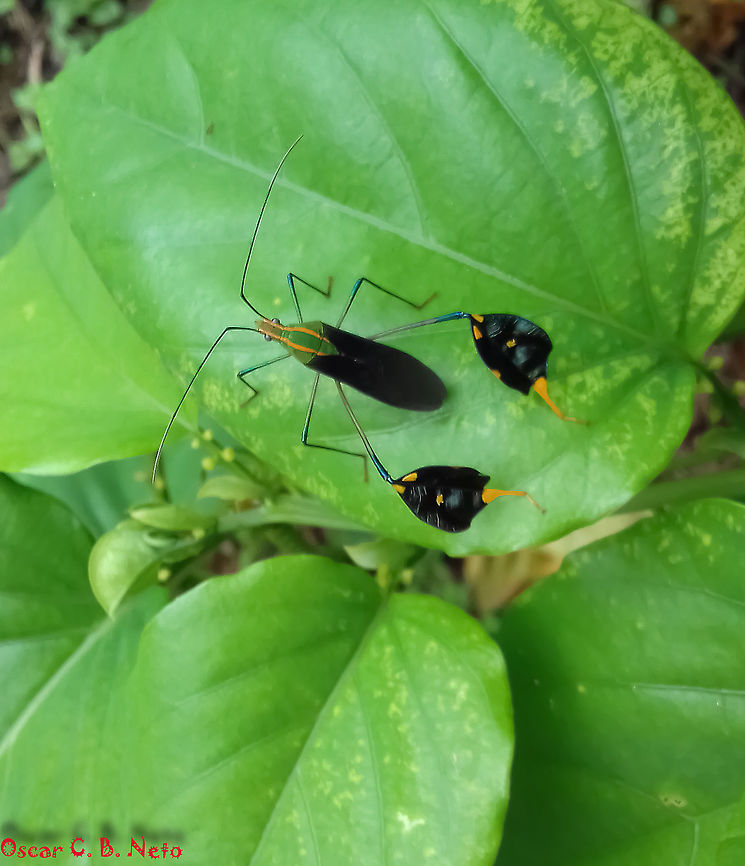 Diactor bilineatus - Percevejo-do-Maracuj&aacute; (Fabricius, 1803) Hemiptera: Heteroptera: Pentatomomorpha: Coreoidea: Coreidae: Coreinae: Anisoscelini<br />
<br />
Date: 9th of February, 2017 at 02:13:49pm<br />
<br />
Full post here:<br />
<figure class="photo"><a href="https://www.jungledragon.com/image/65307/diactor_bilineatus_-_percevejo-do-maracuj_fabricius_1803.html" title="Diactor bilineatus - Percevejo-do-Maracuj&aacute; (Fabricius, 1803)"><img src="https://s3.amazonaws.com/media.jungledragon.com/images/3305/65307_thumb.jpg?AWSAccessKeyId=05GMT0V3GWVNE7GGM1R2&Expires=1770854410&Signature=jUDUfkDszPeF8Oc20EkxxDFPfTs%3D" width="200" height="174" alt="Diactor bilineatus - Percevejo-do-Maracuj&aacute; (Fabricius, 1803) Hemiptera: Heteroptera: Coreoidea: Coreidae: Coreinae: Anisoscelini<br />
<br />
Length: ~20mm.<br />
Date: 12th of February, 2017 at 02:17:05pm<br />
<br />
More pictures:<br />
<br />
* https://www.jungledragon.com/image/65309/diactor_bilineatus_-_percevejo-do-maracuj_fabricius_1803.html<br />
<br />
* <br />
<br />
https://www.jungledragon.com/image/65308/diactor_bilineatus_-_percevejo-do-maracuj_fabricius_1803.html<br />
<br />
*<br />
<br />
https://www.jungledragon.com/image/65304/diactor_bilineatus_-_percevejo-do-maracuj_fabricius_1803.html<br />
<br />
*<br />
<br />
https://www.jungledragon.com/image/65306/diactor_bilineatus_-_percevejo-do-maracuj_fabricius_1803.html<br />
<br />
*<br />
<br />
https://www.jungledragon.com/image/65305/diactor_bilineatus_-_percevejo-do-maracuj_fabricius_1803.html <br />
<br />
Diactor bilineatus is a leaf-footed bug in the order Hemiptera, suborder Heteroptera, infraorder Pentatomomorpha, superfamily Coreoidea, family Coreidae, subfamily Coreinae and tribe Anisoscelini.<br />
<br />
Adults can reach up to 20mm in length. They possess a very remarkable and beautiful coloration. Like other bugs in the family Coreidae, they possess leaf-like dilations on the hind tibiae; these are colored dark with orange spots. Abdomen with shifting colors of orange and green segments. Ventral surface of the thorax colored green, orange and cyan or greenish-blue. Dorsal surface of the thorax colored green with two straight stripes going from and beyond the proximal end of the thorax with the wings until the tip of the head, passing by the side of the eye. They are able to see well enough to flee from danger by taking flight; eyes are compound but relatively small. They are harmless; the proboscis is only used to suck sap. Wings are black. Tip of the hind legs' femur is blueish colored, Other legs display varying tones of grey, green and orange (requires confirmation for the "orange"). Tip of hind legs colored yellow/orange. Antennae are long, dark, with a light, blueish base.<br />
<br />
Eggs are laid in the interior surface of the leaves of the host plant. They lay up to 10 eggs at a time and their incubation takes 15 days. They feed exclusively on Passiflora sp. to my knowledge. The young feed on the sap of the flower buds and young fruits, but the adults can also feed on the leaves, branches and mature fruits. They are one of the most beautiful bugs in existence.<br />
<br />
The nymphs will have their own post.<br />
<br />
Normally found in fields and crop fields that contain Passiflora sp.. Can often be found in suburban environments, where this one was photographed, if the inhabitants grow Passiflora sp..<br />
<br />
https://pt.wikipedia.org/wiki/Diactor_bilineatus <br />
http://eol.org/pages/24763701/details <br />
http://www.insetologia.com.br/2014/01/percevejo-do-maracuja-em-sao-paulo.html Animalia,Anisoscelini,Arthropoda,Brazil,Bugs,Coreidae,Coreinae,Coreoidea,Diactor,Diactor bilineatus,Geotagged,Insecta,Insects,Pentatomomorpha,Summer,animal,animals,hemiptera,heteroptera,insect" /></a></figure> Animalia,Anisoscelini,Arthropoda,Brazil,Bugs,Coreidae,Coreinae,Coreoidea,Diactor,Diactor bilineatus,Geotagged,Insecta,Insects,Pentatomomorpha,Summer,animal,animals,hemiptera,heteroptera