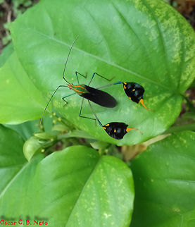 Diactor bilineatus - Percevejo-do-Maracuj&aacute; (Fabricius, 1803) Hemiptera: Heteroptera: Pentatomomorpha: Coreoidea: Coreidae: Coreinae: Anisoscelini

Date: 9th of February, 2017 at 02:13:49pm

Full post here:
https://www.jungledragon.com/image/65307/diactor_bilineatus_-_percevejo-do-maracuj_fabricius_1803.html Animalia,Anisoscelini,Arthropoda,Brazil,Bugs,Coreidae,Coreinae,Coreoidea,Diactor,Diactor bilineatus,Geotagged,Insecta,Insects,Pentatomomorpha,Summer,animal,animals,hemiptera,heteroptera
