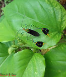 Diactor bilineatus - Percevejo-do-Maracujá (Fabricius, 1803) Hemiptera: Heteroptera: Pentatomomorpha: Coreoidea: Coreidae: Coreinae: Anisoscelini<br />
<br />
Date: 9th of February, 2017 at 02:13:49pm<br />
<br />
Full post here:<br />
https://www.jungledragon.com/image/65307/diactor_bilineatus_-_percevejo-do-maracuj_fabricius_1803.html Animalia,Anisoscelini,Arthropoda,Brazil,Bugs,Coreidae,Coreinae,Coreoidea,Diactor,Diactor bilineatus,Geotagged,Insecta,Insects,Pentatomomorpha,Summer,animal,animals,hemiptera,heteroptera