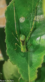 Stilpnochlora cf. couloniana (old instar nymph) - Giant Katydid / Esperan&ccedil;a-Gigante (Saussure, 1861) Orthoptera: Ensifera: Tettigoniidea: Tettigonioidea: Tettigoniidae: Phaneropterinae: Steirodontini

Length: ~20mm
Date: 18th of February, 2017 at 11:06:02am
Location: Brazil, 

Stilpnochlora couloniana is a species of bush katydids in the order Orthoptera, suborder Ensifera, infraorder Tettigoniidea, superfamily Tettigonioidea, family Tettigoniidae, subfamily Phaneropterinae and tribe Steirodontini.

The subject portrayed is a nymph in an older developmental stage. Main color is green with an irregularly-shaped black hourglass patch on the dorsal view. Secondary color is yellow which can be seen on the legs of the katydid, as well as some clearer parts. Eyes are bulging and compound; they are able to see relatively well. Antennae are very long. I do not remember its length accurately not counting the antennae, but through eye memory I'd say somewhere near 20mm long. Very young nymphs have a "morse code" banding on the antennae as well as very long bowed hind legs and are different colored, mostly very colorful. Adults can reach around 45-90mm long and will feed on bramble and oak under captivity. Their eggs are very similar to the eggs of Microcentrum spp.. Top margin of tegmen with two sites of significantly increased curvature. All legs possess dark bands all across with the proximal part of the femur with the body being green.

https://hiveminer.com/Tags/couloniana,stilpnochlora

https://bugguide.net/node/view/6347

Here is a picture of an early instar nymph:

https://bugguide.net/node/view/1197756/bgimage

The adults are very, very large katydids. An adult male can be found here, measuring from 45-50mm: https://bugguide.net/node/view/1049097

A female's picture can be found here, measuring around (and rounded) 90mm: https://bugguide.net/node/view/882356

The genus Stilpnochlora (St&aring;l, 1873) has 16 described species as of now.

https://species.wikipedia.org/wiki/Stilpnochlora

The adults look like a big leaf. Like other katydids such as Viadana sp. this is a camouflage defensive mechanism to hide from predators which are most often birds. They are green or dark green in color when adults. The hind legs of Stilpnochlora couloniana measure around 70mm when they are adults. Adults are generally docile and less wary than the nymphs. They will most likely remain still and then jump and fly away if the threat persists. Nocturnal in activity, males can produce sounds to attract their mates by rubbing their hind legs against their wings. The sound is not continuous as it is with crickets; it's short and not as intense. They prefer the temperature under 30&deg;C and over 25&deg;C. In nature, they will feed on the leaves of oaks, brambles, hazels, Hypericums, butterfly bushes (Buddleja sp.), apple trees, roses and hawthorns.

They hide on the crowns of deciduous trees and are attracted to light but they can be found in gardens, weedy areas, grasses, grassy fields and suburban habitats. I know no sightings of them in an urban habitat or even metropolis, but wouldn't discard that possibility.

The oviposition of the eggs is done after the female chews the branch to give it a rough coating, then proceeds to oviposit the eggs onto this spot. The eggs are glued there in a long string with an average of 100 to 150 eggs at a time. The incubation period takes from 40 to 60 days and the ideal incubation temperatures lie between 25&deg;C and 30&deg;C. Young nymphs can jump very far. Locations with poor air humidity might bring problems to this species' survival as they need humidity to molt well or they will get stuck in their skin when molting. If the temperature of the planet increases a bit we might see severe populational declines on this species.

Identified by Phillip Watzke Engelking (https://www.facebook.com/phillip.watzkeengelking)

Source:

https://www.keepinginsects.com/cockroaches-locusts-ants/giant-katydid/

http://www.catalogueoflife.org/col/details/species/id/dd224c22d6c4fbc8f7cf381f598d13b3

http://eol.org/pages/496937/overview

https://en.wikipedia.org/wiki/Stilpnochlora_couloniana Animalia,Arthropoda,Brazil,Ensifera,Geotagged,Giant Katydid,Insecta,Orthoptera,Phaneropterinae,Steirodontini,Stilpnochlora couloniana,Summer,Tettigoniidae,Tettigoniidea,animal,animals,insect,insects,katydid,nymph