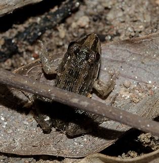Leptodactylus latrans - Butter Frog / Criolla Frog / Lesser Foam Frog / R&atilde;-Manteiga... (Steffen, 1815) Amphibia: Lissamphibia: Batrachia: Anura: Neobatrachia: Bufonoidea: Leptodactylidae: Leptodactylinae

Full post here: https://www.jungledragon.com/image/65568/leptodactylus_cf._latrans_-_butter_frog_criolla_frog_lesser_foam_frog_r-manteiga..._steffen_1815.html

Date: 2nd of June, 2018 at 02:25:04pm
Location: Brazil, Cear&aacute;, Fortaleza, Trilha do Parque do Coc&oacute; (Lat: -3.75, Long: -38.49) Amphibia,Animalia,Anura,Brazil,Bufonoidea,Fall,Forest,Geotagged,Leptodactylidae,Leptodactylinae,Leptodactylus latrans,Lissamphibia,Neobatrachia,Neotropical,animal,animals,batrachia,fauna,frog,frogs