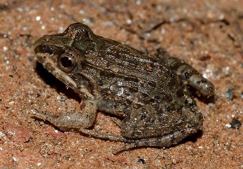 Leptodactylus latrans - Butter Frog / Criolla Frog / Lesser Foam Frog / Rã-Manteiga... (Steffen, 1815) Amphibia: Lissamphibia: Batrachia: Anura: Neobatrachia: Bufonoidea: Leptodactylidae: Leptodactylinae

Length: ~20mm
Date: 2nd of June, 2018 at 02:23:20pm
Location: Brazil, Ceará, Fortaleza, Trilha do Parque do Cocó (Lat: -3.75, Long: -38.49)

Other pictures:

1 -
https://www.jungledragon.com/image/65570/leptodactylus_cf._latrans_-_butter_frog_criolla_frog_lesser_foam_frog_r-manteiga..._steffen_1815.html
2 -

https://www.jungledragon.com/image/65567/leptodactylus_cf._latrans_-_butter_frog_criolla_frog_lesser_foam_frog_r-manteiga..._steffen_1815.html

3 -

https://www.jungledragon.com/image/65569/leptodactylus_cf._latrans_-_butter_frog_criolla_frog_lesser_foam_frog_r-manteiga..._steffen_1815.html

Leptodactylus latrans (synonyms: Leptodactylus ocellatus (Girard, 1853), see Lavilla et al. (2010), and Leptodactylus macrosternum (Miranda-Ribero, 1926)) is a frog in the class Amphibia, subclass Lissamphibia, infraclass Batrachia, order Anura, suborder Neobatrachia, superfamily Bufonoidea, family Leptodactylidae and subfamily Leptodactylinae. The subject portrayed is a very young specimen, as adults are much larger.
 
According to Borges-Martins et al. (2007), Leptodactylus latrans is the largest frog of Rio Grande do Sul. Adults have a length from 80 to 120mm (females with 80-110mm and males with 90-120mm) (Achaval & Olmos, 2003). However, immatures of Leptodactylus latrans, such as the subject portrayed, are very, very tiny with a length from snout to rear of around 20mm or less. The colors vary a lot from brown, to dark brown to greenish parts. Their body are covered in irregularly patterned oceli. Interorbital area possesses a large triangular dark patch. The popular name "butter frog" is due to the ease of letting them slip through your fingers. They are very widely distributed in South America and East of Andes (Frost, 2004). IUCN (further down) shouts for their distribution in Brazil (Ceará, Amazonas, Bahia, Rio de Janeiro, Espírito Santo, Minas Gerais, Paraíba, Rio Grande do Norte, Rio Grande do Sul, Santa Catarina and São Paulo), Argentina (Buenos Aires, Córdoba, Chaco, Corrientes, Entre Ríos, Formosa, La Pampa, Misiones, Neuquén, Río Negro, Santa Fé, San Juan and San Luis), Uruguay (whole), Trinidad and Tobago (Icacos Swamp), Orinoco basin of Colombia and Southern Venezuela, Guianas (only in the Savannah areas) South through the Amazon Basin in Brazil to Northern and Eastern Bolivia (Santa Cruz), and East Paraguay. Wikipedia cites the possibility of Peru and mentions Suriname. "The identity of specimens referred to this species in Venezuela remains unclear. It has been recorded from sea level to around 1,400m asl." - IUCN, further down. L. chaquensis are also reminiscent of L. latrans; this is, however, a L. latrans due to the distribution status and morphology.
 
Two short longitudinal "crests" can be seen on the laterals of the frog. I could note six longitudinal "crests" dorsally; the ones proximal to the laterals are longer while the medial ones are shorter, yet longer than those of the laterals. This means the frog had around 10 "crests" with a margin of error of 1 or 2 for less. I do not know if this number increases or decreases as they age; the individual portrayed is a very young specimen. Legs covered in oceli. Head with green parts when young; adults may have the green parts on the head and near or on the longitudinal "crests". A stripe can be seen going from the snout to the back of the eye and passing over the eardrums. Area beneath the eyes lighter. Anterior members are lighter in the offsprings (and possibly slightly lighter in adults). During reproductive season, which goes from September to March (or February) (Heyer et al., 1990), these members develop with spines on the thumbs to better grip females during sexual activities and the building of the foam mass for the eggs. Thumbs do not have dilations nor interdigital membranes. Males build a foam nest by beating glandular secretions of the females into a foamy mass while they are on the female's back, which will lay around 1.000 eggs (Achaval & Olmos, 2003). This mass protects the eggs, floats on the surface of the water and usually measures between 120 and 250mm in diameter with a central hole between 40 and 80mm in width. The foam is used to lower the risk of predation and to keep the eggs moist in tropical regions. Extended maternal care can be seen on this species; females are protective towards the tadpoles by attacking potential threats. The tadpoles are dark colored and swim in groups in still waters. When the breeding season starts the males will hide in aquatic vegetation to call for females in short, low-pitched monotonous notes. This happens more frequently before rain because the eggs are usually laid into seasonal ponds.
 
Cannibals, the Leptodactylus latrans will feed on the members of the same species as well as Amphibia in general, larvae and adults of Insecta and arthropods in general, annelids, myriapods and pulmonates (Achaval & Olmos, 2003). Tadpoles are omnivorous and will feed on microorganisms, periphyton or carrion. Other carnivorous tadpoles may feed on the tadpoles of Leptodactylus as well as water insects and snakes. Adults are predated by snakes, fish, birds and a few big arthropods.
 
Their habitats are many and include humid primary and secondary tropical forests, ponds, small lakes, flooded areas, Atlantic coast, elevated plains, savannahs, open dry areas, forest edges, along riverbanks, and pampas. "They are well adapted to habitat modification and disturbance" (IUCN, further down), which is further confirmed through this spotting located in a secondary, somewhat degraded humid tropical forest in Brazil, Ceará, Fortaleza. "They can also be found in rural gardens, secondary habitats and urban areas." (IUCN, further down)
 
They are both diurnal and nocturnal in activity and are found near ponds. This is probably a defensive mechanism against predation; if a threat nears, they can jump into the water and are good swimmers, even if also terrestrial. Metamorphosis usually begins early, giving them an evolutionary advantage over other opposing tadpoles. As they eggs are usually laid in seasonal ponds, the early metamorphosis favours them before the pond dries. The predation risk is also diminished as there are no fish in seasonal ponds and water insects and carnivorous opponent tadpoles develop later after the filling of the pond.
 
The tadpoles are aggressive towards threat and will usually try to bite to protect themselves. They will follow their mother in groups once they hatch; the mother will protect them during the day and night. The mother beats the water surface to warn the tadpoles of the nearing of potential predators so they can hide beneath her.
 
During hot seasons with intensive need of feeding, the stomach of females and males increase size. The intestine in males is longer during the hot seasons with intensive need of feeding while the females' intestines are longer during the colder seasons due to high estrogen levels occurring before spawning. This means that the length of the intestine of females is related to the production of yolk.

Although they are of least concern and there is no current significant threat to them in the IUCN v3.1 report (http://www.iucnredlist.org/details/57151/0) due to their "...wide distribution, tolerance of a broad range of habitats, presumed large population, and because it is unlikely to be declining to qualify for listing in a more threatened category.", they can eventually be put into a more threatened level due to the hunting for food and "extreme habitat degradation and fire." Furthermore, according to this same source which can be confirmed through this spotting's location, they occur in many protected areas under their distribution range. Drainage of water sources, pesticides, fertilizers, pollutants and the introduction of exotic species might also threaten them.

Sources:

http://research.amnh.org/vz/herpetology/amphibia/index.php

https://pt.wikipedia.org/wiki/Leptodactylus_latrans#cite_note-IUCN-1

https://amphibiaweb.org/species/7436

http://www.ra-bugio.org.br/ver_especie.php?id=188

https://www.lafuc.com/leptodactylus-latrans-

http://eol.org/pages/332924/overview Amphibia,Animalia,Anura,Brazil,Bufonoidea,Fall,Forest,Geotagged,Leptodactylidae,Leptodactylinae,Leptodactylus latrans,Lissamphibia,Neobatrachia,Neotropical,animal,animals,batrachia,fauna,frog,frogs