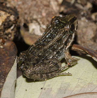 Leptodactylus latrans - Butter Frog / Criolla Frog / Lesser Foam Frog / R&atilde;-Manteiga... (Steffen, 1815) Amphibia: Lissamphibia: Batrachia: Anura: Neobatrachia: Bufonoidea: Leptodactylidae: Leptodactylinae

Full post here: https://www.jungledragon.com/image/65568/leptodactylus_cf._latrans_-_butter_frog_criolla_frog_lesser_foam_frog_r-manteiga..._steffen_1815.html

Date: 2nd of June, 2018 at 02:25:11pm
Location: Brazil, Cear&aacute;, Fortaleza, Trilha do Parque do Coc&oacute; (Lat: -3.75, Long: -38.49) Amphibia,Animalia,Anura,Brazil,Bufonoidea,Fall,Forest,Geotagged,Leptodactylidae,Leptodactylinae,Leptodactylus latrans,Lissamphibia,Neobatrachia,Neotropical,animal,animals,batrachia,fauna,frog,frogs