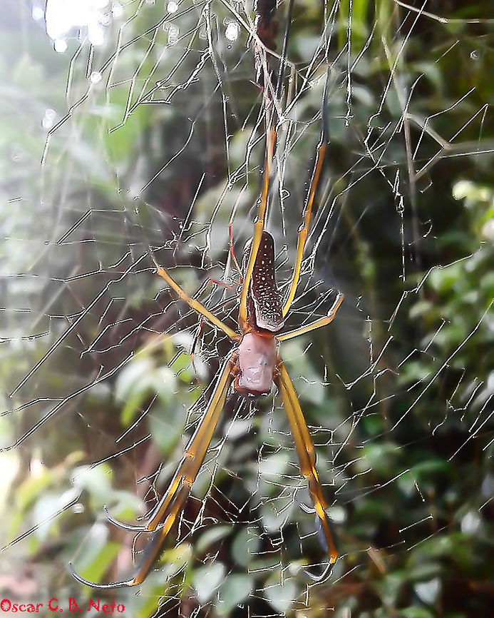 Trichonephila clavipes - Golden Silk Orbweaver / Banana Spider / Aranha-de-Teia-Amarela (Linnaeus, 1767) Old cellphone picture, might contain graphical errors.<br />
<br />
PS: THE SCIENTIFIC NAME HAS CHANGED! IT IS NOW A TRICHONEPHILA CLAVIPES: <a href="https://drive.google.com/open?id=1T5IrFUam1zDdmJqHAOfq9-gQ4I8xZVke" rel="nofollow">https://drive.google.com/open?id=1T5IrFUam1zDdmJqHAOfq9-gQ4I8xZVke</a> (Ask for permission to access my Drive)<br />
<br />
Second picture, also original from cellphone and might contain graphical errors:<br />
<figure class="photo"><a href="https://www.jungledragon.com/image/65757/trichonephila_clavipes_-_golden_silk_orbweaver_banana_spider_aranha-de-teia-amarela_linnaeus_1767.html" title="Trichonephila clavipes - Golden Silk Orbweaver / Banana Spider / Aranha-de-Teia-Amarela (Linnaeus, 1767)"><img src="https://s3.amazonaws.com/media.jungledragon.com/images/3305/65757_thumb.jpg?AWSAccessKeyId=05GMT0V3GWVNE7GGM1R2&Expires=1759968010&Signature=EGm%2FocwAieV0HNF9tJAvvgGqDzQ%3D" width="90" height="152" alt="Trichonephila clavipes - Golden Silk Orbweaver / Banana Spider / Aranha-de-Teia-Amarela (Linnaeus, 1767) Arachnida: Araneae: Opisthothelae: Araneomorphae: Araneoidea: Nephilidae<br />
<br />
Full post here:<br />
https://www.jungledragon.com/image/65756/nephila_clavipes_-_golden_silk_orbweaver_banana_spider_aranha-de-teia-amarela_linnaeus_1767.html<br />
<br />
Data: 4 de Mar&ccedil;o, 2017 &agrave;s 18:11:02<br />
Location: Brazil, Santa Catarina, Benedito Novo (Lat: -26.77, Long: -49.36) Animalia,Arachnida,Araneae,Arthropoda,Arthropods,Brazil,Geotagged,Nephila,Nephila clavipes,Nephilidae,Opisthothelae,Spider,Spiders,Summer,Trichonephila,Trichonephila clavipes,animal,animals,araneoidea,araneomorphae" /></a></figure><br />
<br />
Arachnida: Araneae: Opisthothelae: Araneomorphae: Araneoidea: Nephilidae<br />
<br />
Length: ♀ 24-76mm (?) / ♂ 8-25mm (?)<br />
Sex: ♀ &amp; ♂<br />
Date: 4th of March, 2017 at 06:13:15pm<br />
Location: Brazil, Santa Catarina, Benedito Novo (Lat: -26.77, Long: -49.36)<br />
<br />
Nephila clavipe&#039;s abdomen is dark with many irregularly-patterned white punctuations giving it a clear look. Females may have from 24 to 76mm (requires confirmation) in length, while males measure around 8mm, less than, or less commonly, 25mm (requires confirmation). Body larger than width with a legspan of around 152mm. Eye disposition at 4 to 4. Median posterior eyes possess a tapetum. Body is cylindrical.<br />
<br />
The legs are banded and alternating between darker parts and orangeish-red, with tufts of hair (gaiters) on the tibial segments 1, 2 and 4, and curving down at the tip. Males are typically dark brown, slender spiders. Females make at least two large eggsacs with 25 to 30mm in diameter consisting of several hundred eggs. The eggsacs are surrounded by curly yellow silk. During their reproductive season, males will search for females and get on their web. Males challenge each other for the position closest to the female, the largest becoming her mate. Smaller males go to the edges of the web. Mates gain the almost exclusive advantage in mating as well as feeding on prey caught by the female&#039;s web. The males around the edges may try to mate with the female but rarely accomplish this. Occasionally, the female will feed on the males.<br />
<br />
They are aerial orb-weavers which web displays a yellow / golden coloring which gives them their vernacular name. Webs can reach over 900mm in diameter (or length?) at eye vision level or above forests and mangroves. Webs have been seen measuring 4 meters in diameter (or length?). The orbicular web woven between branches of trees is carefully sculpted in strong strings of golden silk which are intertwined and reinforced at the center in a zigzag shape (stabilimenta), in a height where insects generally fall prey. The webs are also symmetric with an asymmetrical orb near the top where the the spider dwells. The orbicular web is so strongly woven that even small birds may fall prey, which is not uncommon to happen. In fact, the silk is so sticky that they are known for their incredible resistence, being compared to steel cables in a proportional sense. Prey includes Diptera, Hymenoptera, Lepidoptera, Coleoptera, Odonata and, as previously mentioned, occasionally small birds. The web is a semipermanent structure, which means they are not destroyed and created periodically like other members of Araneae. They usually repair damaged web structures.<br />
<br />
Like most spiders, they are venomous but their venom is weak and is not a threat to humans, unless they are allergic to the venom. Otherwise, they are harmless and will only bite if held or pinched. The bite leaves simple swelling, redness and localized pain. The bite is, theoretically, less dangerous than a bee sting.<br />
<br />
overheating. Such structures include the silvery carapace that reflects sunlight, while the long and cylindrical body reduces the area of the exposed body by being pointed directly at the Sun. They can also force evaporative cooling by dropping a fluid with the chelicerae; this is generally done when temperatures are higher than 35&deg;C (Krakauer, 1972). Webs are woven regardless of Sun position, with the aim of capturing as much prey as possible. Their orientation movements can be complex (Robinson and Robinson, 1974). They are not aggressive and will rarely leave their webs. They will change colors as they mature. In the picture we can see an adult female and an adult male behind.<br />
<br />
The silk in the center of the web possess oily drops which contain vesicles that trap proteic and peptidic solutions inside, as well as many composts of low molecular mass. The drops contain toxins, saturated fatty acids and even alkaloids. It is speculated that these saturated fatty acids help to destabilize the cuticles of the insect and allow the diffusion of the toxins to the interior of the body. This study proves that their webs are not purely for mechanically ensnaring prey, but a very complex structure with an active role on the capture of prey. Seemingly, repellent alkaloids to some predators are seen in a few webs, as well as insect toxins in others. The silk glands, especially the aggregated gland, can synthesize and deposit over the silk important toxins which are common to a few animal toxins, putting them on a higher step in the food chain compared to some spiders.<br />
<br />
<a href="https://repositorio.unesp.br/bitstream/handle/11449/150381/esteves_fg_me_rcla.pdf?sequence=7&amp;isAllowed=y" rel="nofollow">https://repositorio.unesp.br/bitstream/handle/11449/150381/esteves_fg_me_rcla.pdf?sequence=7&amp;isAllowed=y</a><br />
<br />
According to the following study, they can adapt well to abandoned webs that belong to other spiders:<br />
<br />
&quot;The experiments showed that both resident spiders and introduced spiders remained in the webs in which they were placed. Resident females demonstrated that, when they were bigger, they showed an advantage in the dispute against the invasive (introduced) species, though it was not noticed any significant advantage when the invasive (introduced) individuals had the same size or were bigger. The resident invested more in the maintenance of the web than the invasive (introduced), performing more agonistic behaviors and returning more times to the web after combats. It did not occur intolerance among individuals on the support wires, thus indicating that the formation of aggregations might be related to the tolerance of individuals to accept the presence of conspecifics from nearby areas.&quot; - <a href="https://repositorio.ufjf.br/jspui/bitstream/ufjf/5567/1/biancapochmannzambonato.pdf" rel="nofollow">https://repositorio.ufjf.br/jspui/bitstream/ufjf/5567/1/biancapochmannzambonato.pdf</a><br />
<br />
Other sources:<br />
<br />
<a href="http://www.ninha.bio.br/biologia/nephila.html" rel="nofollow">http://www.ninha.bio.br/biologia/nephila.html</a><br />
<br />
<a href="http://faunaefloradorn.blogspot.com/2010/07/aranha-de-teianephila-clavipes.html" rel="nofollow">http://faunaefloradorn.blogspot.com/2010/07/aranha-de-teianephila-clavipes.html</a><br />
<br />
<a href="https://www.achetudoeregiao.com.br/animais/nephila_clavipes.htm" rel="nofollow">https://www.achetudoeregiao.com.br/animais/nephila_clavipes.htm</a><br />
<br />
<a href="http://professora-mel.blogspot.com/2013/01/foto-da-aranha-que-esta-em-uma-teia-uma.html" rel="nofollow">http://professora-mel.blogspot.com/2013/01/foto-da-aranha-que-esta-em-uma-teia-uma.html</a><br />
<br />
<a href="http://entnemdept.ufl.edu/creatures/misc/golden_silk_spider.htm" rel="nofollow">http://entnemdept.ufl.edu/creatures/misc/golden_silk_spider.htm</a><br />
<br />
<a href="https://bugguide.net/node/view/2023" rel="nofollow">https://bugguide.net/node/view/2023</a><br />
<br />
<a href="https://pt.wikipedia.org/wiki/Nephila_clavipes" rel="nofollow">https://pt.wikipedia.org/wiki/Nephila_clavipes</a><br />
<br />
<a href="https://en.wikipedia.org/wiki/Nephila_clavipes" rel="nofollow">https://en.wikipedia.org/wiki/Nephila_clavipes</a><br />
<br />
<a href="http://eol.org/pages/1193392/overview" rel="nofollow">http://eol.org/pages/1193392/overview</a> Animalia,Arachnida,Araneae,Arthropoda,Arthropods,Brazil,Geotagged,Nephila,Nephila clavipes,Nephilidae,Opisthothelae,Spider,Spiders,Trichonephila,Trichonephila clavipes,animal,animals,araneoidea,araneomorphae,arthropod