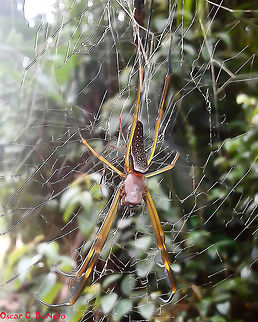 Trichonephila clavipes - Golden Silk Orbweaver / Banana Spider / Aranha-de-Teia-Amarela (Linnaeus, 1767) Old cellphone picture, might contain graphical errors.

PS: THE SCIENTIFIC NAME HAS CHANGED! IT IS NOW A TRICHONEPHILA CLAVIPES: https://drive.google.com/open?id=1T5IrFUam1zDdmJqHAOfq9-gQ4I8xZVke (Ask for permission to access my Drive)

Second picture, also original from cellphone and might contain graphical errors:
https://www.jungledragon.com/image/65757/nephila_clavipes_-_golden_silk_orbweaver_banana_spider_aranha-de-teia-amarela_linnaeus_1767.html

Arachnida: Araneae: Opisthothelae: Araneomorphae: Araneoidea: Nephilidae

Length: ♀ 24-76mm (?) / ♂ 8-25mm (?)
Sex: ♀ & ♂
Date: 4th of March, 2017 at 06:13:15pm
Location: Brazil, Santa Catarina, Benedito Novo (Lat: -26.77, Long: -49.36)

Nephila clavipe's abdomen is dark with many irregularly-patterned white punctuations giving it a clear look. Females may have from 24 to 76mm (requires confirmation) in length, while males measure around 8mm, less than, or less commonly, 25mm (requires confirmation). Body larger than width with a legspan of around 152mm. Eye disposition at 4 to 4. Median posterior eyes possess a tapetum. Body is cylindrical.

The legs are banded and alternating between darker parts and orangeish-red, with tufts of hair (gaiters) on the tibial segments 1, 2 and 4, and curving down at the tip. Males are typically dark brown, slender spiders. Females make at least two large eggsacs with 25 to 30mm in diameter consisting of several hundred eggs. The eggsacs are surrounded by curly yellow silk. During their reproductive season, males will search for females and get on their web. Males challenge each other for the position closest to the female, the largest becoming her mate. Smaller males go to the edges of the web. Mates gain the almost exclusive advantage in mating as well as feeding on prey caught by the female's web. The males around the edges may try to mate with the female but rarely accomplish this. Occasionally, the female will feed on the males.

They are aerial orb-weavers which web displays a yellow / golden coloring which gives them their vernacular name. Webs can reach over 900mm in diameter (or length?) at eye vision level or above forests and mangroves. Webs have been seen measuring 4 meters in diameter (or length?). The orbicular web woven between branches of trees is carefully sculpted in strong strings of golden silk which are intertwined and reinforced at the center in a zigzag shape (stabilimenta), in a height where insects generally fall prey. The webs are also symmetric with an asymmetrical orb near the top where the the spider dwells. The orbicular web is so strongly woven that even small birds may fall prey, which is not uncommon to happen. In fact, the silk is so sticky that they are known for their incredible resistence, being compared to steel cables in a proportional sense. Prey includes Diptera, Hymenoptera, Lepidoptera, Coleoptera, Odonata and, as previously mentioned, occasionally small birds. The web is a semipermanent structure, which means they are not destroyed and created periodically like other members of Araneae. They usually repair damaged web structures.

Like most spiders, they are venomous but their venom is weak and is not a threat to humans, unless they are allergic to the venom. Otherwise, they are harmless and will only bite if held or pinched. The bite leaves simple swelling, redness and localized pain. The bite is, theoretically, less dangerous than a bee sting.

overheating. Such structures include the silvery carapace that reflects sunlight, while the long and cylindrical body reduces the area of the exposed body by being pointed directly at the Sun. They can also force evaporative cooling by dropping a fluid with the chelicerae; this is generally done when temperatures are higher than 35°C (Krakauer, 1972). Webs are woven regardless of Sun position, with the aim of capturing as much prey as possible. Their orientation movements can be complex (Robinson and Robinson, 1974). They are not aggressive and will rarely leave their webs. They will change colors as they mature. In the picture we can see an adult female and an adult male behind.

The silk in the center of the web possess oily drops which contain vesicles that trap proteic and peptidic solutions inside, as well as many composts of low molecular mass. The drops contain toxins, saturated fatty acids and even alkaloids. It is speculated that these saturated fatty acids help to destabilize the cuticles of the insect and allow the diffusion of the toxins to the interior of the body. This study proves that their webs are not purely for mechanically ensnaring prey, but a very complex structure with an active role on the capture of prey. Seemingly, repellent alkaloids to some predators are seen in a few webs, as well as insect toxins in others. The silk glands, especially the aggregated gland, can synthesize and deposit over the silk important toxins which are common to a few animal toxins, putting them on a higher step in the food chain compared to some spiders.

https://repositorio.unesp.br/bitstream/handle/11449/150381/esteves_fg_me_rcla.pdf?sequence=7&isAllowed=y

According to the following study, they can adapt well to abandoned webs that belong to other spiders:

"The experiments showed that both resident spiders and introduced spiders remained in the webs in which they were placed. Resident females demonstrated that, when they were bigger, they showed an advantage in the dispute against the invasive (introduced) species, though it was not noticed any significant advantage when the invasive (introduced) individuals had the same size or were bigger. The resident invested more in the maintenance of the web than the invasive (introduced), performing more agonistic behaviors and returning more times to the web after combats. It did not occur intolerance among individuals on the support wires, thus indicating that the formation of aggregations might be related to the tolerance of individuals to accept the presence of conspecifics from nearby areas." - https://repositorio.ufjf.br/jspui/bitstream/ufjf/5567/1/biancapochmannzambonato.pdf

Other sources:

http://www.ninha.bio.br/biologia/nephila.html

http://faunaefloradorn.blogspot.com/2010/07/aranha-de-teianephila-clavipes.html

https://www.achetudoeregiao.com.br/animais/nephila_clavipes.htm

http://professora-mel.blogspot.com/2013/01/foto-da-aranha-que-esta-em-uma-teia-uma.html

http://entnemdept.ufl.edu/creatures/misc/golden_silk_spider.htm

https://bugguide.net/node/view/2023

https://pt.wikipedia.org/wiki/Nephila_clavipes

https://en.wikipedia.org/wiki/Nephila_clavipes

http://eol.org/pages/1193392/overview Animalia,Arachnida,Araneae,Arthropoda,Arthropods,Brazil,Geotagged,Nephila,Nephila clavipes,Nephilidae,Opisthothelae,Spider,Spiders,Trichonephila,Trichonephila clavipes,animal,animals,araneoidea,araneomorphae,arthropod