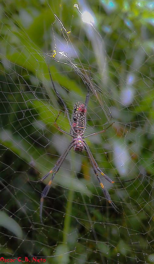 Trichonephila clavipes - Golden Silk Orbweaver / Banana Spider / Aranha-de-Teia-Amarela (Linnaeus, 1767) Arachnida: Araneae: Opisthothelae: Araneomorphae: Araneoidea: Nephilidae<br />
<br />
Full post here:<br />
<figure class="photo"><a href="https://www.jungledragon.com/image/65756/trichonephila_clavipes_-_golden_silk_orbweaver_banana_spider_aranha-de-teia-amarela_linnaeus_1767.html" title="Trichonephila clavipes - Golden Silk Orbweaver / Banana Spider / Aranha-de-Teia-Amarela (Linnaeus, 1767)"><img src="https://s3.amazonaws.com/media.jungledragon.com/images/3305/65756_thumb.jpg?AWSAccessKeyId=05GMT0V3GWVNE7GGM1R2&Expires=1769040010&Signature=qFZd9Jl1tcx31C4wUjVewH60KBU%3D" width="122" height="152" alt="Trichonephila clavipes - Golden Silk Orbweaver / Banana Spider / Aranha-de-Teia-Amarela (Linnaeus, 1767) Old cellphone picture, might contain graphical errors.<br />
<br />
PS: THE SCIENTIFIC NAME HAS CHANGED! IT IS NOW A TRICHONEPHILA CLAVIPES: https://drive.google.com/open?id=1T5IrFUam1zDdmJqHAOfq9-gQ4I8xZVke (Ask for permission to access my Drive)<br />
<br />
Second picture, also original from cellphone and might contain graphical errors:<br />
https://www.jungledragon.com/image/65757/nephila_clavipes_-_golden_silk_orbweaver_banana_spider_aranha-de-teia-amarela_linnaeus_1767.html<br />
<br />
Arachnida: Araneae: Opisthothelae: Araneomorphae: Araneoidea: Nephilidae<br />
<br />
Length: ♀ 24-76mm (?) / ♂ 8-25mm (?)<br />
Sex: ♀ &amp; ♂<br />
Date: 4th of March, 2017 at 06:13:15pm<br />
Location: Brazil, Santa Catarina, Benedito Novo (Lat: -26.77, Long: -49.36)<br />
<br />
Nephila clavipe's abdomen is dark with many irregularly-patterned white punctuations giving it a clear look. Females may have from 24 to 76mm (requires confirmation) in length, while males measure around 8mm, less than, or less commonly, 25mm (requires confirmation). Body larger than width with a legspan of around 152mm. Eye disposition at 4 to 4. Median posterior eyes possess a tapetum. Body is cylindrical.<br />
<br />
The legs are banded and alternating between darker parts and orangeish-red, with tufts of hair (gaiters) on the tibial segments 1, 2 and 4, and curving down at the tip. Males are typically dark brown, slender spiders. Females make at least two large eggsacs with 25 to 30mm in diameter consisting of several hundred eggs. The eggsacs are surrounded by curly yellow silk. During their reproductive season, males will search for females and get on their web. Males challenge each other for the position closest to the female, the largest becoming her mate. Smaller males go to the edges of the web. Mates gain the almost exclusive advantage in mating as well as feeding on prey caught by the female's web. The males around the edges may try to mate with the female but rarely accomplish this. Occasionally, the female will feed on the males.<br />
<br />
They are aerial orb-weavers which web displays a yellow / golden coloring which gives them their vernacular name. Webs can reach over 900mm in diameter (or length?) at eye vision level or above forests and mangroves. Webs have been seen measuring 4 meters in diameter (or length?). The orbicular web woven between branches of trees is carefully sculpted in strong strings of golden silk which are intertwined and reinforced at the center in a zigzag shape (stabilimenta), in a height where insects generally fall prey. The webs are also symmetric with an asymmetrical orb near the top where the the spider dwells. The orbicular web is so strongly woven that even small birds may fall prey, which is not uncommon to happen. In fact, the silk is so sticky that they are known for their incredible resistence, being compared to steel cables in a proportional sense. Prey includes Diptera, Hymenoptera, Lepidoptera, Coleoptera, Odonata and, as previously mentioned, occasionally small birds. The web is a semipermanent structure, which means they are not destroyed and created periodically like other members of Araneae. They usually repair damaged web structures.<br />
<br />
Like most spiders, they are venomous but their venom is weak and is not a threat to humans, unless they are allergic to the venom. Otherwise, they are harmless and will only bite if held or pinched. The bite leaves simple swelling, redness and localized pain. The bite is, theoretically, less dangerous than a bee sting.<br />
<br />
overheating. Such structures include the silvery carapace that reflects sunlight, while the long and cylindrical body reduces the area of the exposed body by being pointed directly at the Sun. They can also force evaporative cooling by dropping a fluid with the chelicerae; this is generally done when temperatures are higher than 35&deg;C (Krakauer, 1972). Webs are woven regardless of Sun position, with the aim of capturing as much prey as possible. Their orientation movements can be complex (Robinson and Robinson, 1974). They are not aggressive and will rarely leave their webs. They will change colors as they mature. In the picture we can see an adult female and an adult male behind.<br />
<br />
The silk in the center of the web possess oily drops which contain vesicles that trap proteic and peptidic solutions inside, as well as many composts of low molecular mass. The drops contain toxins, saturated fatty acids and even alkaloids. It is speculated that these saturated fatty acids help to destabilize the cuticles of the insect and allow the diffusion of the toxins to the interior of the body. This study proves that their webs are not purely for mechanically ensnaring prey, but a very complex structure with an active role on the capture of prey. Seemingly, repellent alkaloids to some predators are seen in a few webs, as well as insect toxins in others. The silk glands, especially the aggregated gland, can synthesize and deposit over the silk important toxins which are common to a few animal toxins, putting them on a higher step in the food chain compared to some spiders.<br />
<br />
https://repositorio.unesp.br/bitstream/handle/11449/150381/esteves_fg_me_rcla.pdf?sequence=7&amp;isAllowed=y<br />
<br />
According to the following study, they can adapt well to abandoned webs that belong to other spiders:<br />
<br />
"The experiments showed that both resident spiders and introduced spiders remained in the webs in which they were placed. Resident females demonstrated that, when they were bigger, they showed an advantage in the dispute against the invasive (introduced) species, though it was not noticed any significant advantage when the invasive (introduced) individuals had the same size or were bigger. The resident invested more in the maintenance of the web than the invasive (introduced), performing more agonistic behaviors and returning more times to the web after combats. It did not occur intolerance among individuals on the support wires, thus indicating that the formation of aggregations might be related to the tolerance of individuals to accept the presence of conspecifics from nearby areas." - https://repositorio.ufjf.br/jspui/bitstream/ufjf/5567/1/biancapochmannzambonato.pdf<br />
<br />
Other sources:<br />
<br />
http://www.ninha.bio.br/biologia/nephila.html<br />
<br />
http://faunaefloradorn.blogspot.com/2010/07/aranha-de-teianephila-clavipes.html<br />
<br />
https://www.achetudoeregiao.com.br/animais/nephila_clavipes.htm<br />
<br />
http://professora-mel.blogspot.com/2013/01/foto-da-aranha-que-esta-em-uma-teia-uma.html<br />
<br />
http://entnemdept.ufl.edu/creatures/misc/golden_silk_spider.htm<br />
<br />
https://bugguide.net/node/view/2023<br />
<br />
https://pt.wikipedia.org/wiki/Nephila_clavipes<br />
<br />
https://en.wikipedia.org/wiki/Nephila_clavipes<br />
<br />
http://eol.org/pages/1193392/overview Animalia,Arachnida,Araneae,Arthropoda,Arthropods,Brazil,Geotagged,Nephila,Nephila clavipes,Nephilidae,Opisthothelae,Spider,Spiders,Trichonephila,Trichonephila clavipes,animal,animals,araneoidea,araneomorphae,arthropod" /></a></figure><br />
<br />
Data: 4 de Mar&ccedil;o, 2017 &agrave;s 18:11:02<br />
Location: Brazil, Santa Catarina, Benedito Novo (Lat: -26.77, Long: -49.36) Animalia,Arachnida,Araneae,Arthropoda,Arthropods,Brazil,Geotagged,Nephila,Nephila clavipes,Nephilidae,Opisthothelae,Spider,Spiders,Summer,Trichonephila,Trichonephila clavipes,animal,animals,araneoidea,araneomorphae