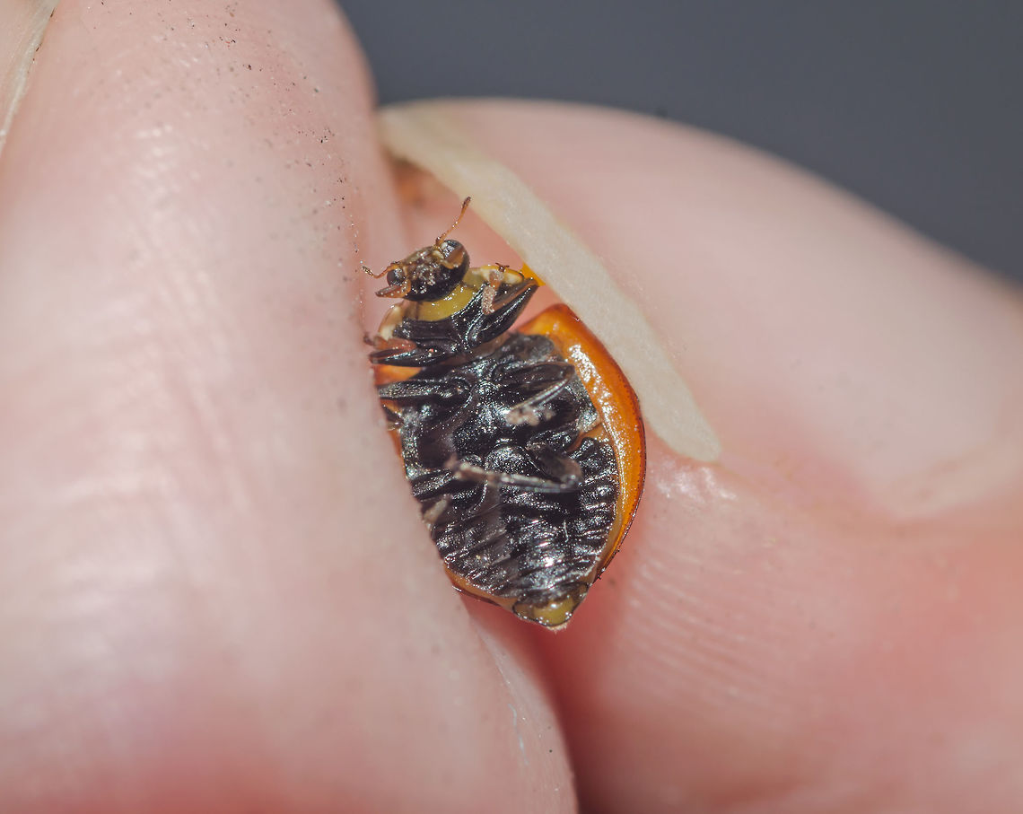 Cycloneda sanguinea ♀ - Unspotted Ladybird Beetle (Linnaeus, 1763) Coleoptera: Polyphaga: Cucujiformia: Cucujoidea: Coccinellidae: Coccinellinae: Coccinellini<br />
<br />
Date: 20th of April, 2018 at 08:28:28pm.<br />
Location: Brazil, Cear&aacute;, Fortaleza (16th floor of a flat)<br />
<br />
Full post here: <figure class="photo"><a href="https://www.jungledragon.com/image/65866/cycloneda_sanguinea_-_unspotted_ladybird_beetle_linnaeus_1763.html" title="Cycloneda sanguinea ♀ - Unspotted Ladybird Beetle (Linnaeus, 1763)"><img src="https://s3.amazonaws.com/media.jungledragon.com/images/3305/65866_thumb.jpg?AWSAccessKeyId=05GMT0V3GWVNE7GGM1R2&Expires=1767225610&Signature=BFAHhTUcdZi2O%2Bd1BymB3fHm6AM%3D" width="200" height="198" alt="Cycloneda sanguinea ♀ - Unspotted Ladybird Beetle (Linnaeus, 1763) Coleoptera: Polyphaga: Cucujiformia: Cucujoidea: Coccinellidae: Coccinellinae: Coccinellini<br />
<br />
Sex: ♀<br />
Length: ~7mm<br />
Location: Brazil, Cear&aacute;, Fortaleza (16th floor of a flat)<br />
Date: 20th of April, 2018 at 08:29:00pm<br />
<br />
Other pictures:<br />
<br />
1 - Underside:<br />
https://www.jungledragon.com/image/65865/cycloneda_sanguinea_-_unspotted_ladybird_beetle_linnaeus_1763.html<br />
<br />
2 - <br />
<br />
https://www.jungledragon.com/image/65867/cycloneda_sanguinea_-_unspotted_ladybird_beetle_linnaeus_1763.html<br />
<br />
Cycloneda sanguinea is a beetle in the order Coleoptera, suborder Polyphaga, infraorder Cucujiformia, superfamily Cucujoidea, family Coccinellidae, subfamily Coccinellinae and tribe Coccinellini. Its synonym binominal nomenclature is Coccinella sanguinea (Linnaeus, 1763).<br />
 <br />
The dorso is convex and the elytra measure around 5mm according to Gravena (1983) e Gallo et al. (1988), and are orangeish-red with many punctuations mostly focused near the elytral suture. They are remarkable in that they are unspotted; a different characteristic from most Coccinellids. The pronotum has two white patches, one on each side that goes from the beggining of its posterior area going all the way towards the posterolateral angle, to the anterolateral angles to the anterior area. Close to these white patches, between them and the median area of the pronotum there is a pear-like shaped, small white patch. The pronotum is black, contrasting with the white patches. The head is black and small with two large compound eyes; next to the eyes there are two white markings and a white line above the maxillary palpi. The scutellum is small, black and triangular. Sexual dimorphism is present and evident: Males possess a white patch going from the medial area of the anterior part of the pronotum upwards but ending shortly. In simpler terms, they have a white line just behind the head going up and ending shortly. Females (which is the case of the subject portrayed) has no such characteristic, the anteromedial area of the pronotum lacking the white patch and being entirely black.<br />
 <br />
Legs made of a coxa, femur, tibia, tibial spur, tarsus and tarsal claw. On the underside, as evidently seen in another picture I took, we can see a postcoxal line just posterior to the coxa. 6 abdominal segments are evident; the first forms an upside-down &quot;U&quot;, the second is the longest and the subsequent segments proceed to shorten in length. Underside is also made of an epimeron, elytral epipleuron, metasternum, mesosternum, prosternal carina and prosternum. It is evident in the lower view of the head the presence of maxillary palpi. I should not give an analysis on the antennae as I don&#039;t know their morphological characteristics; the number of segments might fail me, but I believe around 11 segments are present. Wings are located under the elytra and are membranous, veiny and transparent.<br />
 <br />
The larvae are slender with 11 segments, which might vary between growth instars. The first and second segments display a large, yellowish-orange patch with black markings on the laterals as well as yellowish-orange patches. Third segment made of a yellowish-orange patch on each lateral and a tiny patch dorsally. Fourth and seventh segments with a small yellowish-orange patch dorsally and 6th segment with a longer, yet still small dorsal yellowish-orange patch. 8th segment with a tiny yellowish-orange patch dorsally. 9th, 10th and 11th segments are black. 5th segment almost entirely yellowish-orange. The pronotum is yellowish-orange with two, large black patches near the posterior part. The head is black. Legs are black with a coxa, femur, tibia and, seemingly, tarsus, but my knowledge on their legs end here.<br />
 <br />
Pupae are rounded/curved and overall orange with black dorsal, lateral and ventral parts. Appendages are free and evident, with no movement and fixed on the substrate. However, they can curve their body if threatened.<br />
 <br />
The larvae and the adults are predators, feeding on the liquid of their prey and leaving only the exuvia as residual mass when larvae, and eating the prey completely when adults. They are insectivorous and will mostly feed on members of Aphididae (such as Dactynotus sp.) and Coccoidea. The pupae of Cycloneda sanguinea possess the remarkable characteristic of being able to &quot;bite&quot; potentially threatening individuals. The incubation of the eggs takes around 3-5 days and the larval stage takes around 9 days, with an average of each instar being around 2,43, 1,57, 1,86 and 3,57 days, respectively for the first, second, third and fourth instars. The pre-pupa and pupa stages last 0,86 to 4,14 days, respectively. Larvae generally feed on an average of 14-17 prey per day and around 137-320 (depending on the temperature; higher temperatures mean less consumption, while colder temperatures mean more consumption) prey during the whole larval period, with an elevating consumption between each instar. The larvae can depend on cannibalism if needed. Recently emerged adults present light-yellow elytra. Sometimes, the pre-pupa stage is skipped, with the mature larva directly turning into the pupa. Adults can live around 50 days and eat around 20 prey a day.<br />
 <br />
They occur in many countries of Latin America, North America and Europe, with a wide distribution range.<br />
<br />
Habitats include weedy areas with plenty of plants that draw in Aphididae and Coccoidea. This includes many habitats within their area of distribution. Found on the 16th floor of a flat in an urban habitat.<br />
<br />
Sources:<br />
<br />
https://www.revistas.ufg.br/pat/article/view/2915/2962<br />
<br />
https://en.wikipedia.org/wiki/Cycloneda_sanguinea<br />
<br />
http://eol.org/pages/1173313/names<br />
<br />
http://www.scielo.br/scielo.php?script=sci_arttext&amp;pid=S0101-81752006000200031<br />
<br />
...And myself. Animalia,Arthropoda,Arthropods,Brazil,Coccinellidae,Coccinellinae,Coccinellini,Coleoptera,Cucujiformia,Cucujoidea,Cycloneda sanguinea,Geotagged,Insecta,Insects,Polyphaga,Spotless Ladybird Beetle,animal,animals,arthropod,insect" /></a></figure> Animalia,Arthropoda,Arthropods,Brazil,Coccinellidae,Coccinellinae,Coccinellini,Coleoptera,Cucujiformia,Cucujoidea,Cycloneda sanguinea,Geotagged,Insecta,Insects,Polyphaga,Spotless Ladybird Beetle,animal,animals,arthropod,insect