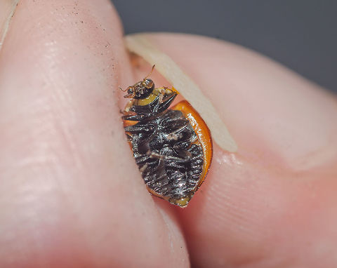 Cycloneda sanguinea ♀ - Unspotted Ladybird Beetle (Linnaeus, 1763) Coleoptera: Polyphaga: Cucujiformia: Cucujoidea: Coccinellidae: Coccinellinae: Coccinellini

Date: 20th of April, 2018 at 08:28:28pm.
Location: Brazil, Ceará, Fortaleza (16th floor of a flat)

Full post here: https://www.jungledragon.com/image/65866/cycloneda_sanguinea_-_unspotted_ladybird_beetle_linnaeus_1763.html Animalia,Arthropoda,Arthropods,Brazil,Coccinellidae,Coccinellinae,Coccinellini,Coleoptera,Cucujiformia,Cucujoidea,Cycloneda sanguinea,Geotagged,Insecta,Insects,Polyphaga,Spotless Ladybird Beetle,animal,animals,arthropod,insect