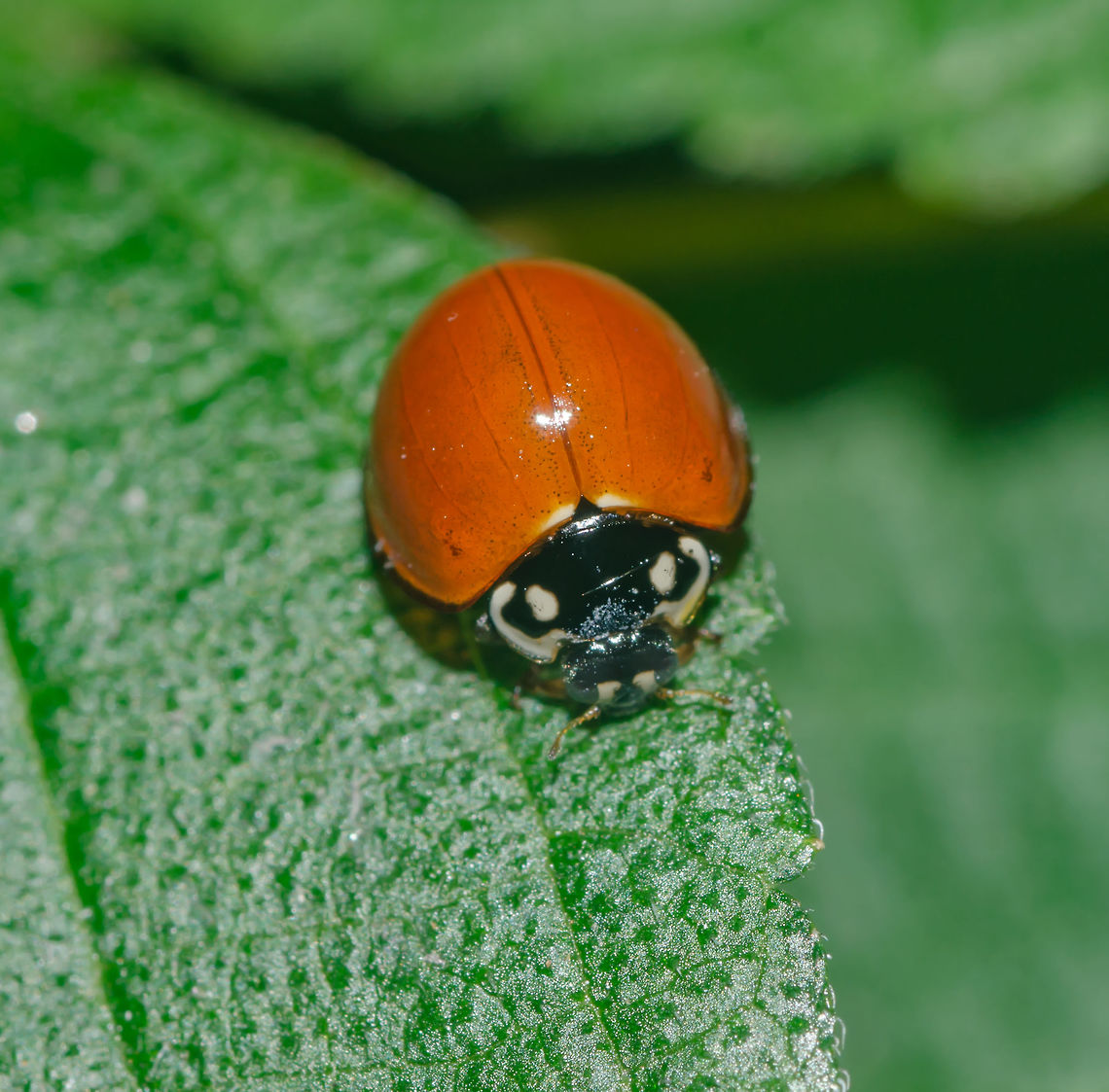 Cycloneda sanguinea ♀ - Unspotted Ladybird Beetle (Linnaeus, 1763) Coleoptera: Polyphaga: Cucujiformia: Cucujoidea: Coccinellidae: Coccinellinae: Coccinellini<br />
<br />
Sex: ♀<br />
Length: ~7mm<br />
Location: Brazil, Cear&aacute;, Fortaleza (16th floor of a flat)<br />
Date: 20th of April, 2018 at 08:29:00pm<br />
<br />
Other pictures:<br />
<br />
1 - Underside:<br />
<figure class="photo"><a href="https://www.jungledragon.com/image/65865/cycloneda_sanguinea_-_unspotted_ladybird_beetle_linnaeus_1763.html" title="Cycloneda sanguinea ♀ - Unspotted Ladybird Beetle (Linnaeus, 1763)"><img src="https://s3.amazonaws.com/media.jungledragon.com/images/3305/65865_thumb.jpg?AWSAccessKeyId=05GMT0V3GWVNE7GGM1R2&Expires=1767225610&Signature=PMBvBJA%2FnYFNqEMxg%2BE1ymnWLCU%3D" width="200" height="160" alt="Cycloneda sanguinea ♀ - Unspotted Ladybird Beetle (Linnaeus, 1763) Coleoptera: Polyphaga: Cucujiformia: Cucujoidea: Coccinellidae: Coccinellinae: Coccinellini<br />
<br />
Date: 20th of April, 2018 at 08:28:28pm.<br />
Location: Brazil, Cear&aacute;, Fortaleza (16th floor of a flat)<br />
<br />
Full post here: https://www.jungledragon.com/image/65866/cycloneda_sanguinea_-_unspotted_ladybird_beetle_linnaeus_1763.html Animalia,Arthropoda,Arthropods,Brazil,Coccinellidae,Coccinellinae,Coccinellini,Coleoptera,Cucujiformia,Cucujoidea,Cycloneda sanguinea,Geotagged,Insecta,Insects,Polyphaga,Spotless Ladybird Beetle,animal,animals,arthropod,insect" /></a></figure><br />
<br />
2 - <br />
<br />
<figure class="photo"><a href="https://www.jungledragon.com/image/65867/cycloneda_sanguinea_-_unspotted_ladybird_beetle_linnaeus_1763.html" title="Cycloneda sanguinea ♀ - Unspotted Ladybird Beetle (Linnaeus, 1763)"><img src="https://s3.amazonaws.com/media.jungledragon.com/images/3305/65867_thumb.jpg?AWSAccessKeyId=05GMT0V3GWVNE7GGM1R2&Expires=1767225610&Signature=knAANb%2BA%2By8JmwEkl19prdlDHuE%3D" width="136" height="152" alt="Cycloneda sanguinea ♀ - Unspotted Ladybird Beetle (Linnaeus, 1763) Coleoptera: Polyphaga: Cucujiformia: Cucujoidea: Coccinellidae: Coccinellinae: Coccinellini<br />
<br />
Date: 20th of April, 2018 at 08:27:48pm.<br />
Location: Brazil, Cear&aacute;, Fortaleza (16th floor of a flat)<br />
<br />
Full post here: https://www.jungledragon.com/image/65866/cycloneda_sanguinea_-_unspotted_ladybird_beetle_linnaeus_1763.html Animalia,Arthropoda,Arthropods,Brazil,Coccinellidae,Coccinellinae,Coccinellini,Coleoptera,Cucujiformia,Cucujoidea,Cycloneda sanguinea,Geotagged,Insecta,Insects,Polyphaga,Spotless Ladybird Beetle,animal,animals,arthropod,insect" /></a></figure><br />
<br />
Cycloneda sanguinea is a beetle in the order Coleoptera, suborder Polyphaga, infraorder Cucujiformia, superfamily Cucujoidea, family Coccinellidae, subfamily Coccinellinae and tribe Coccinellini. Its synonym binominal nomenclature is Coccinella sanguinea (Linnaeus, 1763).<br />
 <br />
The dorso is convex and the elytra measure around 5mm according to Gravena (1983) e Gallo et al. (1988), and are orangeish-red with many punctuations mostly focused near the elytral suture. They are remarkable in that they are unspotted; a different characteristic from most Coccinellids. The pronotum has two white patches, one on each side that goes from the beggining of its posterior area going all the way towards the posterolateral angle, to the anterolateral angles to the anterior area. Close to these white patches, between them and the median area of the pronotum there is a pear-like shaped, small white patch. The pronotum is black, contrasting with the white patches. The head is black and small with two large compound eyes; next to the eyes there are two white markings and a white line above the maxillary palpi. The scutellum is small, black and triangular. Sexual dimorphism is present and evident: Males possess a white patch going from the medial area of the anterior part of the pronotum upwards but ending shortly. In simpler terms, they have a white line just behind the head going up and ending shortly. Females (which is the case of the subject portrayed) has no such characteristic, the anteromedial area of the pronotum lacking the white patch and being entirely black.<br />
 <br />
Legs made of a coxa, femur, tibia, tibial spur, tarsus and tarsal claw. On the underside, as evidently seen in another picture I took, we can see a postcoxal line just posterior to the coxa. 6 abdominal segments are evident; the first forms an upside-down &quot;U&quot;, the second is the longest and the subsequent segments proceed to shorten in length. Underside is also made of an epimeron, elytral epipleuron, metasternum, mesosternum, prosternal carina and prosternum. It is evident in the lower view of the head the presence of maxillary palpi. I should not give an analysis on the antennae as I don&#039;t know their morphological characteristics; the number of segments might fail me, but I believe around 11 segments are present. Wings are located under the elytra and are membranous, veiny and transparent.<br />
 <br />
The larvae are slender with 11 segments, which might vary between growth instars. The first and second segments display a large, yellowish-orange patch with black markings on the laterals as well as yellowish-orange patches. Third segment made of a yellowish-orange patch on each lateral and a tiny patch dorsally. Fourth and seventh segments with a small yellowish-orange patch dorsally and 6th segment with a longer, yet still small dorsal yellowish-orange patch. 8th segment with a tiny yellowish-orange patch dorsally. 9th, 10th and 11th segments are black. 5th segment almost entirely yellowish-orange. The pronotum is yellowish-orange with two, large black patches near the posterior part. The head is black. Legs are black with a coxa, femur, tibia and, seemingly, tarsus, but my knowledge on their legs end here.<br />
 <br />
Pupae are rounded/curved and overall orange with black dorsal, lateral and ventral parts. Appendages are free and evident, with no movement and fixed on the substrate. However, they can curve their body if threatened.<br />
 <br />
The larvae and the adults are predators, feeding on the liquid of their prey and leaving only the exuvia as residual mass when larvae, and eating the prey completely when adults. They are insectivorous and will mostly feed on members of Aphididae (such as Dactynotus sp.) and Coccoidea. The pupae of Cycloneda sanguinea possess the remarkable characteristic of being able to &quot;bite&quot; potentially threatening individuals. The incubation of the eggs takes around 3-5 days and the larval stage takes around 9 days, with an average of each instar being around 2,43, 1,57, 1,86 and 3,57 days, respectively for the first, second, third and fourth instars. The pre-pupa and pupa stages last 0,86 to 4,14 days, respectively. Larvae generally feed on an average of 14-17 prey per day and around 137-320 (depending on the temperature; higher temperatures mean less consumption, while colder temperatures mean more consumption) prey during the whole larval period, with an elevating consumption between each instar. The larvae can depend on cannibalism if needed. Recently emerged adults present light-yellow elytra. Sometimes, the pre-pupa stage is skipped, with the mature larva directly turning into the pupa. Adults can live around 50 days and eat around 20 prey a day.<br />
 <br />
They occur in many countries of Latin America, North America and Europe, with a wide distribution range.<br />
<br />
Habitats include weedy areas with plenty of plants that draw in Aphididae and Coccoidea. This includes many habitats within their area of distribution. Found on the 16th floor of a flat in an urban habitat.<br />
<br />
Sources:<br />
<br />
<a href="https://www.revistas.ufg.br/pat/article/view/2915/2962" rel="nofollow">https://www.revistas.ufg.br/pat/article/view/2915/2962</a><br />
<br />
<a href="https://en.wikipedia.org/wiki/Cycloneda_sanguinea" rel="nofollow">https://en.wikipedia.org/wiki/Cycloneda_sanguinea</a><br />
<br />
<a href="http://eol.org/pages/1173313/names" rel="nofollow">http://eol.org/pages/1173313/names</a><br />
<br />
<a href="http://www.scielo.br/scielo.php?script=sci_arttext&amp;pid=S0101-81752006000200031" rel="nofollow">http://www.scielo.br/scielo.php?script=sci_arttext&amp;pid=S0101-81752006000200031</a><br />
<br />
...And myself. Animalia,Arthropoda,Arthropods,Brazil,Coccinellidae,Coccinellinae,Coccinellini,Coleoptera,Cucujiformia,Cucujoidea,Cycloneda sanguinea,Geotagged,Insecta,Insects,Polyphaga,Spotless Ladybird Beetle,animal,animals,arthropod,insect