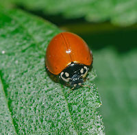 Cycloneda sanguinea ♀ - Unspotted Ladybird Beetle (Linnaeus, 1763) Coleoptera: Polyphaga: Cucujiformia: Cucujoidea: Coccinellidae: Coccinellinae: Coccinellini<br />
<br />
Sex: ♀<br />
Length: ~7mm<br />
Location: Brazil, Ceará, Fortaleza (16th floor of a flat)<br />
Date: 20th of April, 2018 at 08:29:00pm<br />
<br />
Other pictures:<br />
<br />
1 - Underside:<br />
https://www.jungledragon.com/image/65865/cycloneda_sanguinea_-_unspotted_ladybird_beetle_linnaeus_1763.html<br />
<br />
2 - <br />
<br />
https://www.jungledragon.com/image/65867/cycloneda_sanguinea_-_unspotted_ladybird_beetle_linnaeus_1763.html<br />
<br />
Cycloneda sanguinea is a beetle in the order Coleoptera, suborder Polyphaga, infraorder Cucujiformia, superfamily Cucujoidea, family Coccinellidae, subfamily Coccinellinae and tribe Coccinellini. Its synonym binominal nomenclature is Coccinella sanguinea (Linnaeus, 1763).<br />
<br />
The dorso is convex and the elytra measure around 5mm according to Gravena (1983) e Gallo et al. (1988), and are orangeish-red with many punctuations mostly focused near the elytral suture. They are remarkable in that they are unspotted; a different characteristic from most Coccinellids. The pronotum has two white patches, one on each side that goes from the beggining of its posterior area going all the way towards the posterolateral angle, to the anterolateral angles to the anterior area. Close to these white patches, between them and the median area of the pronotum there is a pear-like shaped, small white patch. The pronotum is black, contrasting with the white patches. The head is black and small with two large compound eyes; next to the eyes there are two white markings and a white line above the maxillary palpi. The scutellum is small, black and triangular. Sexual dimorphism is present and evident: Males possess a white patch going from the medial area of the anterior part of the pronotum upwards but ending shortly. In simpler terms, they have a white line just behind the head going up and ending shortly. Females (which is the case of the subject portrayed) has no such characteristic, the anteromedial area of the pronotum lacking the white patch and being entirely black.<br />
<br />
Legs made of a coxa, femur, tibia, tibial spur, tarsus and tarsal claw. On the underside, as evidently seen in another picture I took, we can see a postcoxal line just posterior to the coxa. 6 abdominal segments are evident; the first forms an upside-down "U", the second is the longest and the subsequent segments proceed to shorten in length. Underside is also made of an epimeron, elytral epipleuron, metasternum, mesosternum, prosternal carina and prosternum. It is evident in the lower view of the head the presence of maxillary palpi. I should not give an analysis on the antennae as I don't know their morphological characteristics; the number of segments might fail me, but I believe around 11 segments are present. Wings are located under the elytra and are membranous, veiny and transparent.<br />
<br />
The larvae are slender with 11 segments, which might vary between growth instars. The first and second segments display a large, yellowish-orange patch with black markings on the laterals as well as yellowish-orange patches. Third segment made of a yellowish-orange patch on each lateral and a tiny patch dorsally. Fourth and seventh segments with a small yellowish-orange patch dorsally and 6th segment with a longer, yet still small dorsal yellowish-orange patch. 8th segment with a tiny yellowish-orange patch dorsally. 9th, 10th and 11th segments are black. 5th segment almost entirely yellowish-orange. The pronotum is yellowish-orange with two, large black patches near the posterior part. The head is black. Legs are black with a coxa, femur, tibia and, seemingly, tarsus, but my knowledge on their legs end here.<br />
<br />
Pupae are rounded/curved and overall orange with black dorsal, lateral and ventral parts. Appendages are free and evident, with no movement and fixed on the substrate. However, they can curve their body if threatened.<br />
<br />
The larvae and the adults are predators, feeding on the liquid of their prey and leaving only the exuvia as residual mass when larvae, and eating the prey completely when adults. They are insectivorous and will mostly feed on members of Aphididae (such as Dactynotus sp.) and Coccoidea. The pupae of Cycloneda sanguinea possess the remarkable characteristic of being able to "bite" potentially threatening individuals. The incubation of the eggs takes around 3-5 days and the larval stage takes around 9 days, with an average of each instar being around 2,43, 1,57, 1,86 and 3,57 days, respectively for the first, second, third and fourth instars. The pre-pupa and pupa stages last 0,86 to 4,14 days, respectively. Larvae generally feed on an average of 14-17 prey per day and around 137-320 (depending on the temperature; higher temperatures mean less consumption, while colder temperatures mean more consumption) prey during the whole larval period, with an elevating consumption between each instar. The larvae can depend on cannibalism if needed. Recently emerged adults present light-yellow elytra. Sometimes, the pre-pupa stage is skipped, with the mature larva directly turning into the pupa. Adults can live around 50 days and eat around 20 prey a day.<br />
<br />
They occur in many countries of Latin America, North America and Europe, with a wide distribution range.<br />
<br />
Habitats include weedy areas with plenty of plants that draw in Aphididae and Coccoidea. This includes many habitats within their area of distribution. Found on the 16th floor of a flat in an urban habitat.<br />
<br />
Sources:<br />
<br />
https://www.revistas.ufg.br/pat/article/view/2915/2962<br />
<br />
https://en.wikipedia.org/wiki/Cycloneda_sanguinea<br />
<br />
http://eol.org/pages/1173313/names<br />
<br />
http://www.scielo.br/scielo.php?script=sci_arttext&pid=S0101-81752006000200031<br />
<br />
...And myself. Animalia,Arthropoda,Arthropods,Brazil,Coccinellidae,Coccinellinae,Coccinellini,Coleoptera,Cucujiformia,Cucujoidea,Cycloneda sanguinea,Geotagged,Insecta,Insects,Polyphaga,Spotless Ladybird Beetle,animal,animals,arthropod,insect