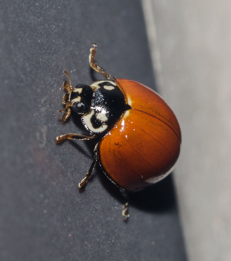 Cycloneda sanguinea ♀ - Unspotted Ladybird Beetle (Linnaeus, 1763) Coleoptera: Polyphaga: Cucujiformia: Cucujoidea: Coccinellidae: Coccinellinae: Coccinellini<br />
<br />
Date: 20th of April, 2018 at 08:27:48pm.<br />
Location: Brazil, Cear&aacute;, Fortaleza (16th floor of a flat)<br />
<br />
Full post here: <figure class="photo"><a href="https://www.jungledragon.com/image/65866/cycloneda_sanguinea_-_unspotted_ladybird_beetle_linnaeus_1763.html" title="Cycloneda sanguinea ♀ - Unspotted Ladybird Beetle (Linnaeus, 1763)"><img src="https://s3.amazonaws.com/media.jungledragon.com/images/3305/65866_thumb.jpg?AWSAccessKeyId=05GMT0V3GWVNE7GGM1R2&Expires=1759968010&Signature=2OjGvbbQr6YGT%2BhUESEQLZJ5XnI%3D" width="200" height="198" alt="Cycloneda sanguinea ♀ - Unspotted Ladybird Beetle (Linnaeus, 1763) Coleoptera: Polyphaga: Cucujiformia: Cucujoidea: Coccinellidae: Coccinellinae: Coccinellini<br />
<br />
Sex: ♀<br />
Length: ~7mm<br />
Location: Brazil, Cear&aacute;, Fortaleza (16th floor of a flat)<br />
Date: 20th of April, 2018 at 08:29:00pm<br />
<br />
Other pictures:<br />
<br />
1 - Underside:<br />
https://www.jungledragon.com/image/65865/cycloneda_sanguinea_-_unspotted_ladybird_beetle_linnaeus_1763.html<br />
<br />
2 - <br />
<br />
https://www.jungledragon.com/image/65867/cycloneda_sanguinea_-_unspotted_ladybird_beetle_linnaeus_1763.html<br />
<br />
Cycloneda sanguinea is a beetle in the order Coleoptera, suborder Polyphaga, infraorder Cucujiformia, superfamily Cucujoidea, family Coccinellidae, subfamily Coccinellinae and tribe Coccinellini. Its synonym binominal nomenclature is Coccinella sanguinea (Linnaeus, 1763).<br />
 <br />
The dorso is convex and the elytra measure around 5mm according to Gravena (1983) e Gallo et al. (1988), and are orangeish-red with many punctuations mostly focused near the elytral suture. They are remarkable in that they are unspotted; a different characteristic from most Coccinellids. The pronotum has two white patches, one on each side that goes from the beggining of its posterior area going all the way towards the posterolateral angle, to the anterolateral angles to the anterior area. Close to these white patches, between them and the median area of the pronotum there is a pear-like shaped, small white patch. The pronotum is black, contrasting with the white patches. The head is black and small with two large compound eyes; next to the eyes there are two white markings and a white line above the maxillary palpi. The scutellum is small, black and triangular. Sexual dimorphism is present and evident: Males possess a white patch going from the medial area of the anterior part of the pronotum upwards but ending shortly. In simpler terms, they have a white line just behind the head going up and ending shortly. Females (which is the case of the subject portrayed) has no such characteristic, the anteromedial area of the pronotum lacking the white patch and being entirely black.<br />
 <br />
Legs made of a coxa, femur, tibia, tibial spur, tarsus and tarsal claw. On the underside, as evidently seen in another picture I took, we can see a postcoxal line just posterior to the coxa. 6 abdominal segments are evident; the first forms an upside-down &quot;U&quot;, the second is the longest and the subsequent segments proceed to shorten in length. Underside is also made of an epimeron, elytral epipleuron, metasternum, mesosternum, prosternal carina and prosternum. It is evident in the lower view of the head the presence of maxillary palpi. I should not give an analysis on the antennae as I don&#039;t know their morphological characteristics; the number of segments might fail me, but I believe around 11 segments are present. Wings are located under the elytra and are membranous, veiny and transparent.<br />
 <br />
The larvae are slender with 11 segments, which might vary between growth instars. The first and second segments display a large, yellowish-orange patch with black markings on the laterals as well as yellowish-orange patches. Third segment made of a yellowish-orange patch on each lateral and a tiny patch dorsally. Fourth and seventh segments with a small yellowish-orange patch dorsally and 6th segment with a longer, yet still small dorsal yellowish-orange patch. 8th segment with a tiny yellowish-orange patch dorsally. 9th, 10th and 11th segments are black. 5th segment almost entirely yellowish-orange. The pronotum is yellowish-orange with two, large black patches near the posterior part. The head is black. Legs are black with a coxa, femur, tibia and, seemingly, tarsus, but my knowledge on their legs end here.<br />
 <br />
Pupae are rounded/curved and overall orange with black dorsal, lateral and ventral parts. Appendages are free and evident, with no movement and fixed on the substrate. However, they can curve their body if threatened.<br />
 <br />
The larvae and the adults are predators, feeding on the liquid of their prey and leaving only the exuvia as residual mass when larvae, and eating the prey completely when adults. They are insectivorous and will mostly feed on members of Aphididae (such as Dactynotus sp.) and Coccoidea. The pupae of Cycloneda sanguinea possess the remarkable characteristic of being able to &quot;bite&quot; potentially threatening individuals. The incubation of the eggs takes around 3-5 days and the larval stage takes around 9 days, with an average of each instar being around 2,43, 1,57, 1,86 and 3,57 days, respectively for the first, second, third and fourth instars. The pre-pupa and pupa stages last 0,86 to 4,14 days, respectively. Larvae generally feed on an average of 14-17 prey per day and around 137-320 (depending on the temperature; higher temperatures mean less consumption, while colder temperatures mean more consumption) prey during the whole larval period, with an elevating consumption between each instar. The larvae can depend on cannibalism if needed. Recently emerged adults present light-yellow elytra. Sometimes, the pre-pupa stage is skipped, with the mature larva directly turning into the pupa. Adults can live around 50 days and eat around 20 prey a day.<br />
 <br />
They occur in many countries of Latin America, North America and Europe, with a wide distribution range.<br />
<br />
Habitats include weedy areas with plenty of plants that draw in Aphididae and Coccoidea. This includes many habitats within their area of distribution. Found on the 16th floor of a flat in an urban habitat.<br />
<br />
Sources:<br />
<br />
https://www.revistas.ufg.br/pat/article/view/2915/2962<br />
<br />
https://en.wikipedia.org/wiki/Cycloneda_sanguinea<br />
<br />
http://eol.org/pages/1173313/names<br />
<br />
http://www.scielo.br/scielo.php?script=sci_arttext&amp;pid=S0101-81752006000200031<br />
<br />
...And myself. Animalia,Arthropoda,Arthropods,Brazil,Coccinellidae,Coccinellinae,Coccinellini,Coleoptera,Cucujiformia,Cucujoidea,Cycloneda sanguinea,Geotagged,Insecta,Insects,Polyphaga,Spotless Ladybird Beetle,animal,animals,arthropod,insect" /></a></figure> Animalia,Arthropoda,Arthropods,Brazil,Coccinellidae,Coccinellinae,Coccinellini,Coleoptera,Cucujiformia,Cucujoidea,Cycloneda sanguinea,Geotagged,Insecta,Insects,Polyphaga,Spotless Ladybird Beetle,animal,animals,arthropod,insect