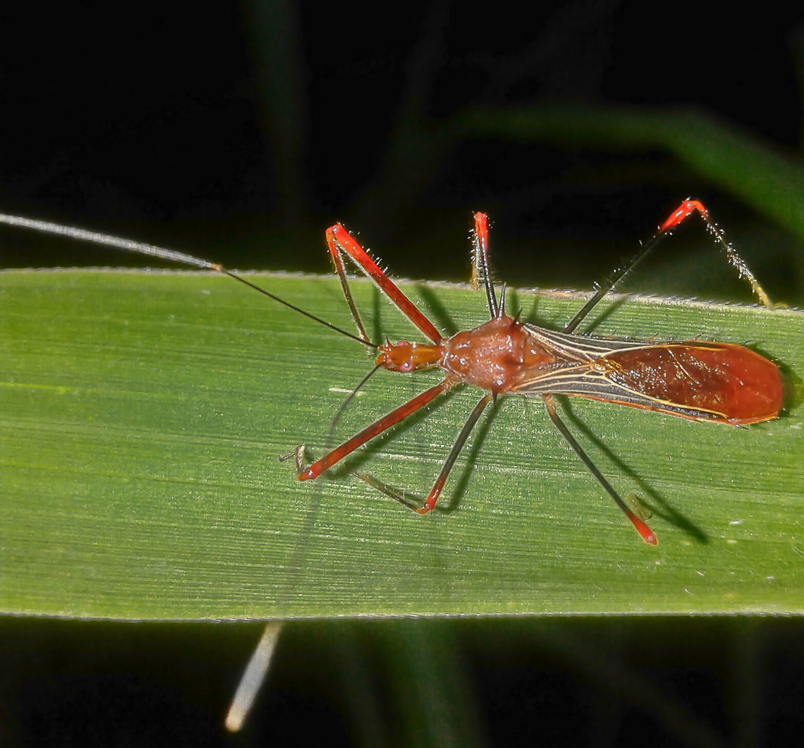 Ricolla cf. quadrispinosa - Percevejo-Assassino-Ricolla (Linnaeus, 1767) Hemiptera: Heteroptera: Cimicomorpha: Reduvioidea: Reduviidae: Harpactorinae: Harpactorini<br />
<br />
Length: 16mm.<br />
Date: 4th of March, 2017 at 06:35:46pm<br />
Location: Brazil, Santa Catarina, Benedito Novo (Lat: 26.766567357374488, Long: -49.349564225852305, Precision (Accuracy in meters): 31)<br />
<br />
Ricolla is a genus of assassin bugs in the order Hemiptera, suborder Heterocera, infraorder Cimicomorpha, superfamily Reduvioidea, family Reduviidae, subfamily Harpactorinae and tribe Harpactorini.<br />
<br />
The head is slender with a rostrum adapted for predation underneath, which is used to pierce inside the prey and suck in its bodily fluids. Two medium-sized eyes, which are good for predating, are present after the postocular region. Two spikes are located on the lateral area close to the eyes; one for each. Almost all of the bug's body is red. The thorax, complex, with a red transverse sulcus of the pronotum, possesses four evident spikes, one on each of the humeral angles (2); and one on each dorsomedial area (2) proximal to the wings. Legs are made of a coxa, trochanter, femur, tibia, tarsus and pretarsus. The area from the tibia until the tarsus of the forelegs is seemingly darker in color and the pretarsus lighter, while the area from the femur until the coxa is red. Femura of the other legs are black with a red junction between it and the tibiae, proceeding to turn to black again until the claws, which might be clearer (or not). Antennae long, curved, slender and located on the anteocular region, possessing a scape, pedicel and flagellomeres, sequenced one after the other. Entire body is slender, with many protruding spikes from the connexivum which are probably for protection (and seemingly very efficient), and a signal of warning against predation. A red scutellum is present. The wings are made of a clear, veiny corium (4 veins in total with the first and second proximal to the medial area of the body with straying veins), and a red, membranous area with an unknown (to me) amount of cells. I could note no ocelli but these might be present posterior to the eyes. Maxillary plate and clypeus present. Length of approximately 16mm.<br />
<br />
The rostrum is used to deliever a piercing, deadly blow to the prey; lethal saliva is injected and this liquefies the prey from inside. The bug then proceeds to suck the fluids off of the prey, leaving a husk behind.<br />
<br />
The saliva's lethality comes from enzymes that digest the tissues of the unfortunate prey through extraoral digestion. They can kill Arthropods significantly larger than themselves, but they are unable to kill larger animals, as far as my knowledge goes. The piercing strike hurts, but the Ricolla are 100% harmless to human and pet health and do not transmit diseases.<br />
<br />
They live in gardens in suburban habitats (possibly urban habitats as well), weedy areas and mostly low, attractive plants. They walk slowly towards their prey to not warn them, proceeding to pierce them with the rostrum unexpectedly. They will feed on most insects under their distribution range. The attraction for attractive plants comes from the instinct that tells them that pollinators might come. Their legs are covered in hairs that aid on grabbing prey to prevent them from fleeing.<br />
<br />
Specimen found in a weedy forested area in Brazil, Santa Catarina, Benedito Novo.<br />
<br />
Sources:<br />
<br />
<a href="https://cjai.biologicalsurvey.ca/wetal_26/wetal_26_3.HTM" rel="nofollow">https://cjai.biologicalsurvey.ca/wetal_26/wetal_26_3.HTM</a><br />
<a href="https://en.wikipedia.org/wiki/Reduviidae" rel="nofollow">https://en.wikipedia.org/wiki/Reduviidae</a><br />
<a href="http://eol.org/pages/12036397/overview" rel="nofollow">http://eol.org/pages/12036397/overview</a><br />
<a href="https://www.flickr.com/photos/31065892@N07/26778287714" rel="nofollow">https://www.flickr.com/photos/31065892@N07/26778287714</a><br />
<a href="http://www.ecoregistros.org/sheet/Ricolla-quadrispinosa" rel="nofollow">http://www.ecoregistros.org/sheet/Ricolla-quadrispinosa</a><br />
<a href="https://www.ncbi.nlm.nih.gov/pmc/articles/PMC5240520/" rel="nofollow">https://www.ncbi.nlm.nih.gov/pmc/articles/PMC5240520/</a> Animalia,Arthropoda,Arthropods,Brazil,Cimicomorpha,Geotagged,Harpactorinae,Harpactorini,Insecta,Insects,Neotropical,Reduviidae,Reduvioidea,Ricolla quadrispinosa,Summer,animal,aninals,arthropod,hemiptera,heteroptera