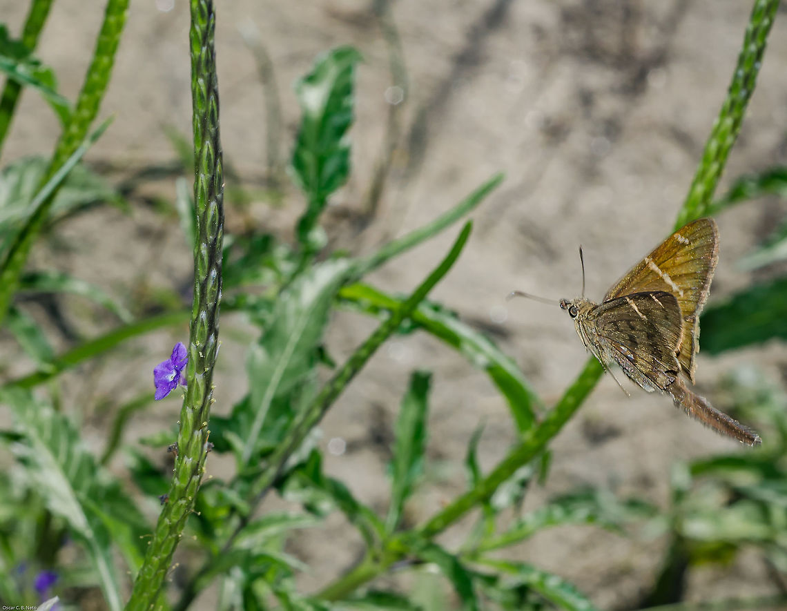 Urbanus cf. procne - Brown Longtail (Plötz, 1880) Lepidoptera: Bombycina: Papilionoidea (atual) / Hesperioidea: Hesperiidae: Eudaminae<br />
<br />
Date: 2nd of June, 2018 at 02:58:45pm<br />
Location: Brazil, Ceará, Fortaleza (Lat: -3.75, Long: -38.48)<br />
Sex: ♂ (???????)<br />
<br />
Urbanus is a genus of butterflies in the order Lepidoptera, subdivision Bombycina, superfamily Papilionoidea (still being called Hesperioidea by some entities), family Hesperiidae and subfamily Eudaminae. They possess a wingspan of approximately 38-48mm, averaging at, seemingly mostly, 46mm. The subject portrayed is SEEMINGLY a male, but there are no guarantees on this information as it is based on very tiny visual details and I might be mistaken.<br />
<br />
Synonyms to this taxon include:<br />
<br />
Goniurus procne (Plötz, 1880)<br />
Teleus procne.<br />
<br />
The larvae are polyphytophagous.<br />
<br />
According to Cesar of Insetologia, the identification is suggested as U. procne because:<br />
<br />
"All should occur in the Ceará state (<a href="http://www.biotaneotropica.org.br/v11n4/pt/fullpaper?bn01911042011+en)" rel="nofollow">http://www.biotaneotropica.org.br/v11n4/pt/fullpaper?bn01911042011+en)</a>, I can't discard anything from here;<br />
<br />
U. simplicius' (<a href="https://www.butterfliesofamerica.com/L/urbanus_simplicius_live1.htm)" rel="nofollow">https://www.butterfliesofamerica.com/L/urbanus_simplicius_live1.htm)</a> highlight seem to be due to the patterns on the second pair of wings;<br />
<br />
In BugGuide (<a href="https://bugguide.net/node/view/1379402/bgimage)#!#, someone comments about a clearer mark beneath the club of U. teleus (#!#https://www.butterfliesofamerica.com/L/urbanus_teleus_live1.htm)#!# differentiating them from U. procne (#!#https://www.butterfliesofamerica.com/L/urbanus_procne_live3.htm)" rel="nofollow">https://bugguide.net/node/view/1379402/bgimage)#!#, someone comments about a clearer mark beneath the club of U. teleus (#!#https://www.butterfliesofamerica.com/L/urbanus_teleus_live1.htm)#!# differentiating them from U. procne (#!#https://www.butterfliesofamerica.com/L/urbanus_procne_live3.htm)</a>, which in your specimen seems absent;<br />
<br />
I could also note the same trait of U. teleus in U. tanna (<a href="https://www.butterfliesofamerica.com/L/urbanus_tanna_live.htm)" rel="nofollow">https://www.butterfliesofamerica.com/L/urbanus_tanna_live.htm)</a>, not being, however, evident in all specimens;<br />
<br />
In U. tanna, the fringe of the second pair of wings is more highlighted, more clear, which merges with the previous characteristic indicating this is a U. procne." - <a href="https://www.insetologia.com.br/2018/09/borboleta-urbanus-no-ceara.html?m=1" rel="nofollow">https://www.insetologia.com.br/2018/09/borboleta-urbanus-no-ceara.html?m=1</a><br />
<br />
They are located from Argentina, North through Central America and Mexico to Southern Texias. Strays can be rarely found up to Southern New Mexico, Southern Arizona and Southern California. They have a very wide distribution in Brazil, South America.<br />
<br />
U. procne possess brown wings. The forewings possess two thin, longitudinal white stripes, the one distal from the body being shorter. Scent scales on the costal fold on the leading edge of the forewings are characteristic to the males. The brown spot close to the costa is separated from the inner stripe on the underside of the hindwings. Adults are tailed. Eggs are laid by the female on the host plants; when born, the larvae will feed on the leaves. When young, the larvae will live in a nest made of a folded leaf. Larvae are green with a reddish "neck" and a large dark head, varying in a darker coloring throughout instars and can reach around 35mm by the last instar. When older, the larvae are red-brown with a finely stippled white and broken white mid-dorsal line. The head is large with a constricted "neck" and narrow pronotum. They will hide during the day on the base of the plant and will feed during night. The pupa is made inside a loose cocoon, hidden and camouflaged in leaf litter. (<a href="https://books.google.com.br/books?id=qMwOAQAAIAAJ&pg=PA32&lpg=PA32&dq=urbanus+procne+host&source=bl&ots=xqlHRRHpbE&sig=tZIuCpG2YAt2nPygZ1txMjcEemo&hl=pt-BR&sa=X&ved=2ahUKEwit_NKB1KzdAhWElJAKHR1SCqsQ6AEwCnoECAMQAQ#v=onepage&q=urbanus" rel="nofollow">https://books.google.com.br/books?id=qMwOAQAAIAAJ&pg=PA32&lpg=PA32&dq=urbanus+procne+host&source=bl&ots=xqlHRRHpbE&sig=tZIuCpG2YAt2nPygZ1txMjcEemo&hl=pt-BR&sa=X&ved=2ahUKEwit_NKB1KzdAhWElJAKHR1SCqsQ6AEwCnoECAMQAQ#v=onepage&q=urbanus</a> procne host&f=false)<br />
<br />
The pupa is dark brown and can be found here: <a href="http://www.thedauphins.net/brown_longtail_life_cycle_study.html" rel="nofollow">http://www.thedauphins.net/brown_longtail_life_cycle_study.html</a><br />
<br />
Eggs are rounded and whitish-yellow. The egg-adult process takes around 40 days.<br />
<br />
In Southern Texas there are three broods throughout the year. Host plants include Cynodon dactylon ((L.) Pers., 1805) (Poaceae: Chloridoideae: Cynodonteae) ("Bermuda grass"), Sorghum halepense ((L.) Pers.) (Poaceae: Panicoideae: Andropogogoneae: Sorghinae) ("Johnsongrass") and most of the Gramineae family.<br />
<br />
Their habitats include grassy openings in tropical and subtropical primary or secondary forests. The species is suffering decline in the lower Rio Grande Valley, requiring security, monitoring and conservation. Seemingly, they are not under threat due to their very wide distribution, but they are rare in some of those areas like and, especially, the periphery.<br />
<br />
Further sources:<br />
<br />
<a href="https://en.wikipedia.org/wiki/Urbanus_procne" rel="nofollow">https://en.wikipedia.org/wiki/Urbanus_procne</a><br />
<a href="http://eol.org/pages/253099/overview" rel="nofollow">http://eol.org/pages/253099/overview</a><br />
<br />
Identified by Cesar of Insetologia, the link was posted along this post. Animalia,Arthropoda,Brazil,Brown longtail,Butterfly,Eudaminae,Fall,Geotagged,Hesperiidae,Hesperioidea,Insecta,Insects,Lepidoptera,Papilionoidea,Rhophalocera,Urbanus,Urbanus procne,animal,animals,insect