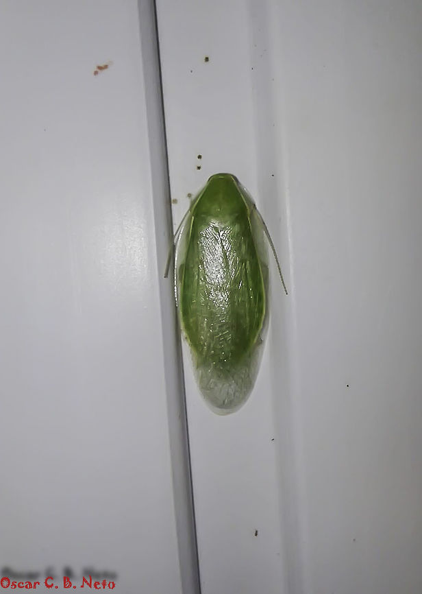 Panchlora cf. nivia - Cuban Cockroach / Green Banana Cockroach (Linnaeus, 1758) Blattodea: Blaberoidea: Blaberidae: Panchlorinae<br />
<br />
Sex: ♀<br />
Length: ~21mm<br />
Date: 16th of March, 2017 &agrave;s 18:47:34<br />
Location: Brazil, Santa Catarina, Benedito Novo (Lat: -26.77, Long: -49.36)<br />
<br />
Other pictures:<br />
<br />
1 (same individual) - <br />
<figure class="photo"><a href="https://www.jungledragon.com/image/66256/panchlora_cf._nivia_-_cuban_cockroach_green_banana_cockroach_linnaeus_1758.html" title="Panchlora cf. nivia - Cuban Cockroach / Green Banana Cockroach (Linnaeus, 1758)"><img src="https://s3.amazonaws.com/media.jungledragon.com/images/3305/66256_thumb.jpg?AWSAccessKeyId=05GMT0V3GWVNE7GGM1R2&Expires=1770854410&Signature=jShs0n%2FHTdBmTiGnp7KcOEhfefg%3D" width="102" height="152" alt="Panchlora cf. nivia - Cuban Cockroach / Green Banana Cockroach (Linnaeus, 1758) Blattodea: Blaberoidea: Blaberidae: Panchlorinae<br />
<br />
Date: 23rd of February, 2017 at 05:44:02pm<br />
Location: Brazil, Santa Catarina, Benedito Novo (Lat: -26.77, Long: -49.36)<br />
<br />
Full post here: <br />
https://www.jungledragon.com/image/66255/panchlora_cf._nivia_-_cuban_cockroach_green_banana_cockroach_linnaeus_1758.html 2017,Animalia,Arthropoda,Arthropods,Blaberidae,Blaberoidea,Blattodea,Brazil,Cuban cockroach,Geotagged,Insecta,Insects,Panchlora,Panchlora nivea,Panchlorinae,Summer,animal,animals,arthropod,insect" /></a></figure><br />
<br />
2 (different individual) -<br />
<br />
<figure class="photo"><a href="https://www.jungledragon.com/image/66257/panchlora_sp._-_green_cockroach_burmeister_1838.html" title="Panchlora sp. - Green Cockroach (Burmeister, 1838)"><img src="https://s3.amazonaws.com/media.jungledragon.com/images/3305/66257_thumb.jpg?AWSAccessKeyId=05GMT0V3GWVNE7GGM1R2&Expires=1770854410&Signature=OJE%2BCs1Ou%2Fky3n7QBHAzyTyvJqU%3D" width="142" height="152" alt="Panchlora sp. - Green Cockroach (Burmeister, 1838) Blattodea: Blaberoidea: Blaberidae: Panchlorinae<br />
<br />
Hard to affirm the species. I'll leave this one at genus level.<br />
<br />
Blattodea: Blaberoidea: Blaberidae: Panchlorinae<br />
<br />
Date: 16th of March, 2017 at 06:47:34pm<br />
Location: Brazil, Santa Catarina, Benedito Novo (Lat: -26.77, Long: -49.36)<br />
<br />
Full post here: <br />
https://www.jungledragon.com/image/66255/panchlora_cf._nivia_-_cuban_cockroach_green_banana_cockroach_linnaeus_1758.html 2017,Animalia,Arthropoda,Arthropods,Blaberidae,Blaberoidea,Blattodea,Brazil,Cuban cockroach,Geotagged,Insecta,Insects,Panchlora,Panchlora nivea,Panchlorinae,Summer,animal,animals,arthropod,insect" /></a></figure><br />
<br />
Panchlora is a genus of cockroaches in the order Blattodea, superfamily Blaberoidea, family Blaberidae and subfamily Panchlorinae.<br />
<br />
Synonyms of Panchlora nivea include:<br />
<br />
Blatta alba (Str&oslash;m, 1783)<br />
Blatta chlorotica (Pallas, 1772)<br />
Blatta hyalina (Stoll 1813)<br />
Blatta nivea (Linnaeus 1758)<br />
Blatta virescens (Thunberg 1826)<br />
Ischnoptera lucida (Walker, F., 1868)<br />
Panchlora cubensis Saussure 1862)<br />
Panchlora hyalina (Stoll, 1813)<br />
Panchlora luteola (Saussure 1864)<br />
Panchlora poeyi (Saussure 1862)<br />
Pycnosceloides aporus (Hebard, 1919)<br />
<br />
The subject portrayed is probably a female as it measured around 21mm in length; males are usually 12 to 15mm long while females can reach 25mm or, rarely, up to 50mm in length.<br />
<br />
Adults possess a bright, light green coloring and translucent, shiny elytra. There is a thin yellow margin on the pronotum and the anterior half of the elytra. The face is whitish, the top of the head is brown and the antennae are orangeish. Head made of a labium, labial palps, maxila, maxillary palps and labrum. Abdomen with a yellow margin. Eyes are dark brown, large and compound. Metathorax, prothorax, mesothorax and anal cerci present. Legs are made of a coxa, coxal trochanteral joint, trochanter, femur, femoral-tibial joint, tibia covered in spikes, tibia-tarsal joint, tarsus and claws. Nymphs are wingless and brown in color, and turn to white after molting to the adult phase, slowly transcending to the light green color.<br />
<br />
They are native to the neotropics, being found in Mexico, West Indies, USA, Central and South America. They can be found in shrubs, trees, herbaceous plants, piles of leaves, piles of firewood, logs, mulch and leaf litter. They can be rarely found indoors and you can find two occurrences of such a case in this post.<br />
<br />
They are nocturnal in activity and, even if rarely found in doors, are attracted to light sources but they will not breed indoors and are of terrestrial ecology.<br />
<br />
The females will hatch the ootheca internally and give birth to the nymphs. Nymphs and adults need to be warm and humid for a better development and life quality, respectively, as they are tropical and subtropical in nature. Adults can easily fly if disturbed. They are soft-bodied at all ages.<br />
<br />
They do not eat much but will feed on vegetables, fruits and even dog rations, also being detritivores. They are predated by reptiles, ants, mantids, frogs and other insectivores.<br />
<br />
The reason I'm not sure this is a Panchlora nivea is due to the distribution status. They share a similar distribution status with other Panchlora such as P. thalassina (Saussure &amp; Zehntner, 1893) (<a href="http://cockroach.speciesfile.org/common/basic/Taxa.aspx?TaxonNameID=1173616)#!#, P. carioca (Rocha e Silva, 1959) (#!#http://cockroach.speciesfile.org/common/basic/Taxa.aspx?TaxonNameID=1173568)#!#, P. prasina (Burmeister, 1838) (#!#http://cockroach.speciesfile.org/common/basic/Taxa.aspx?TaxonNameID=1173607)" rel="nofollow">http://cockroach.speciesfile.org/common/basic/Taxa.aspx?TaxonNameID=1173616)#!#, P. carioca (Rocha e Silva, 1959) (#!#http://cockroach.speciesfile.org/common/basic/Taxa.aspx?TaxonNameID=1173568)#!#, P. prasina (Burmeister, 1838) (#!#http://cockroach.speciesfile.org/common/basic/Taxa.aspx?TaxonNameID=1173607)</a> and perhaps more. This means that P. nivea is more of a guess than an assurance, mainly because P. nivea is the most commonly recorded species; by no means this means it is one, even after checking the matching morphology as I do not know the morphology of all Brazilian species. It is, however, definitely a Panchlora sp..<br />
<br />
Since this genus is made of wild cockroaches which are usually found in forest-like habitats with trees and shrubs being rarely found indoors, along with their limited diet compared to the domestic cockroach, I know no known cases of disease being passed on by them.<br />
<br />
"Panchlora" translates to "all green" and "nivea" translates to "snowy".<br />
<br />
Sources:<br />
<br />
<a href="http://cockroach.speciesfile.org/HomePage/Cockroach/HomePage.aspx" rel="nofollow">http://cockroach.speciesfile.org/HomePage/Cockroach/HomePage.aspx</a><br />
<br />
<a href="https://bugguide.net/node/view/31689" rel="nofollow">https://bugguide.net/node/view/31689</a><br />
<br />
<a href="http://zoologia-jisohde.blogspot.com/2013/02/barata-banana-panchlora-nivea.html" rel="nofollow">http://zoologia-jisohde.blogspot.com/2013/02/barata-banana-panchlora-nivea.html</a><br />
<br />
<a href="https://www.sites.google.com/site/cockroachcare/panchlora-nivea" rel="nofollow">https://www.sites.google.com/site/cockroachcare/panchlora-nivea</a><br />
<br />
<a href="https://en.wikipedia.org/wiki/Panchlora_nivea" rel="nofollow">https://en.wikipedia.org/wiki/Panchlora_nivea</a><br />
<br />
<a href="http://eol.org/pages/1075401/overview" rel="nofollow">http://eol.org/pages/1075401/overview</a> 2017,Animalia,Arthropoda,Arthropods,Blaberidae,Blaberoidea,Blattodea,Brazil,Cuban cockroach,Geotagged,Insecta,Insects,Panchlora,Panchlora nivea,Panchlorinae,Summer,animal,animals,arthropod,insect