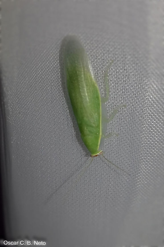 Panchlora cf. nivia - Cuban Cockroach / Green Banana Cockroach (Linnaeus, 1758) Blattodea: Blaberoidea: Blaberidae: Panchlorinae<br />
<br />
Date: 23rd of February, 2017 at 05:44:02pm<br />
Location: Brazil, Santa Catarina, Benedito Novo (Lat: -26.77, Long: -49.36)<br />
<br />
Full post here: <br />
<figure class="photo"><a href="https://www.jungledragon.com/image/66255/panchlora_cf._nivia_-_cuban_cockroach_green_banana_cockroach_linnaeus_1758.html" title="Panchlora cf. nivia - Cuban Cockroach / Green Banana Cockroach (Linnaeus, 1758)"><img src="https://s3.amazonaws.com/media.jungledragon.com/images/3305/66255_thumb.jpg?AWSAccessKeyId=05GMT0V3GWVNE7GGM1R2&Expires=1770854410&Signature=mIGUe%2FFT3wamvvLRXxnp8X1SA7g%3D" width="110" height="152" alt="Panchlora cf. nivia - Cuban Cockroach / Green Banana Cockroach (Linnaeus, 1758) Blattodea: Blaberoidea: Blaberidae: Panchlorinae<br />
<br />
Sex: ♀<br />
Length: ~21mm<br />
Date: 16th of March, 2017 &agrave;s 18:47:34<br />
Location: Brazil, Santa Catarina, Benedito Novo (Lat: -26.77, Long: -49.36)<br />
<br />
Other pictures:<br />
<br />
1 (same individual) - <br />
https://www.jungledragon.com/image/66256/panchlora_cf._nivia_-_cuban_cockroach_green_banana_cockroach_linnaeus_1758.html<br />
<br />
2 (different individual) -<br />
<br />
https://www.jungledragon.com/image/66257/panchlora_sp._-_green_cockroach_barata_verde_burmeister_1838.html<br />
<br />
Panchlora is a genus of cockroaches in the order Blattodea, superfamily Blaberoidea, family Blaberidae and subfamily Panchlorinae.<br />
<br />
Synonyms of Panchlora nivea include:<br />
<br />
Blatta alba (Str&oslash;m, 1783)<br />
Blatta chlorotica (Pallas, 1772)<br />
Blatta hyalina (Stoll 1813)<br />
Blatta nivea (Linnaeus 1758)<br />
Blatta virescens (Thunberg 1826)<br />
Ischnoptera lucida (Walker, F., 1868)<br />
Panchlora cubensis Saussure 1862)<br />
Panchlora hyalina (Stoll, 1813)<br />
Panchlora luteola (Saussure 1864)<br />
Panchlora poeyi (Saussure 1862)<br />
Pycnosceloides aporus (Hebard, 1919)<br />
<br />
The subject portrayed is probably a female as it measured around 21mm in length; males are usually 12 to 15mm long while females can reach 25mm or, rarely, up to 50mm in length.<br />
<br />
Adults possess a bright, light green coloring and translucent, shiny elytra. There is a thin yellow margin on the pronotum and the anterior half of the elytra. The face is whitish, the top of the head is brown and the antennae are orangeish. Head made of a labium, labial palps, maxila, maxillary palps and labrum. Abdomen with a yellow margin. Eyes are dark brown, large and compound. Metathorax, prothorax, mesothorax and anal cerci present. Legs are made of a coxa, coxal trochanteral joint, trochanter, femur, femoral-tibial joint, tibia covered in spikes, tibia-tarsal joint, tarsus and claws. Nymphs are wingless and brown in color, and turn to white after molting to the adult phase, slowly transcending to the light green color.<br />
<br />
They are native to the neotropics, being found in Mexico, West Indies, USA, Central and South America. They can be found in shrubs, trees, herbaceous plants, piles of leaves, piles of firewood, logs, mulch and leaf litter. They can be rarely found indoors and you can find two occurrences of such a case in this post.<br />
<br />
They are nocturnal in activity and, even if rarely found in doors, are attracted to light sources but they will not breed indoors and are of terrestrial ecology.<br />
<br />
The females will hatch the ootheca internally and give birth to the nymphs. Nymphs and adults need to be warm and humid for a better development and life quality, respectively, as they are tropical and subtropical in nature. Adults can easily fly if disturbed. They are soft-bodied at all ages.<br />
<br />
They do not eat much but will feed on vegetables, fruits and even dog rations, also being detritivores. They are predated by reptiles, ants, mantids, frogs and other insectivores.<br />
<br />
The reason I'm not sure this is a Panchlora nivea is due to the distribution status. They share a similar distribution status with other Panchlora such as P. thalassina (Saussure &amp; Zehntner, 1893) (http://cockroach.speciesfile.org/common/basic/Taxa.aspx?TaxonNameID=1173616), P. carioca (Rocha e Silva, 1959) (http://cockroach.speciesfile.org/common/basic/Taxa.aspx?TaxonNameID=1173568), P. prasina (Burmeister, 1838) (http://cockroach.speciesfile.org/common/basic/Taxa.aspx?TaxonNameID=1173607) and perhaps more. This means that P. nivea is more of a guess than an assurance, mainly because P. nivea is the most commonly recorded species; by no means this means it is one, even after checking the matching morphology as I do not know the morphology of all Brazilian species. It is, however, definitely a Panchlora sp..<br />
<br />
Since this genus is made of wild cockroaches which are usually found in forest-like habitats with trees and shrubs being rarely found indoors, along with their limited diet compared to the domestic cockroach, I know no known cases of disease being passed on by them.<br />
<br />
"Panchlora" translates to "all green" and "nivea" translates to "snowy".<br />
<br />
Sources:<br />
<br />
http://cockroach.speciesfile.org/HomePage/Cockroach/HomePage.aspx<br />
<br />
https://bugguide.net/node/view/31689<br />
<br />
http://zoologia-jisohde.blogspot.com/2013/02/barata-banana-panchlora-nivea.html<br />
<br />
https://www.sites.google.com/site/cockroachcare/panchlora-nivea<br />
<br />
https://en.wikipedia.org/wiki/Panchlora_nivea<br />
<br />
http://eol.org/pages/1075401/overview 2017,Animalia,Arthropoda,Arthropods,Blaberidae,Blaberoidea,Blattodea,Brazil,Cuban cockroach,Geotagged,Insecta,Insects,Panchlora,Panchlora nivea,Panchlorinae,Summer,animal,animals,arthropod,insect" /></a></figure> 2017,Animalia,Arthropoda,Arthropods,Blaberidae,Blaberoidea,Blattodea,Brazil,Cuban cockroach,Geotagged,Insecta,Insects,Panchlora,Panchlora nivea,Panchlorinae,Summer,animal,animals,arthropod,insect