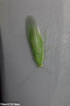 Panchlora cf. nivia - Cuban Cockroach / Green Banana Cockroach (Linnaeus, 1758) Blattodea: Blaberoidea: Blaberidae: Panchlorinae<br />
<br />
Date: 23rd of February, 2017 at 05:44:02pm<br />
Location: Brazil, Santa Catarina, Benedito Novo (Lat: -26.77, Long: -49.36)<br />
<br />
Full post here: <br />
https://www.jungledragon.com/image/66255/panchlora_cf._nivia_-_cuban_cockroach_green_banana_cockroach_linnaeus_1758.html 2017,Animalia,Arthropoda,Arthropods,Blaberidae,Blaberoidea,Blattodea,Brazil,Cuban cockroach,Geotagged,Insecta,Insects,Panchlora,Panchlora nivea,Panchlorinae,Summer,animal,animals,arthropod,insect