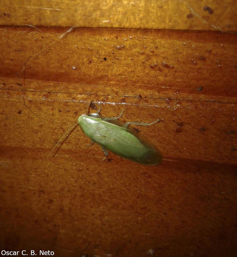 Panchlora sp. - Green Cockroach (Burmeister, 1838) Blattodea: Blaberoidea: Blaberidae: Panchlorinae<br />
<br />
Hard to affirm the species. I'll leave this one at genus level.<br />
<br />
Blattodea: Blaberoidea: Blaberidae: Panchlorinae<br />
<br />
Date: 16th of March, 2017 at 06:47:34pm<br />
Location: Brazil, Santa Catarina, Benedito Novo (Lat: -26.77, Long: -49.36)<br />
<br />
Full post here: <br />
<figure class="photo"><a href="https://www.jungledragon.com/image/66255/panchlora_cf._nivia_-_cuban_cockroach_green_banana_cockroach_linnaeus_1758.html" title="Panchlora cf. nivia - Cuban Cockroach / Green Banana Cockroach (Linnaeus, 1758)"><img src="https://s3.amazonaws.com/media.jungledragon.com/images/3305/66255_thumb.jpg?AWSAccessKeyId=05GMT0V3GWVNE7GGM1R2&Expires=1770854410&Signature=mIGUe%2FFT3wamvvLRXxnp8X1SA7g%3D" width="110" height="152" alt="Panchlora cf. nivia - Cuban Cockroach / Green Banana Cockroach (Linnaeus, 1758) Blattodea: Blaberoidea: Blaberidae: Panchlorinae<br />
<br />
Sex: ♀<br />
Length: ~21mm<br />
Date: 16th of March, 2017 &agrave;s 18:47:34<br />
Location: Brazil, Santa Catarina, Benedito Novo (Lat: -26.77, Long: -49.36)<br />
<br />
Other pictures:<br />
<br />
1 (same individual) - <br />
https://www.jungledragon.com/image/66256/panchlora_cf._nivia_-_cuban_cockroach_green_banana_cockroach_linnaeus_1758.html<br />
<br />
2 (different individual) -<br />
<br />
https://www.jungledragon.com/image/66257/panchlora_sp._-_green_cockroach_barata_verde_burmeister_1838.html<br />
<br />
Panchlora is a genus of cockroaches in the order Blattodea, superfamily Blaberoidea, family Blaberidae and subfamily Panchlorinae.<br />
<br />
Synonyms of Panchlora nivea include:<br />
<br />
Blatta alba (Str&oslash;m, 1783)<br />
Blatta chlorotica (Pallas, 1772)<br />
Blatta hyalina (Stoll 1813)<br />
Blatta nivea (Linnaeus 1758)<br />
Blatta virescens (Thunberg 1826)<br />
Ischnoptera lucida (Walker, F., 1868)<br />
Panchlora cubensis Saussure 1862)<br />
Panchlora hyalina (Stoll, 1813)<br />
Panchlora luteola (Saussure 1864)<br />
Panchlora poeyi (Saussure 1862)<br />
Pycnosceloides aporus (Hebard, 1919)<br />
<br />
The subject portrayed is probably a female as it measured around 21mm in length; males are usually 12 to 15mm long while females can reach 25mm or, rarely, up to 50mm in length.<br />
<br />
Adults possess a bright, light green coloring and translucent, shiny elytra. There is a thin yellow margin on the pronotum and the anterior half of the elytra. The face is whitish, the top of the head is brown and the antennae are orangeish. Head made of a labium, labial palps, maxila, maxillary palps and labrum. Abdomen with a yellow margin. Eyes are dark brown, large and compound. Metathorax, prothorax, mesothorax and anal cerci present. Legs are made of a coxa, coxal trochanteral joint, trochanter, femur, femoral-tibial joint, tibia covered in spikes, tibia-tarsal joint, tarsus and claws. Nymphs are wingless and brown in color, and turn to white after molting to the adult phase, slowly transcending to the light green color.<br />
<br />
They are native to the neotropics, being found in Mexico, West Indies, USA, Central and South America. They can be found in shrubs, trees, herbaceous plants, piles of leaves, piles of firewood, logs, mulch and leaf litter. They can be rarely found indoors and you can find two occurrences of such a case in this post.<br />
<br />
They are nocturnal in activity and, even if rarely found in doors, are attracted to light sources but they will not breed indoors and are of terrestrial ecology.<br />
<br />
The females will hatch the ootheca internally and give birth to the nymphs. Nymphs and adults need to be warm and humid for a better development and life quality, respectively, as they are tropical and subtropical in nature. Adults can easily fly if disturbed. They are soft-bodied at all ages.<br />
<br />
They do not eat much but will feed on vegetables, fruits and even dog rations, also being detritivores. They are predated by reptiles, ants, mantids, frogs and other insectivores.<br />
<br />
The reason I'm not sure this is a Panchlora nivea is due to the distribution status. They share a similar distribution status with other Panchlora such as P. thalassina (Saussure &amp; Zehntner, 1893) (http://cockroach.speciesfile.org/common/basic/Taxa.aspx?TaxonNameID=1173616), P. carioca (Rocha e Silva, 1959) (http://cockroach.speciesfile.org/common/basic/Taxa.aspx?TaxonNameID=1173568), P. prasina (Burmeister, 1838) (http://cockroach.speciesfile.org/common/basic/Taxa.aspx?TaxonNameID=1173607) and perhaps more. This means that P. nivea is more of a guess than an assurance, mainly because P. nivea is the most commonly recorded species; by no means this means it is one, even after checking the matching morphology as I do not know the morphology of all Brazilian species. It is, however, definitely a Panchlora sp..<br />
<br />
Since this genus is made of wild cockroaches which are usually found in forest-like habitats with trees and shrubs being rarely found indoors, along with their limited diet compared to the domestic cockroach, I know no known cases of disease being passed on by them.<br />
<br />
"Panchlora" translates to "all green" and "nivea" translates to "snowy".<br />
<br />
Sources:<br />
<br />
http://cockroach.speciesfile.org/HomePage/Cockroach/HomePage.aspx<br />
<br />
https://bugguide.net/node/view/31689<br />
<br />
http://zoologia-jisohde.blogspot.com/2013/02/barata-banana-panchlora-nivea.html<br />
<br />
https://www.sites.google.com/site/cockroachcare/panchlora-nivea<br />
<br />
https://en.wikipedia.org/wiki/Panchlora_nivea<br />
<br />
http://eol.org/pages/1075401/overview 2017,Animalia,Arthropoda,Arthropods,Blaberidae,Blaberoidea,Blattodea,Brazil,Cuban cockroach,Geotagged,Insecta,Insects,Panchlora,Panchlora nivea,Panchlorinae,Summer,animal,animals,arthropod,insect" /></a></figure> 2017,Animalia,Arthropoda,Arthropods,Blaberidae,Blaberoidea,Blattodea,Brazil,Cuban cockroach,Geotagged,Insecta,Insects,Panchlora,Panchlora nivea,Panchlorinae,Summer,animal,animals,arthropod,insect