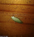 Panchlora sp. - Green Cockroach (Burmeister, 1838) Blattodea: Blaberoidea: Blaberidae: Panchlorinae<br />
<br />
Hard to affirm the species. I'll leave this one at genus level.<br />
<br />
Blattodea: Blaberoidea: Blaberidae: Panchlorinae<br />
<br />
Date: 16th of March, 2017 at 06:47:34pm<br />
Location: Brazil, Santa Catarina, Benedito Novo (Lat: -26.77, Long: -49.36)<br />
<br />
Full post here: <br />
https://www.jungledragon.com/image/66255/panchlora_cf._nivia_-_cuban_cockroach_green_banana_cockroach_linnaeus_1758.html 2017,Animalia,Arthropoda,Arthropods,Blaberidae,Blaberoidea,Blattodea,Brazil,Cuban cockroach,Geotagged,Insecta,Insects,Panchlora,Panchlora nivea,Panchlorinae,Summer,animal,animals,arthropod,insect