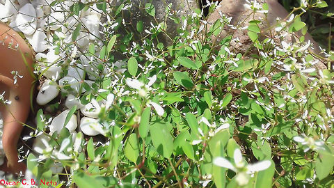 Euphorbia graminea - Grassleaf Spurge / Ponta-de-Flecha (JACQ.) Magnoliopsida: Malpighiales: Euphorbiaceae: Euphorbioideae: Euphorbieae: Euphorbiinae

Date: 10th of October, 2017
Location: Brazil, Santa Catarina, Benedito Novo (Lat: -26.769178133766825, Long: -49.36294118666308, Accuracy in meters: 2)

Euphorbia graminea is a plant in the class Magnoliopsida, order Malpighiales, family Euphorbiaceae, subfamily Euphorbioideae, tribe Euphorbieae and subtribe Euphorbiinae.

The plant is erect, ascendant and branches in various directions. Mature plants can reach a height of 10-50cm and, perhaps, even 1 meter. The leaves are green and elongated. The fruit is trilobated and capsule-like, measuring 1,5-2mm in length. The stem is thin and fragile but, actually, this might be an evolutive strategy to break off easily and spread. This is because the plant can be grown from stakes. Once planted, broken branches can develop roots. They are incredibly resistant to weather conditions. Unbelieavably beautiful plants, the Adenopetalum gramineum, Eumecanthus gramineus and Agaloma graminea are synonyms of Euphorbia graminea and develop delicate, beautiful white "flowers" called ciatio, special structures that look like flowers; these attract many pollinators. They are a hotspot for Tetragonista angustula stingless bees, Gasteruption sp. wasps, Allograpta sp. hoverflies, and many more. The pedicels are around 0,2-1,5cm long. They grow and spread with ease, with the option of cutting off overgrowths to spread the plant; the cut branches can be planted elsewhere instead of being thrown away. The flowers are small, measuring around 1-1,5cm in length. They are native to tropical America, but are distributed from Mexico to South America and the Islets.
 
They are easily mistaken with Euphorbia hypericifolia, a visually, nearly identical toxic plant that contains phorbol (I left sources about this relative below). E. graminea also contains phorbol.

Chemically, phorbol is an organic component of vegetable origin. It's incredible soluble in water. Biologically important properties, they can act by promoting the growth of tumors through the activation of protein kinase C. The protein possesses two hydroxyl groups that have reacted with fatty acids to form esters, the most common being the Phorbol-12-myristate-13-acetate. (PMA), which is used as a tool to study oncogenesis. Ionomycin, along with TPA, can be used to stimulate the activation of T-cells, proliferation and production of cytokins, and for protocols of intracellular coloration of those cytokins. This allows for study on the plants for anticrotalic properties. Ingestion of the plants without the manipulation of the properties by an expert and medical prescription may induce poisoning. The milky sap they produce irritates the skin and the eyes.

Two variations of E. graminea exist:

Euphorbia graminea var. graminea

Euphorbia graminea var. novogaliciana (McVaugh (1993)).

MAIN SOURCES & WORKS:

SANTANA, K. C. B., AMORIM, L. L. B., PANDOLFI, V., BERLAMINO, L. C., GAZANNEO, L.R., KIDO, E. A.,
CROVELLA, S., GALDINO, S.L., BENKO-ISEPPON, A. M. Caracterização Defensina Putativa e Isolamento de
seu Gene Codificante em Euphorbia hyssopifolia L.: Novas Perspectivas Terapêuticas In: 2º Encontro Brasileiro para Inovação Terapêutica, 2011, Recife

https://patents.google.com/patent/US20060105994A1/en

http://www.scielo.br/scielo.php?pid=S0001-37652016000100017&script=sci_abstract&tlng=pt

http://www.sbpmed.org.br/download/rbpm-19-1.pdf

https://es.m.wikipedia.org/wiki/Euphorbia_graminea

http://eol.org/pages/1144788/overview

About E. hypericifolia, citing phorbol:

https://fr.wikipedia.org/wiki/Chamaesyce_hypericifolia

https://en.wikipedia.org/wiki/Chamaesyce

https://commons.wikimedia.org/wiki/Chamaesyce_hypericifolia

http://www.missouribotanicalgarden.org/PlantFinder/PlantFinderDetails.aspx?taxonid=264128&isprofile=0&amp;

https://www.thespruce.com/euphorbia-hypericifolia-1402841

https://ast.wikipedia.org/wiki/Euphorbia_hypericifolia Brazil,Euphorbia,Euphorbia graminea,Euphorbiaceae,Euphorbieae,Euphorbiinae,Euphorbioideae,Fall,Flowers,Geotagged,Malpighiales,Plantae,Plants,Ponta-de-Flecha,South America,diamond frost,flower,magnoliopsida,phorbol,plant