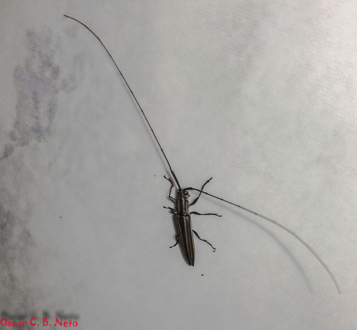 Hippopsis cf. truncatella - Hippopsis Longhorn / Serra-Pau Hippopsis (Bates, 1866) Coleoptera: Polyphaga: Cucujiformia: Chrysomeloidea: Cerambycidae: Lamiinae: Agapanthiini<br />
<br />
Body length: ~8,1-11mm<br />
Date: 5th of March, 2017 at 08:39:07pm<br />
Location: Brazil, Santa Catarina, Benedito Novo (Lat: -26.77, Long: -49.36)<br />
<br />
Hippopsis is a genus of longhorn beetles in the order Coleoptera, suborder Polyphaga, infraorder Cucujiformia, superfamily Chrysomeloidea, family Cerambycidae, subfamily Lamiinae and tribe Agapanthiini.<br />
<br />
At first I believed this was a H. lemniscata lemniscata but saw the genus Hippopsicon. Cesar nailed the riddle harder than me, giving a third, more probable option: Hippopsis cf. truncatella.<br />
<br />
Hippopsicon (links in the comments) is an African genus so, unless they were introduced here, the likeliness of this being one is close to zero. H. lemniscata lemniscata also seems incorrect due to distribution status. However, the genus Hippopsis (link in the comments) seems correct. Running the Martins &amp; Galileo (2006) key Cesar kindly provided  (<a href="http://www.scielo.br/pdf/rbent/v50n4/07.pdf)" rel="nofollow">http://www.scielo.br/pdf/rbent/v50n4/07.pdf)</a>, H. truncatella along with other Hippopsis seem to be present in the state of Santa Catarina, all of which H. truncatella seems to better match morphologically through visual aspects (link in the comments).<br />
<br />
The key mentions smaller dimmensions with a length of around 8,1-10,6mm, but other sources indicate a length of around 11mm. Pronotum lacks gibbosities.<br />
<br />
Antennae measuring around 3 times the body's size. Four longitudinal light stripes could be seen on the pronotum and on the elytra. Elytral extremities are pointy. The prothorax is longer than large; pronotum without elevations; metepisternum coated by a yellowish, dense pubescence; sides of metasternum with a yellowish pubescent stripe away from the external border; urosternites with whitish pubescent bands on the sides; procoxae lack tubercles.<br />
<br />
Their larvae are known to bury in fallen wood, so far as the translation is correct: <a href="https://id.wikipedia.org/wiki/Hippopsis_truncatella" rel="nofollow">https://id.wikipedia.org/wiki/Hippopsis_truncatella</a><br />
<br />
Hippopsis are incredible little Cerambycids. They seem to be parasitize slender branches of trees. They choose the most slender twigs to cling to closely by their short, stout legs, and elongate claws to be of difficult detection; a great defensive mechanism against predation.<br />
<br />
The first described species in Hippopsis was in the genus Saperda (Fabricius, 1775: Saperda lemniscata, Fabricius, 1801) in the United States.<br />
<br />
Hippopsis truncatella are known to be distributed in Venezuela, Brasil (Roraima, Amazonas, Par&aacute;, Rond&ocirc;nia, Mato Grosso, Goi&aacute;s, Mato Grosso do Sul, Maranh&atilde;o, Bahia, Minas Gerais, Esp&iacute;rito Santo, Rio de Janeiro, S&atilde;o Paulo, Santa Catarina) and Bolivia (Santa Cruz) - <a href="https://www.gbif.org/species/134031304" rel="nofollow">https://www.gbif.org/species/134031304</a><br />
<br />
Habitats include woodlands, gardens and places with dense vegetation and plenty of wood undergoing decay.<br />
<br />
I do not know if they have host preferences. Additional details are welcome. Agapanthiini,Animalia,Arthropoda,Arthropods,Brazil,Coleoptera,Cucujiformia,Geotagged,Hippopsis,Hippopsis truncatella,Insecta,Insects,Lamiinae,Polyphaga,Summer,animal,animals,arthropod,cerambycidae,insect