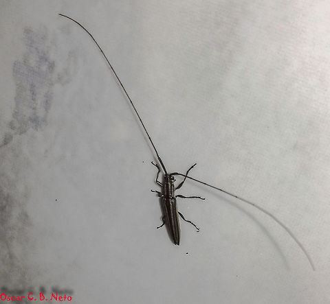 Hippopsis cf. truncatella - Hippopsis Longhorn / Serra-Pau Hippopsis (Bates, 1866) Coleoptera: Polyphaga: Cucujiformia: Chrysomeloidea: Cerambycidae: Lamiinae: Agapanthiini

Body length: ~8,1-11mm
Date: 5th of March, 2017 at 08:39:07pm
Location: Brazil, Santa Catarina, Benedito Novo (Lat: -26.77, Long: -49.36)

Hippopsis is a genus of longhorn beetles in the order Coleoptera, suborder Polyphaga, infraorder Cucujiformia, superfamily Chrysomeloidea, family Cerambycidae, subfamily Lamiinae and tribe Agapanthiini.

At first I believed this was a H. lemniscata lemniscata but saw the genus Hippopsicon. Cesar nailed the riddle harder than me, giving a third, more probable option: Hippopsis cf. truncatella.

Hippopsicon (links in the comments) is an African genus so, unless they were introduced here, the likeliness of this being one is close to zero. H. lemniscata lemniscata also seems incorrect due to distribution status. However, the genus Hippopsis (link in the comments) seems correct. Running the Martins & Galileo (2006) key Cesar kindly provided  (http://www.scielo.br/pdf/rbent/v50n4/07.pdf), H. truncatella along with other Hippopsis seem to be present in the state of Santa Catarina, all of which H. truncatella seems to better match morphologically through visual aspects (link in the comments).

The key mentions smaller dimmensions with a length of around 8,1-10,6mm, but other sources indicate a length of around 11mm. Pronotum lacks gibbosities.

Antennae measuring around 3 times the body's size. Four longitudinal light stripes could be seen on the pronotum and on the elytra. Elytral extremities are pointy. The prothorax is longer than large; pronotum without elevations; metepisternum coated by a yellowish, dense pubescence; sides of metasternum with a yellowish pubescent stripe away from the external border; urosternites with whitish pubescent bands on the sides; procoxae lack tubercles.

Their larvae are known to bury in fallen wood, so far as the translation is correct: https://id.wikipedia.org/wiki/Hippopsis_truncatella

Hippopsis are incredible little Cerambycids. They seem to be parasitize slender branches of trees. They choose the most slender twigs to cling to closely by their short, stout legs, and elongate claws to be of difficult detection; a great defensive mechanism against predation.

The first described species in Hippopsis was in the genus Saperda (Fabricius, 1775: Saperda lemniscata, Fabricius, 1801) in the United States.

Hippopsis truncatella are known to be distributed in Venezuela, Brasil (Roraima, Amazonas, Pará, Rondônia, Mato Grosso, Goiás, Mato Grosso do Sul, Maranhão, Bahia, Minas Gerais, Espírito Santo, Rio de Janeiro, São Paulo, Santa Catarina) and Bolivia (Santa Cruz) - https://www.gbif.org/species/134031304

Habitats include woodlands, gardens and places with dense vegetation and plenty of wood undergoing decay.

I do not know if they have host preferences. Additional details are welcome. Agapanthiini,Animalia,Arthropoda,Arthropods,Brazil,Coleoptera,Cucujiformia,Geotagged,Hippopsis,Hippopsis truncatella,Insecta,Insects,Lamiinae,Polyphaga,Summer,animal,animals,arthropod,cerambycidae,insect