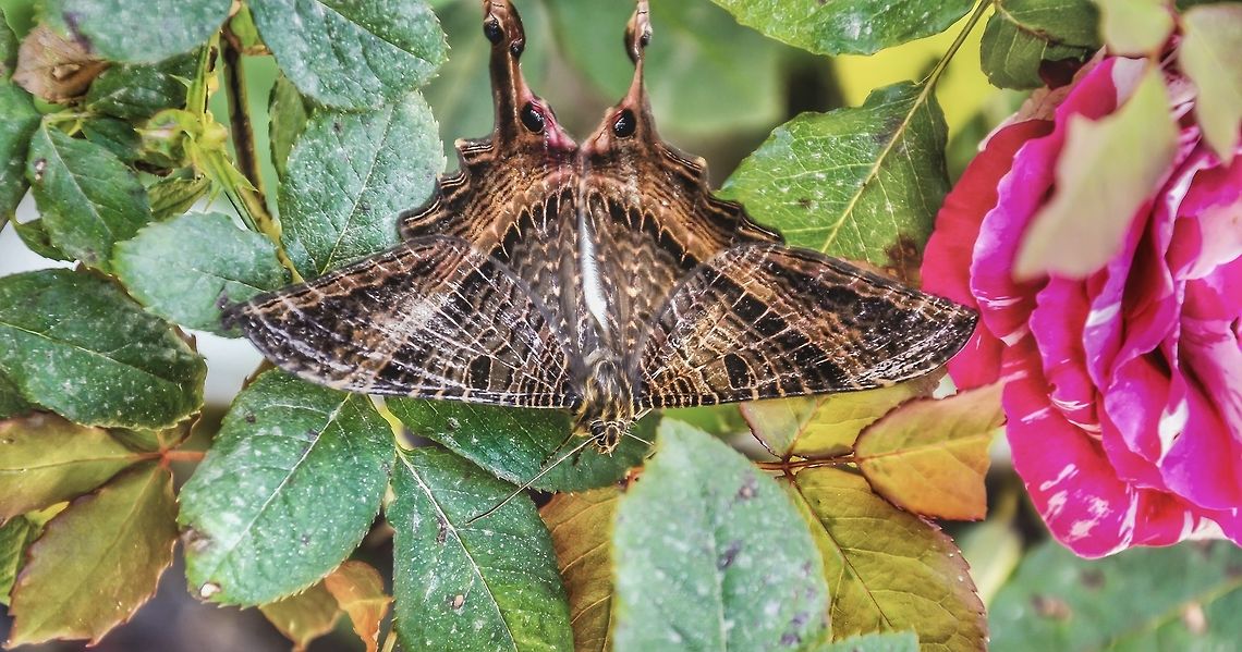 Mania (ex: Nothus; Sematura) empedocles (Cramer, 1782) Lepidoptera: Bombycina: Geometroidea: Sematuridae: Sematurinae<br />
<br />
Wingspan: 42-100mm; Subject portrayed is mostly inclined towards around 100mm.<br />
<br />
Location: Brazil, Santa Catarina, Benedito Novo (Lat: -26.769108036913583, Long: -49.36295671411665, Accuracy in meters: 1.6994649122645131)<br />
Date: 29th of July, 2017 at 01:10:26pm<br />
<br />
The genus Mania belongs in the order Lepidoptera, superfamily Geometroidea, family Sematuridae and subfamily Sematurinae.<br />
<br />
The larvae of Mania were documented feeding on Fabaceae and Myrtaceae.<br />
<br />
<br />
They used to belong in the genus Nothus and were later changed to Sematura, but both of these nomenclatures are incorrect; the correct genus name, as of now, is Mania. The family Sematuridae might also change in the future. The subject portrayed seems to be a male, but I can&#039;t find any conclusive evidence that proves this point. Mania were also seen camouflaging themselves near Mimosaceae.<br />
<br />
Mainly, the family is made of nocturnal and crepuscular individuals. There are 35 species in the family Sematuridae; a single genus with one species occurs in Africa (as far as my knowledge goes, so this requires confirmation) whilst the others occur in the Neotropical zone. The wingspan of adults in this family can go from 42 to 100mm and their body is robust in most species. The wings are triangular; posterior wings present a tail-like projection with oceli designs.<br />
<br />
Sources:<br />
<br />
<a href="https://en.wikipedia.org/wiki/Mania_(genus)" rel="nofollow">https://en.wikipedia.org/wiki/Mania_(genus)</a><br />
<br />
Borboletas e Mariposas de Santa Catarina (E-Book)<br />
<br />
Distinguishing males of Mania lunus from Mania empedocles:<br />
<a href="https://www.researchgate.net/figure/Diagnostic-features-to-distinguish-males-of-Mania-lunus-Inniss-Field-mercury-vapour_fig2_312190067" rel="nofollow">https://www.researchgate.net/figure/Diagnostic-features-to-distinguish-males-of-Mania-lunus-Inniss-Field-mercury-vapour_fig2_312190067</a><br />
<br />
Distinguishing Mania diana from Mania empedocles: <br />
<a href="http://3.bp.blogspot.com/-ha9aDo5A6Ew/VnSRZlyMpsI/AAAAAAAAjOo/7pnxWMuPzYo/s1600/Sematura_Amanda.jpg" rel="nofollow">http://3.bp.blogspot.com/-ha9aDo5A6Ew/VnSRZlyMpsI/AAAAAAAAjOo/7pnxWMuPzYo/s1600/Sematura_Amanda.jpg</a> Animalia,Arthropoda,Arthropods,Brazil,Butterfly,GEOMETROIDEA,Geotagged,Insecta,Insects,Lepidoptera,Mania,Mania empedocles,Sematuridae,Sematurinae,animal,animals,arthropod,heterocera,insect