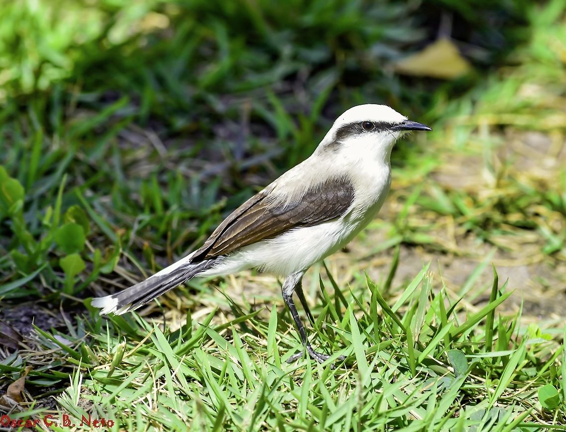 Fluvicola nengeta nengeta - Lavadeira-Mascarada / Noivinha / Masked Water-Tyrant... (Linnaeus, 1766) Aves: Passeriformes: Tyranni: Tyrannidae: Tyranninae<br />
<br />
Height: 145-150mm (200mm?)<br />
Date:<br />
<br />
This picture - 8th of September, 2018 at 07:52:14am.<br />
<br />
Second picture - 8th of September. 2018 at 07:39:58am.<br />
<br />
<figure class="photo"><a href="https://www.jungledragon.com/image/66897/fluvicola_nengeta_nengeta_-_lavadeira-mascarada_noivinha_masked_water-tyrant..._linnaeus_1766.html" title="Fluvicola nengeta nengeta - Lavadeira-Mascarada / Noivinha / Masked Water-Tyrant... (Linnaeus, 1766)"><img src="https://s3.amazonaws.com/media.jungledragon.com/images/3305/66897_thumb.jpg?AWSAccessKeyId=05GMT0V3GWVNE7GGM1R2&Expires=1770854410&Signature=kUrb2e%2FADBmj63QVCWcozYV16oc%3D" width="200" height="146" alt="Fluvicola nengeta nengeta - Lavadeira-Mascarada / Noivinha / Masked Water-Tyrant... (Linnaeus, 1766) Aves: Passeriformes: Tyranni: Tyrannidae: Tyranninae<br />
<br />
Date: 8th of September, 2018 at 07:39:58am<br />
Location: Brazil, Cear&aacute;, Fortaleza<br />
<br />
Full post here: https://www.jungledragon.com/image/66892/fluvicola_nengeta_nengeta.html 2018,Animalia,Aves,Birds,Brazil,Fluvicola nengeta,Fluvicola nengeta nengeta,Geotagged Animalia,Masked Water-Tyrant,Masked water tyrant,Passeriformes,South America,Tyranni,Tyrannidae,Tyranninae,animal,animals,bird,nature,south american birds" /></a></figure><br />
<br />
Third picture - 8th of September, 2018 at 07:39:57am.<br />
<br />
<figure class="photo"><a href="https://www.jungledragon.com/image/66896/fluvicola_nengeta_nengeta_-_lavadeira-mascarada_noivinha_masked_water-tyrant..._linnaeus_1766.html" title="Fluvicola nengeta nengeta - Lavadeira-Mascarada / Noivinha / Masked Water-Tyrant... (Linnaeus, 1766)"><img src="https://s3.amazonaws.com/media.jungledragon.com/images/3305/66896_thumb.jpg?AWSAccessKeyId=05GMT0V3GWVNE7GGM1R2&Expires=1770854410&Signature=n2L8%2F4Q2ofYDx%2FTbOAPsgdgoe4s%3D" width="152" height="152" alt="Fluvicola nengeta nengeta - Lavadeira-Mascarada / Noivinha / Masked Water-Tyrant... (Linnaeus, 1766) Aves: Passeriformes: Tyranni: Tyrannidae: Tyranninae<br />
<br />
Date: 8th of September, 2018 at 07:39:57am<br />
Location: Brazil, Cear&aacute;, Fortaleza.<br />
<br />
Full post here: https://www.jungledragon.com/image/66892/fluvicola_nengeta_nengeta.html 2018,Animalia,Aves,Birds,Brazil,Fluvicola nengeta,Fluvicola nengeta nengeta,Geotagged Animalia,Masked Water-Tyrant,Masked water tyrant,Passeriformes,South America,Tyranni,Tyrannidae,Tyranninae,animal,animals,bird,nature,south american birds" /></a></figure><br />
<br />
Fluvicola nengeta nengeta is a bird in the class Aves, order Passeriformes, suborder Tyranni, family Tyrannidae and subfamily Tyranninae.<br />
<br />
Adults depict a white plumage, a black stripe going just before the eyes towards the beak and circling the head towards the posterior of the other eye. The wings are blackish-brown, the beak is pointy and the legs are dark. The tail is composed of black feathers with a white tip while the dorso of the body is white. The crown, neck and forehead are white. The mantle possesses a slightly lighter, greyish-brown coloring, with the wings being mostly blackish-brown, yet also displaying a darker greyish-brown coloring. The iris of the eyes is black.<br />
<br />
The bird's chirp is low yet constant, often given in flight and proceeding to be repeated softly.<br />
<br />
Twigs are used to make the nests on the surface of the water and next to trees, a strategic survival technique to protect the offspring against predation. Originally, they were found in the Northwest of Brazil but are now expanding towards the South of Brazil, including the Atlantic Forest and S&atilde;o Paulo to Santa Catarina given all the deforastation conducted to make constructions and anthropogenic environments, including the artificial creation of pastures, weirs and semi-arids, with the important mention of climatic changes and artificial coursing of rivers on the Southwestern region. The Atlantic Forest previously served as a barrier to their spreading but due to its loss of space and replacement for pastures and cultures that are reminiscent of the semi-arid, their wider distribution became a fact.<br />
<br />
This is a bird of small stature, measuring around 145-150mm (with claims up to 200mm) in height with no apparent sexual dimorphism.<br />
<br />
They are usually mistaken with the similar Xolmis velatus which can be easily differentiated from Fluvicola nengeta through careful observation of physical traits, such as the discontinuation of the facial stripe towards the beak, different wing patterns and coloring, as well as a much different behavior, preferring to live away from the water.<br />
<br />
Adults rarely stray from water sources, where they usually hunt for Arthropoda, their main food source, and live around floating vegetation. Primarily, foraging takes place on or near the ground.<br />
<br />
This source (<a href="http://g1.globo.com/sp/campinas-regiao/terra-da-gente/fauna/noticia/2015/02/lavadeira-mascarada.html)" rel="nofollow">http://g1.globo.com/sp/campinas-regiao/terra-da-gente/fauna/noticia/2015/02/lavadeira-mascarada.html)</a> mentions a very subtle sexual dimorphism in which the males possess a darker back; this definitely requires confirmation.<br />
<br />
During the mating display, "...they face each other with the tail spread and raised, bobbing up and down..." (source in the comments), also fanning the tail and spreading the wings. When young they are similar to the adults, but they display a slight, pale yellow labial comissure. Incubation takes around 15 days and two to three birds are born. The eggs are white with brown markings. Males and females are usually seen together. The males monitor and defend the nests. The mating season goes from November to March with up to 4 broods. Two subspecies are present: Fluvicola nengeta atripennis (P. L. Sclater, 1860) - Southwest of Colombia (Nari&ntilde;o), West of Ecuador (South from Esmeraldas), South to extreme Northwestern Peru (Tumbes). (<a href="https://www.hbw.com/node/1348326)" rel="nofollow">https://www.hbw.com/node/1348326)</a><br />
<br />
Fluvicola nengeta nengeta (Linnaeus, 1766) - Eastern and Southern Brazil from Eastern Par&aacute; and Tocantins to Eastern Rio Grande do Norte, South to Mato Grosso do Sul and Santa Catarina, recently expanding to Northeastern Argentina (Misiones) and Southeastern Paraguay. (<a href="https://www.hbw.com/node/1347629)" rel="nofollow">https://www.hbw.com/node/1347629)</a><br />
<br />
The scientific name translates to "riverside whispering bird". The F. n. nengeta's population is listed in the IUCN 3.1 as "Least Concern".<br />
<br />
Sources:<br />
<br />
The very good source of information on Aves, also including the sounds the F. nengeta make: <a href="https://www.wikiaves.com.br/lavadeira-mascarada" rel="nofollow">https://www.wikiaves.com.br/lavadeira-mascarada</a><br />
<br />
<a href="https://pt.wikipedia.org/wiki/Lavadeira-mascarada" rel="nofollow">https://pt.wikipedia.org/wiki/Lavadeira-mascarada</a><br />
<br />
<a href="https://www.photoaves.com/lavadeira-mascarada" rel="nofollow">https://www.photoaves.com/lavadeira-mascarada</a><br />
<br />
<a href="http://apassarinhologa.com.br/lavadeira-mascarada-fluvicola-nengeta/" rel="nofollow">http://apassarinhologa.com.br/lavadeira-mascarada-fluvicola-nengeta/</a><br />
<br />
<a href="http://g1.globo.com/sp/campinas-regiao/terra-da-gente/fauna/noticia/2015/02/lavadeira-mascarada.html" rel="nofollow">http://g1.globo.com/sp/campinas-regiao/terra-da-gente/fauna/noticia/2015/02/lavadeira-mascarada.html</a><br />
<br />
<a href="https://www.hbw.com/ibc/species/masked-water-tyrant-fluvicola-nengeta" rel="nofollow">https://www.hbw.com/ibc/species/masked-water-tyrant-fluvicola-nengeta</a><br />
<br />
F. n. atripennis at the bottom of the page: <a href="http://antpitta.com/images/photos/tyrants/gallery_tyrants5.htm" rel="nofollow">http://antpitta.com/images/photos/tyrants/gallery_tyrants5.htm</a><br />
<br />
<a href="http://eol.org/pages/1053131/overview" rel="nofollow">http://eol.org/pages/1053131/overview</a> 2018,Animalia,Aves,Birds,Brazil,Fluvicola nengeta,Fluvicola nengeta nengeta,Geotagged Animalia,Masked Water-Tyrant,Masked water tyrant,Passeriformes,South America,Tyranni,Tyrannidae,Tyranninae,animal,animals,bird,nature,south american birds