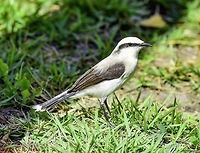 Fluvicola nengeta nengeta - Lavadeira-Mascarada / Noivinha / Masked Water-Tyrant... (Linnaeus, 1766) Aves: Passeriformes: Tyranni: Tyrannidae: Tyranninae<br />
<br />
Height: 145-150mm (200mm?)<br />
Date:<br />
<br />
This picture - 8th of September, 2018 at 07:52:14am.<br />
<br />
Second picture - 8th of September. 2018 at 07:39:58am.<br />
<br />
https://www.jungledragon.com/image/66897/fluvicola_nengeta_nengeta_-_lavadeira-mascarada_noivinha_masked_water-tyrant..._linnaeus_1766.html<br />
<br />
Third picture - 8th of September, 2018 at 07:39:57am.<br />
<br />
https://www.jungledragon.com/image/66896/fluvicola_nengeta_nengeta_-_lavadeira-mascarada_noivinha_masked_water-tyrant..._linnaeus_1766.html<br />
<br />
Fluvicola nengeta nengeta is a bird in the class Aves, order Passeriformes, suborder Tyranni, family Tyrannidae and subfamily Tyranninae.<br />
<br />
Adults depict a white plumage, a black stripe going just before the eyes towards the beak and circling the head towards the posterior of the other eye. The wings are blackish-brown, the beak is pointy and the legs are dark. The tail is composed of black feathers with a white tip while the dorso of the body is white. The crown, neck and forehead are white. The mantle possesses a slightly lighter, greyish-brown coloring, with the wings being mostly blackish-brown, yet also displaying a darker greyish-brown coloring. The iris of the eyes is black.<br />
<br />
The bird's chirp is low yet constant, often given in flight and proceeding to be repeated softly.<br />
<br />
Twigs are used to make the nests on the surface of the water and next to trees, a strategic survival technique to protect the offspring against predation. Originally, they were found in the Northwest of Brazil but are now expanding towards the South of Brazil, including the Atlantic Forest and S&atilde;o Paulo to Santa Catarina given all the deforastation conducted to make constructions and anthropogenic environments, including the artificial creation of pastures, weirs and semi-arids, with the important mention of climatic changes and artificial coursing of rivers on the Southwestern region. The Atlantic Forest previously served as a barrier to their spreading but due to its loss of space and replacement for pastures and cultures that are reminiscent of the semi-arid, their wider distribution became a fact.<br />
<br />
This is a bird of small stature, measuring around 145-150mm (with claims up to 200mm) in height with no apparent sexual dimorphism.<br />
<br />
They are usually mistaken with the similar Xolmis velatus which can be easily differentiated from Fluvicola nengeta through careful observation of physical traits, such as the discontinuation of the facial stripe towards the beak, different wing patterns and coloring, as well as a much different behavior, preferring to live away from the water.<br />
<br />
Adults rarely stray from water sources, where they usually hunt for Arthropoda, their main food source, and live around floating vegetation. Primarily, foraging takes place on or near the ground.<br />
<br />
This source (http://g1.globo.com/sp/campinas-regiao/terra-da-gente/fauna/noticia/2015/02/lavadeira-mascarada.html) mentions a very subtle sexual dimorphism in which the males possess a darker back; this definitely requires confirmation.<br />
<br />
During the mating display, "...they face each other with the tail spread and raised, bobbing up and down..." (source in the comments), also fanning the tail and spreading the wings. When young they are similar to the adults, but they display a slight, pale yellow labial comissure. Incubation takes around 15 days and two to three birds are born. The eggs are white with brown markings. Males and females are usually seen together. The males monitor and defend the nests. The mating season goes from November to March with up to 4 broods. Two subspecies are present: Fluvicola nengeta atripennis (P. L. Sclater, 1860) - Southwest of Colombia (Nari&ntilde;o), West of Ecuador (South from Esmeraldas), South to extreme Northwestern Peru (Tumbes). (https://www.hbw.com/node/1348326)<br />
<br />
Fluvicola nengeta nengeta (Linnaeus, 1766) - Eastern and Southern Brazil from Eastern Par&aacute; and Tocantins to Eastern Rio Grande do Norte, South to Mato Grosso do Sul and Santa Catarina, recently expanding to Northeastern Argentina (Misiones) and Southeastern Paraguay. (https://www.hbw.com/node/1347629)<br />
<br />
The scientific name translates to "riverside whispering bird". The F. n. nengeta's population is listed in the IUCN 3.1 as "Least Concern".<br />
<br />
Sources:<br />
<br />
The very good source of information on Aves, also including the sounds the F. nengeta make: https://www.wikiaves.com.br/lavadeira-mascarada<br />
<br />
https://pt.wikipedia.org/wiki/Lavadeira-mascarada<br />
<br />
https://www.photoaves.com/lavadeira-mascarada<br />
<br />
http://apassarinhologa.com.br/lavadeira-mascarada-fluvicola-nengeta/<br />
<br />
http://g1.globo.com/sp/campinas-regiao/terra-da-gente/fauna/noticia/2015/02/lavadeira-mascarada.html<br />
<br />
https://www.hbw.com/ibc/species/masked-water-tyrant-fluvicola-nengeta<br />
<br />
F. n. atripennis at the bottom of the page: http://antpitta.com/images/photos/tyrants/gallery_tyrants5.htm<br />
<br />
http://eol.org/pages/1053131/overview 2018,Animalia,Aves,Birds,Brazil,Fluvicola nengeta,Fluvicola nengeta nengeta,Geotagged Animalia,Masked Water-Tyrant,Masked water tyrant,Passeriformes,South America,Tyranni,Tyrannidae,Tyranninae,animal,animals,bird,nature,south american birds