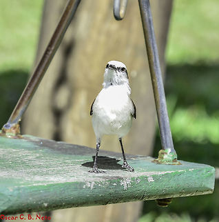 Fluvicola nengeta nengeta - Lavadeira-Mascarada / Noivinha / Masked Water-Tyrant... (Linnaeus, 1766) Aves: Passeriformes: Tyranni: Tyrannidae: Tyranninae

Date: 8th of September, 2018 at 07:39:57am
Location: Brazil, Cear&aacute;, Fortaleza.

Full post here: https://www.jungledragon.com/image/66892/fluvicola_nengeta_nengeta.html 2018,Animalia,Aves,Birds,Brazil,Fluvicola nengeta,Fluvicola nengeta nengeta,Geotagged Animalia,Masked Water-Tyrant,Masked water tyrant,Passeriformes,South America,Tyranni,Tyrannidae,Tyranninae,animal,animals,bird,nature,south american birds