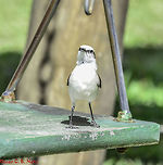 Fluvicola nengeta nengeta - Lavadeira-Mascarada / Noivinha / Masked Water-Tyrant... (Linnaeus, 1766) Aves: Passeriformes: Tyranni: Tyrannidae: Tyranninae<br />
<br />
Date: 8th of September, 2018 at 07:39:57am<br />
Location: Brazil, Cear&aacute;, Fortaleza.<br />
<br />
Full post here: https://www.jungledragon.com/image/66892/fluvicola_nengeta_nengeta.html 2018,Animalia,Aves,Birds,Brazil,Fluvicola nengeta,Fluvicola nengeta nengeta,Geotagged Animalia,Masked Water-Tyrant,Masked water tyrant,Passeriformes,South America,Tyranni,Tyrannidae,Tyranninae,animal,animals,bird,nature,south american birds