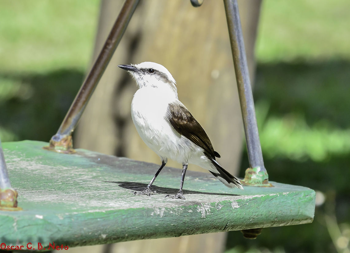 Fluvicola nengeta nengeta - Lavadeira-Mascarada / Noivinha / Masked Water-Tyrant... (Linnaeus, 1766) Aves: Passeriformes: Tyranni: Tyrannidae: Tyranninae<br />
<br />
Date: 8th of September, 2018 at 07:39:58am<br />
Location: Brazil, Cear&aacute;, Fortaleza<br />
<br />
Full post here: <figure class="photo"><a href="https://www.jungledragon.com/image/66892/fluvicola_nengeta_nengeta_-_lavadeira-mascarada_noivinha_masked_water-tyrant..._linnaeus_1766.html" title="Fluvicola nengeta nengeta - Lavadeira-Mascarada / Noivinha / Masked Water-Tyrant... (Linnaeus, 1766)"><img src="https://s3.amazonaws.com/media.jungledragon.com/images/3305/66892_thumb.jpg?AWSAccessKeyId=05GMT0V3GWVNE7GGM1R2&Expires=1759968010&Signature=y%2BIxbp2tv3tewCZeO3QdU3UoAYQ%3D" width="200" height="154" alt="Fluvicola nengeta nengeta - Lavadeira-Mascarada / Noivinha / Masked Water-Tyrant... (Linnaeus, 1766) Aves: Passeriformes: Tyranni: Tyrannidae: Tyranninae<br />
<br />
Height: 145-150mm (200mm?)<br />
Date:<br />
<br />
This picture - 8th of September, 2018 at 07:52:14am.<br />
<br />
Second picture - 8th of September. 2018 at 07:39:58am.<br />
<br />
https://www.jungledragon.com/image/66897/fluvicola_nengeta_nengeta_-_lavadeira-mascarada_noivinha_masked_water-tyrant..._linnaeus_1766.html<br />
<br />
Third picture - 8th of September, 2018 at 07:39:57am.<br />
<br />
https://www.jungledragon.com/image/66896/fluvicola_nengeta_nengeta_-_lavadeira-mascarada_noivinha_masked_water-tyrant..._linnaeus_1766.html<br />
<br />
Fluvicola nengeta nengeta is a bird in the class Aves, order Passeriformes, suborder Tyranni, family Tyrannidae and subfamily Tyranninae.<br />
<br />
Adults depict a white plumage, a black stripe going just before the eyes towards the beak and circling the head towards the posterior of the other eye. The wings are blackish-brown, the beak is pointy and the legs are dark. The tail is composed of black feathers with a white tip while the dorso of the body is white. The crown, neck and forehead are white. The mantle possesses a slightly lighter, greyish-brown coloring, with the wings being mostly blackish-brown, yet also displaying a darker greyish-brown coloring. The iris of the eyes is black.<br />
<br />
The bird&#039;s chirp is low yet constant, often given in flight and proceeding to be repeated softly.<br />
<br />
Twigs are used to make the nests on the surface of the water and next to trees, a strategic survival technique to protect the offspring against predation. Originally, they were found in the Northwest of Brazil but are now expanding towards the South of Brazil, including the Atlantic Forest and S&atilde;o Paulo to Santa Catarina given all the deforastation conducted to make constructions and anthropogenic environments, including the artificial creation of pastures, weirs and semi-arids, with the important mention of climatic changes and artificial coursing of rivers on the Southwestern region. The Atlantic Forest previously served as a barrier to their spreading but due to its loss of space and replacement for pastures and cultures that are reminiscent of the semi-arid, their wider distribution became a fact.<br />
<br />
This is a bird of small stature, measuring around 145-150mm (with claims up to 200mm) in height with no apparent sexual dimorphism.<br />
<br />
They are usually mistaken with the similar Xolmis velatus which can be easily differentiated from Fluvicola nengeta through careful observation of physical traits, such as the discontinuation of the facial stripe towards the beak, different wing patterns and coloring, as well as a much different behavior, preferring to live away from the water.<br />
<br />
Adults rarely stray from water sources, where they usually hunt for Arthropoda, their main food source, and live around floating vegetation. Primarily, foraging takes place on or near the ground.<br />
<br />
This source (http://g1.globo.com/sp/campinas-regiao/terra-da-gente/fauna/noticia/2015/02/lavadeira-mascarada.html) mentions a very subtle sexual dimorphism in which the males possess a darker back; this definitely requires confirmation.<br />
<br />
During the mating display, &quot;...they face each other with the tail spread and raised, bobbing up and down...&quot; (source in the comments), also fanning the tail and spreading the wings. When young they are similar to the adults, but they display a slight, pale yellow labial comissure. Incubation takes around 15 days and two to three birds are born. The eggs are white with brown markings. Males and females are usually seen together. The males monitor and defend the nests. The mating season goes from November to March with up to 4 broods. Two subspecies are present: Fluvicola nengeta atripennis (P. L. Sclater, 1860) - Southwest of Colombia (Nari&ntilde;o), West of Ecuador (South from Esmeraldas), South to extreme Northwestern Peru (Tumbes). (https://www.hbw.com/node/1348326)<br />
<br />
Fluvicola nengeta nengeta (Linnaeus, 1766) - Eastern and Southern Brazil from Eastern Par&aacute; and Tocantins to Eastern Rio Grande do Norte, South to Mato Grosso do Sul and Santa Catarina, recently expanding to Northeastern Argentina (Misiones) and Southeastern Paraguay. (https://www.hbw.com/node/1347629)<br />
<br />
The scientific name translates to &quot;riverside whispering bird&quot;. The F. n. nengeta&#039;s population is listed in the IUCN 3.1 as &quot;Least Concern&quot;.<br />
<br />
Sources:<br />
<br />
The very good source of information on Aves, also including the sounds the F. nengeta make: https://www.wikiaves.com.br/lavadeira-mascarada<br />
<br />
https://pt.wikipedia.org/wiki/Lavadeira-mascarada<br />
<br />
https://www.photoaves.com/lavadeira-mascarada<br />
<br />
http://apassarinhologa.com.br/lavadeira-mascarada-fluvicola-nengeta/<br />
<br />
http://g1.globo.com/sp/campinas-regiao/terra-da-gente/fauna/noticia/2015/02/lavadeira-mascarada.html<br />
<br />
https://www.hbw.com/ibc/species/masked-water-tyrant-fluvicola-nengeta<br />
<br />
F. n. atripennis at the bottom of the page: http://antpitta.com/images/photos/tyrants/gallery_tyrants5.htm<br />
<br />
http://eol.org/pages/1053131/overview 2018,Animalia,Aves,Birds,Brazil,Fluvicola nengeta,Fluvicola nengeta nengeta,Geotagged Animalia,Masked Water-Tyrant,Masked water tyrant,Passeriformes,South America,Tyranni,Tyrannidae,Tyranninae,animal,animals,bird,nature,south american birds" /></a></figure> 2018,Animalia,Aves,Birds,Brazil,Fluvicola nengeta,Fluvicola nengeta nengeta,Geotagged Animalia,Masked Water-Tyrant,Masked water tyrant,Passeriformes,South America,Tyranni,Tyrannidae,Tyranninae,animal,animals,bird,nature,south american birds