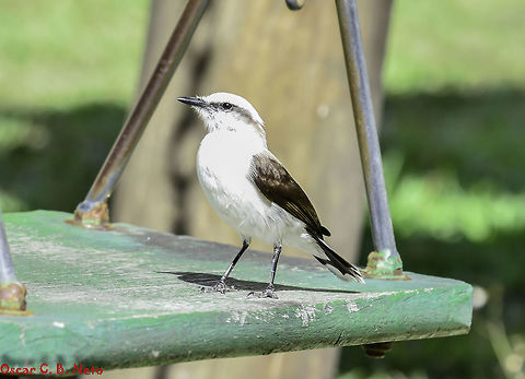 Fluvicola nengeta nengeta - Lavadeira-Mascarada / Noivinha / Masked Water-Tyrant... (Linnaeus, 1766) Aves: Passeriformes: Tyranni: Tyrannidae: Tyranninae

Date: 8th of September, 2018 at 07:39:58am
Location: Brazil, Ceará, Fortaleza

Full post here: https://www.jungledragon.com/image/66892/fluvicola_nengeta_nengeta.html 2018,Animalia,Aves,Birds,Brazil,Fluvicola nengeta,Fluvicola nengeta nengeta,Geotagged Animalia,Masked Water-Tyrant,Masked water tyrant,Passeriformes,South America,Tyranni,Tyrannidae,Tyranninae,animal,animals,bird,nature,south american birds