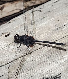 Pin-tailed pondhawk