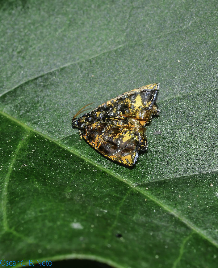 Mictopsichia hubneriana - Mictopsichia Moth (Stoll, 1787) Lepidoptera: Apoditrysia: Tortricoidea: Tortricidae: Tortricinae: New Tribe 3<br />
<br />
Wingspan: ~20mm<br />
Date: 15th of July, 2018 at 10:01:21am<br />
Location: Brazil, Cear&aacute;, Itamb&eacute;, Caucaia (Lat: 3.7145720415566794, Long: 38.6436581611905, Accuracy in  meters: 152.5655732164612)<br />
<br />
Mictopsichia is a genus of moth in the order Lepidoptera, subdivision Apoditrysia, superfamily Tortricoidea, family Tortricidae, subfamily Tortricinae and in a new tribe with no known name to me in which only the genus Mictopsichia is in.<br />
<br />
Some entities still place them under the subfamily Chlidanotinae as can be seen in the sources further down. This classification is wrong.<br />
<br />
Found in a national reserve open to visitors with plenty of wild vegetations. <br />
<br />
This moth seems to be rare and I&#039;m not going to suggest an accurate overall wingspan because the adults possess great size variations, with up to 2 - 3mm in difference. The subject portrayed measured around 20mm in wingspan and I have no way to confirm this. Synonyms to this moth include Phalaena (Tortrix) hubneriana (Stoll, in Cramer, 1791) and Mictopsichia hubnerana (H&uuml;bner, [1825]). So far, they are known to be distributed in Bolivia, Brazil, Panama (<a href="https://flic.kr/p/HDK9Hy)" rel="nofollow">https://flic.kr/p/HDK9Hy)</a> and Guyana. Type-species is Phalaena hubneriana (Stoll, 1787) and the current scientific name of this moth seems to be a tribute to Jacob H&uuml;bner. <br />
<br />
I could find no more informations about this moth in the literature. The moth has short antennae with a clearly visible head and large compound eyes. The antennae are yellowish-orange. The entirety of the forewings and hindwings of the moth is iridescent, glimmering and colorful, presenting shades of yellow, orange, brown, red, black and, perhaps, blue. Patterns are complex and hard to describe. <br />
<br />
Their distribution status in Brazil is: Recife, Pernambuco; Caseara, Tocantins; Cear&aacute;, Itamb&eacute;, Caucaia. This distribution status is most likely lacking.<br />
<br />
Recife, Pernambuco specimen: <a href="https://www.flickr.com/photos/douglashamelo/15435880311" rel="nofollow">https://www.flickr.com/photos/douglashamelo/15435880311</a><br />
<br />
Caseara, Tocantins specimen: <a href="http://borboletaskmariposas.blogspot.com/2014/08/mictopsichia-hubneriana-stoll-1787.html?spref=pi" rel="nofollow">http://borboletaskmariposas.blogspot.com/2014/08/mictopsichia-hubneriana-stoll-1787.html?spref=pi</a><br />
<br />
The Cear&aacute; specimen is the subject portrayed.<br />
<br />
I could also find these specimens in iNaturalist:<br />
<br />
<a href="https://inaturalist.ca/taxa/706600-Mictopsichia-hubneriana/browse_photos" rel="nofollow">https://inaturalist.ca/taxa/706600-Mictopsichia-hubneriana/browse_photos</a><br />
<br />
Chlidonatinae as subfamily, a wrong classification due to the informal source and the existence of more reliable sources available listing them under a new tribe in Tortricinae: <a href="https://nl.m.wikipedia.org/wiki/Mictopsichia_pentargyra" rel="nofollow">https://nl.m.wikipedia.org/wiki/Mictopsichia_pentargyra</a><br />
<br />
<a href="https://en.wikipedia.org/wiki/Mictopsichia_hubneriana" rel="nofollow">https://en.wikipedia.org/wiki/Mictopsichia_hubneriana</a><br />
<br />
<a href="http://eol.org/pages/950478/overview" rel="nofollow">http://eol.org/pages/950478/overview</a> Animalia,Arthropoda,Arthropods,Brazil,Geotagged,Insecta,Insects,Lepidoptera,Mictopsichia,Mictopsichia hubneriana,Moth,New Tribe 3,Tortricidae,Tortricinae,Tortricoidea,animal,animals,arthropod,brazilian moths,heterocera