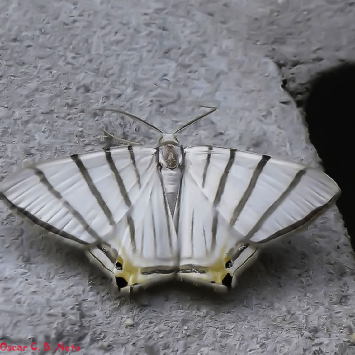 Opisthoxia metargyria - Opisthoxia Moth (Walker, 1867) Lepidoptera: Bombycina: Geometroidea: Geometridae: Ennominae: Palyadini<br />
<br />
Full post here: <figure class="photo"><a href="https://www.jungledragon.com/image/67694/opisthoxia_metargyria_-_opisthoxia_moth_walker_1867.html" title="Opisthoxia metargyria - Opisthoxia Moth (Walker, 1867)"><img src="https://s3.amazonaws.com/media.jungledragon.com/images/3305/67694_thumb.jpg?AWSAccessKeyId=05GMT0V3GWVNE7GGM1R2&Expires=1770854410&Signature=9xZxi8Qsjy49ctXzx7UntHb%2FPDk%3D" width="200" height="200" alt="Opisthoxia metargyria - Opisthoxia Moth (Walker, 1867) Lepidoptera: Bombycina: Geometroidea: Geometridae: Ennominae: Palyadini<br />
<br />
Both are different individuals of the same species found in the same day and location.<br />
<br />
Location: Brazil, Santa Catarina, Benedito Novo (Lat: -26.76913048010951, Long: -49.362922782338615, Accuracy in meters: 6.798487054687724)<br />
Wingspan: Sadly, I don't remember.<br />
Date:<br />
<br />
1 (this picture) - 25th of November, 2017 at 08:30:22pm.<br />
<br />
2 - 25th of November, 2017 at 09:37:10pm:<br />
https://www.jungledragon.com/image/67695/opisthoxia_metargyria_-_opisthoxia_moth_walker_1867.html<br />
<br />
Opisthoxia metargyria is a species of moth in the order Lepidoptera, subdivision Bombycina, superfamily Geometroidea, family Geometridae, subfamily Ennominae and tribe Palyadini.<br />
<br />
 <br />
This unusual moth sports an overall white coloring with brown or black stripes and yellow hindwing tips with black dots. They are easily mistaken with other very similar looking moth, such as Pityeja sp., Ourapyterix sp. and Phrygionis platinata (and other Phrygionis sp.), which I believed was the case for the latter even though it was different in the number of stripes. I sent to Insetologia for help and Cesar nailed the ID as Opisthoxia metargyria after citing the key I provided in the sources below. The closest species to this are Opisthoxia saturniaria (https://chr.ma/figure/5b72402f8f0e37249c6c26c8/detail?profile=mcampos&amp;category=59b02b0180bdc9021c307302) and Opisthoxia miletia (https://www.discoverlife.org/mp/20p?see=I_CAM9963&amp;res=640). The median point, farthest from the margins of the second pair of wings, along with other traits separates them from these species.<br />
<br />
Synonyms include:<br />
<br />
Argyroplutodes (Warren, 1894)<br />
Callurapteryx (Warren, 1894)<br />
Ophthalmophora (Guenee, 1857)<br />
<br />
Outer margin of the forewings with a black stripe proceeding from the submarginal point to the apex. Along the postdiscal, discal and basal areas of the forewings there are four more stripes, with a total of five. The fourth stripe starting from the outer margin stripe of the forewings connect with the correspondent stripe on the hindwings. Second stripe from the outer margin follows along the hindwings' outer margin, briefly interrupted by an ocelus and yellow patch, continuing towards (but ending before) the inner margin. Postdiscal, discal and basal areas of the hindwings are made of around 4 stripes. Tip of the hindwings, just below the yellow patches there is a large ocelus and a smaller ocelus to the side. Eyes are large, compound and green. Antennae short and the abdomen white. You can find another picture I took in the same day and location of another Opisthoxia metargyria here. Both of these pictures are of different individuals of the same species found in the same day and location.<br />
<br />
Opisthoxia was registered in this article (https://www.researchgate.net/profile/Gunnar_Brehm/publication/36449652_Diversity_of_geometrid_moths_in_a_Montane_rainforest_in_Ecuador/links/0912f504ee5a862fe5000000/Diversity-of-geometrid-moths-in-a-Montane-rainforest-in-Ecuador.pdf) as feeding on plants of the family Myrsinaceae. Palyadini, however, a Neotropical tribe, seems to be an exception to the polyphytophagous feeding habits of many other Ennominae tribus.<br />
<br />
If you know anything else about the egg-adult process, lifespan, behavior, or anatomy, please tell me and I will credit you.<br />
<br />
Other sources:<br />
<br />
http://v3.boldsystems.org/index.php/Taxbrowser_Taxonpage?taxid=675134<br />
<br />
http://eol.org/pages/412656/details<br />
<br />
https://nl.wikipedia.org/wiki/Opisthoxia_metargyria<br />
<br />
https://books.google.com.br/books?id=_ZAtDwAAQBAJ&amp;pg=PA141&amp;lpg=PA141&amp;dq=opisthoxia+metargyria&amp;source=bl&amp;ots=8vB6pFEIZ9&amp;sig=xDlJNtWAtUzThVYuD4fizvf5KF0&amp;hl=pt-BR&amp;sa=X&amp;sqi=2&amp;ved=2ahUKEwj0_quemP_dAhVOFogKHSDhAXQQ6AEwDXoECAkQAQ<br />
<br />
https://www.insetologia.com.br/2018/09/mariposa-phrygionis-em-santa-catarina.html#comment-4120932506<br />
<br />
Key: https://onlinelibrary.wiley.com/doi/pdf/10.1111/j.1365-3113.1995.tb00082.x Animalia,Arthropoda,Arthropods,Bombycina,Brazil,GEOMETROIDEA,Insecta,Insects,Moth Opisthoxia metargyria,Neotropical Moths,Opisthoxia,Opisthoxia metargyria,Palyadini,South America,animal,animals,arthropod,brazilian moths,ennominae,geometridae" /></a></figure><br />
<br />
Both are different individuals of the same species found in the same day and location.<br />
<br />
Location: Brazil, Santa Catarina, Benedito Novo (Lat: -26.76913048010951, Long: -49.362922782338615, Accuracy in meters: 6.798487054687724)<br />
Wingspan: Sadly, I don't remember. Animalia,Arthropoda,Arthropods,Bombycina,Brazil,GEOMETROIDEA,Insecta,Insects,Moth Opisthoxia metargyria,Neotropical Moths,Opisthoxia,Opisthoxia metargyria,Palyadini,South America,animal,animals,arthropod,brazilian moths,ennominae,geometridae