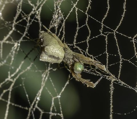 cf. Uloborus sp. - Tecelã-Orbicular-Cribelada / Cribellate Orb Weaver / Hackled-band Orb Weaver (Latreille, 1806) Arachnida: Araneae: Opisthothelae: Araneomorphae: Entelegynae: Uloboroidea: Uloboridae: Uloborinae

Ventral view: https://www.jungledragon.com/image/67773/cf._uloborus_sp._-_tecel-orbicular-cribelada_cribellate_orb_weaver_hackled-band_orb_weaver_latreille_1806.html

Uloborus is a spider in the order Araneae, suborder Opisthothelae, infraorder Araneomorphae, subdivision Entelegynae, superfamily Uloboroidea, family Uloboridae and subfamily Uloborinae.

Uloborus are a genus of cribellate spiders which possess eight subequal eyes of about the same length, which are arranged in two rows of four, a trait in Uloborinae shared with the subfamily Hyptiotinae within the family Uloboridae. The posterior row is strongly recurved. Anterior row is less recurved. Such traits are not equally present within the other subfamilies. The carapace is ovoid, longer than wide. The labium is semicircular in Uloborinae, a tad shorter in Miagrammopinae. The sternum is undivided. The chelicerae are robust and lack lateral condyles and venom glands, marking this family as one of the few families of spiders with the inability to inject venom in their prey. Fangs in this family are found in clusters of small teeth or fewer larger teeth. Tibiae are provided with a brush of long hairs. Uloborids possess dorsally compressed, curved metatarsus IV with an uniseriate calamistrum which is often absent in males. Uloborus' tarsus IV is longer than half the length of metatarsus IV. In some species tibia I is provided with a brush of hairs. The dorsal compression of metatarsi under calamistrum IV is indistinct in Uloborus. Epigyne with paired projections in Uloborus. Sometimes, males possess palps relatively large compared to their size. The female palp has dentate claws and the palpal femur has a small tubercle in many species.

The genus Uloborus often reinforce their webs with stabilimenta. Their silk is unequal with most other spiders': the Uloborus spin their webs differently; the webs are fluffy and made of nanoscale filaments. There is a theory which suggests that the reason to this is for the capture of prey through electrostatic charge. This theory says the silk seems to emerge as liquid from the silk glands and is pulled over a comblike plate on the hind legs which also gives it the appearance of wool. This technique gives them a charge and the "electrostatic fibers are thought to attract prey to the web in the same way a towel pulled from the dryer is able to attract stray socks." - This theory requires scientific confirmation and I know no scientific embasement for it on Uloborus, so providing me with a background confirming this will allow me to post this as a fact instead of a theory.

A little trivia: In the Pokémon franchise, Galvantula is an Electric-Type / Bug-Type spider which can learn the move "Electroweb".

The genus has around 72 described species that mostly occur in the tropics and subtropics with modest representation in temperate areas. Only a few species can be found in North America and Europe. Apparently, a few species from this genus were moved to Philoponella, a genus in which some species construct communal webs, Astavakra, Octonoba, Zosis, Tangaroa, Daramulunia, Purumitra, Psechrus, Sybota and Waitkera; hence the doubt on the genus ID. (https://wsc.nmbe.ch/genus/3810/Uloborus)

The genus name comes from the Greek "ouloboros" which translates to "with deadly bite", even though the whole family Uloboridae lacks venom glands.

Members of the family Uloboridae are the only cribellate spiders that spin capturing webs in the form of orbs or portions of orbs. A few species of Uloborus weave their webs in a horizontal position. "The common name of hackled-band orb weavers comes from the fact that the spiral portion of the web is constructed of an unusual type of silk thread known as hackled band." ... "Respiratory system consisting of a pair of book lungs at base of abdomen and single, median, tracheal spiracle near cribellum. Spinnerets of average size, set close together, six in number; front and hind pairs two-segmented, but apical segments small." - (http://digitallibrary.amnh.org/bitstream/handle/2246/3363/N2196.pdf) - more information can be found here

http://www.jorgenlissner.dk/Uloboridae.aspx

https://gizmodo.com/this-spider-catches-prey-with-a-web-of-electrically-cha-1682337796

https://en.wikipedia.org/wiki/Uloborus

http://eol.org/pages/34285/overview

Data:  9th of September, 2018 at 07:57:05am
Local: Brazil, Ceará, Fortaleza (Lat: -3.7514670919346025, Long: -38.48386227923129, Accuracy in meters: 38.39012013818538)

Sex: ♀ Animalia,Arachnida,Arthropoda,Arthropods,Brazil,Brazilian Spiders,Entelegynae,Opisthothelae,Spiders,Uloboridae,Uloborinae,Uloboroidea,animal,animals,araneomorphae,arthropod,spider,uloborus,unidentified,unknown