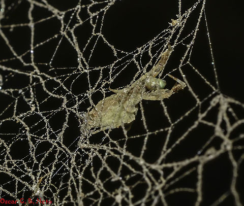 cf. Uloborus sp. - Tecelã-Orbicular-Cribelada / Cribellate Orb Weaver / Hackled-band Orb Weaver (Latreille, 1806) Arachnida: Araneae: Opisthothelae: Araneomorphae: Entelegynae: Uloboroidea: Uloboridae: Uloborinae

Full post here: https://www.jungledragon.com/image/67772/cf._uloborus_sp._-_tecel-orbicular-cribelada_cribellate_orb_weaver_hackled-band_orb_weaver_latreille_1806.html

Data: 9th of September, 2018 at 07:57:52am
Local: Brazil, Ceará, Fortaleza (Lat: -3.7514670919346025, Long: -38.48386227923129, Accuracy in meters: 38.39012013818538)

Sex: ♀ Animalia,Arachnida,Arthropoda,Arthropods,Brazil,Brazilian Spiders,Entelegynae,Opisthothelae,Spiders,Uloboridae,Uloborinae,Uloboroidea,animal,animals,araneomorphae,arthropod,spider,uloborus,unidentified,unknown