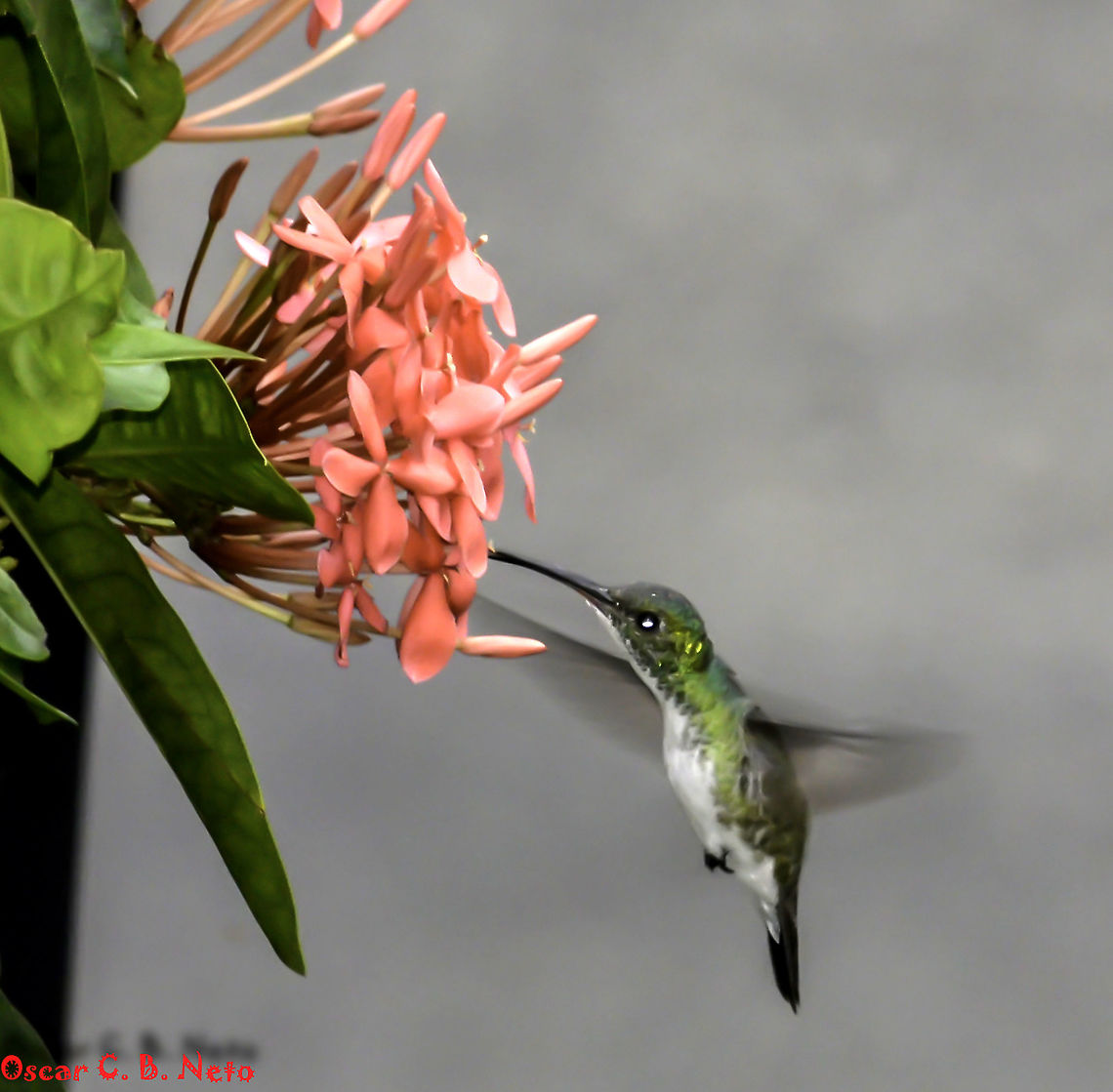 Amazilia leucogaster cf. bahiae - Plain-bellied Emerald / Beija-Flor-De-Barriga-Branca (Hartert, 1899) Aves: Apodiformes: Trochili (?): Trochilidae: Trochilinae<br />
<br />
Length: 90 - 100mm<br />
Weight: ♀ ~4,3g / ♂ ~4-4,5g<br />
<br />
Location: Brazil, Cear&aacute;, Fortaleza (Lat: -3.745874372672555, Long: -38.50708292529396, Accuracy in meters: 6.171219637882207)<br />
Date: 19th of September, 2018 at 06:49:36am.<br />
<br />
Amazilia leucogaster cf. bahiae is a subspecies of hummingbirds in the class Aves, order Apodiformes, suborder Trochili (not sure if this suborder still exists or if they removed it), family Trochilidae and subfamily Trochilinae.<br />
<br />
The genus name "Amazilia" comes from an Inca heroine of the novel "Les Incas, ou la Destruction de l'Empire du P&eacute;rou", while the species name comes from the Latin; "leukos" means "white" and "gaster" means "belly".<br />
<br />
Distribution: <a href="https://www.wikiaves.com.br/mapaRegistros_beija-flor-de-barriga-branca" rel="nofollow">https://www.wikiaves.com.br/mapaRegistros_beija-flor-de-barriga-branca</a><br />
<br />
They are of Neotropical origin. Two subspecies are present:<br />
<br />
Amazilia leucogaster leucogaster (Gmelin, 1788), which occurs in the Northeastern Venezuela until the Guyanas and North(eastern?) Brazil, East to Piau&iacute;.<br />
<br />
Amazilia leucogaster bahiae (Hartert, 1899) occurs in Eastern Brazil from Eastern Pernambuco, South along the Coast of Brazil and recently expanded to Esp&iacute;rito Santo.<br />
<br />
The species is small, measuring from 9 to 10cm in length and males weigh around 4 to 4,5g while females around 4,3g. The bill is black and straight but slightly decurves near the tip. Mandible's base pinkish with inferior parts white and spotless. Central rectrices are golden, with outer ones being dark blue with whitish tips. Postero-ocular spot is white. Dorso, crown and face are a brilliant green while the belly is white. Wings are dark with emerald-colored parts.<br />
<br />
The nest is cup-shaped and the eggs are rounded, with two usually being laid at a time. The nest is made of plant wool and sometimes in Bromeliaceae.<br />
<br />
They are commonly attracted to hummingbird feeders and are very territorialists with their feeding spots. This can cause stress between individuals and needless fights.<br />
<br />
Habitats include marshlands, swamps and many other types of vegetation such as forest edges, second growths, Cerrado, moist lowland, subtropical/tropical high tide mangroves and heavily degraded former forest, Savanna, dry areas, etc. They are commonly found in anthropogenic habitats including urbanized and even metropolis.<br />
<br />
Vocalization is made of long series of short "pseee" notes. Calls include a thin "tsink" according to HBW. You can also hear it here: <a href="http://www.oiseaux.net/birds/plain-belli.." rel="nofollow">http://www.oiseaux.net/birds/plain-belli..</a>.<br />
<br />
Feeding habits include nectar from herbs and low shrubs. Hosts include Leguminosae, Vochysiaceae, Musaceae, Acanthaceae, etc.<br />
<br />
Their conservation status is listed in IUCN 3.1 as "Least Concern", although the global population size has not been quantified. (<a href="http://www.iucnredlist.org/details/22687574/0)" rel="nofollow">http://www.iucnredlist.org/details/22687574/0)</a><br />
<br />
Sources:<br />
<br />
<a href="http://avibase.bsc-eoc.org/species.jsp?avibaseid=FB0419E0E3C75257" rel="nofollow">http://avibase.bsc-eoc.org/species.jsp?avibaseid=FB0419E0E3C75257</a><br />
<br />
<a href="http://www.hbw.com/species/plain-bellied-emerald-agyrtria-leucogaster" rel="nofollow">http://www.hbw.com/species/plain-bellied-emerald-agyrtria-leucogaster</a><br />
<br />
<a href="http://www.birdlife.org/datazone/species/factsheet/22687574" rel="nofollow">http://www.birdlife.org/datazone/species/factsheet/22687574</a><br />
<br />
<a href="http://datazone.birdlife.org/species/factsheet/plain-bellied-emerald-amazilia-leucogaster" rel="nofollow">http://datazone.birdlife.org/species/factsheet/plain-bellied-emerald-amazilia-leucogaster</a><br />
<br />
<a href="http://eol.org/pages/1274020/overview" rel="nofollow">http://eol.org/pages/1274020/overview</a><br />
<br />
<a href="https://pt.wikipedia.org/wiki/Beija-flor-de-barriga-branca" rel="nofollow">https://pt.wikipedia.org/wiki/Beija-flor-de-barriga-branca</a> Amazilia,Amazilia leucogaster,Amazilia leucogaster bahiae,Animalia,Apodiformes,Aves,Birds,Brazil,Geotagged,Neotropical,Plain-bellied emerald,South America,Trochili,Trochilidae,Trochilinae,animal,animals,bird,south american birds,wildlife