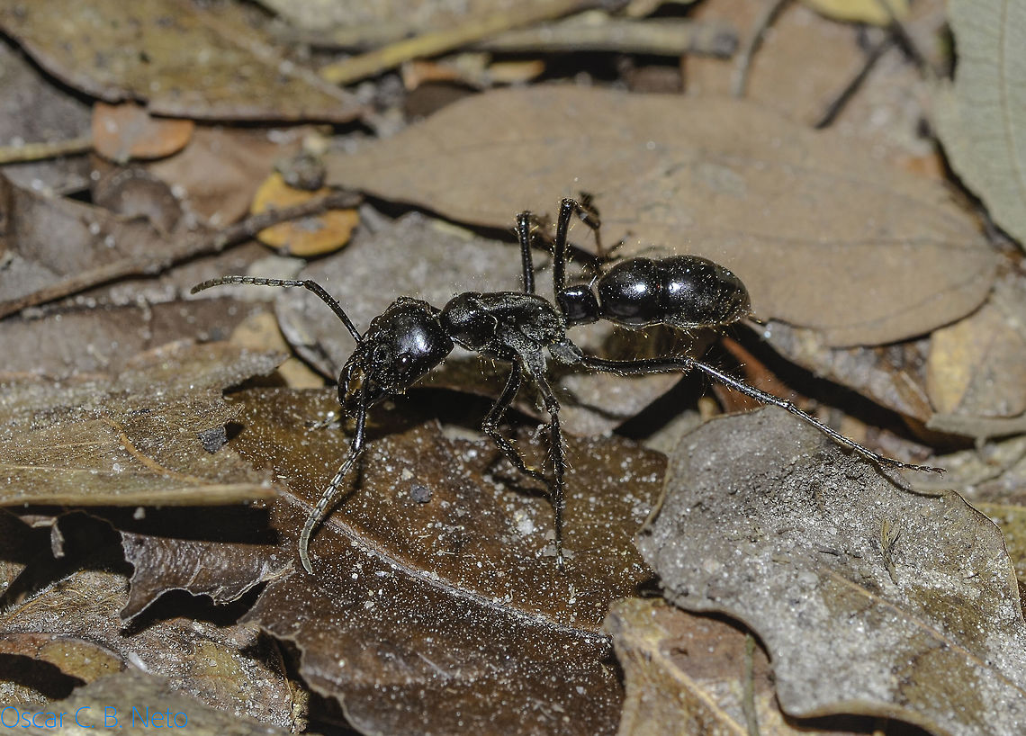 Dinoponera cf. quadriceps - Tocandira / Giant Amazon Ant (Kempf, 1971) Hymenoptera: Apocrita: Vespoidea: Formicidae: Ponerinae: Ponerini<br />
<br />
Date: 22nd of July, 2018 at 09:12:53am<br />
Location: Brazil, Ceará, Caucaia (Lat: -3.71, Long: -38.64)<br />
<br />
Sex: ♀<br />
<br />
Posterior view:<br />
<figure class="photo"><a href="https://www.jungledragon.com/image/68335/dinoponera_cf._quadriceps_-_tocandira_giant_amazon_ant_kempf_1971.html" title="Dinoponera cf. quadriceps - Tocandira / Giant Amazon Ant (Kempf, 1971)"><img src="https://s3.amazonaws.com/media.jungledragon.com/images/3305/68335_thumb.jpg?AWSAccessKeyId=05GMT0V3GWVNE7GGM1R2&Expires=1763596810&Signature=Z92Ldk6cNLyUXfEQGNPIKpf2OIA%3D" width="200" height="158" alt="Dinoponera cf. quadriceps - Tocandira / Giant Amazon Ant (Kempf, 1971) Hymenoptera: Apocrita: Vespoidea: Formicidae: Ponerinae: Ponerini<br />
<br />
Date: 22nd of July, 2018 at 09:12:50am<br />
Location: Brazil, Ceará, Caucaia (Lat: -3.71, Long: -38.64)<br />
<br />
Full post here: https://www.jungledragon.com/image/68334/dinoponera_cf._quadriceps_-_tocandira_giant_amazon_ant_kempf_1971.html Animalia,Apocrita,Arthropoda,Arthropods,Brazil,Dinoponera quadriceps,Formicidae,Geotagged,Hymenoptera,Insecta,Insects,Ponerinae,Ponerini,South America,Vespoidea,Winter,animal,animals,arthropod,insect" /></a></figure><br />
<br />
Dorsal view:<br />
<br />
<figure class="photo"><a href="https://www.jungledragon.com/image/68336/dinoponera_cf._quadriceps_-_tocandira_giant_amazon_ant_kempf_1971.html" title="Dinoponera cf. quadriceps - Tocandira / Giant Amazon Ant (Kempf, 1971)"><img src="https://s3.amazonaws.com/media.jungledragon.com/images/3305/68336_thumb.jpg?AWSAccessKeyId=05GMT0V3GWVNE7GGM1R2&Expires=1763596810&Signature=8mn9D9Avu%2FneyxDjigJcFZm8Was%3D" width="122" height="152" alt="Dinoponera cf. quadriceps - Tocandira / Giant Amazon Ant (Kempf, 1971) Hymenoptera: Apocrita: Vespoidea: Formicidae: Ponerinae: Ponerini<br />
<br />
Date: 22nd of July, 2018 at 09:12:48am<br />
Location: Brazil, Ceará, Caucaia (Lat: -3.71, Long: -38.64)<br />
<br />
Full post here: https://www.jungledragon.com/image/68334/dinoponera_cf._quadriceps_-_tocandira_giant_amazon_ant_kempf_1971.html Animalia,Apocrita,Arthropoda,Arthropods,Brazil,Dinoponera quadriceps,Formicidae,Geotagged,Hymenoptera,Insecta,Insects,Ponerinae,Ponerini,South America,Vespoidea,Winter,animal,animals,arthropod,insect" /></a></figure><br />
<br />
Measuring with my finger (different specimen than the one in this post but with the same parameters and probably in the same species): <br />
<br />
<figure class="photo"><a href="https://www.jungledragon.com/image/68337/dinoponera_cf._quadriceps_-_tocandira_giant_amazon_ant_kempf_1971.html" title="Dinoponera cf. quadriceps - Tocandira / Giant Amazon Ant (Kempf, 1971)"><img src="https://s3.amazonaws.com/media.jungledragon.com/images/3305/68337_thumb.jpg?AWSAccessKeyId=05GMT0V3GWVNE7GGM1R2&Expires=1763596810&Signature=R2i4poMzsZsRc8P2ytcmssX3fCQ%3D" width="200" height="126" alt="Dinoponera cf. quadriceps - Tocandira / Giant Amazon Ant (Kempf, 1971) Hymenoptera: Apocrita: Vespoidea: Formicidae: Ponerinae: Ponerini<br />
<br />
Date: 16th of August, 2018 at 09:47:50am<br />
Location: Brazil, Ceará, Caucaia (Lat: -3.71, Long: -38.64)<br />
<br />
Full post here (not the same specimen, but the same parameters and location; I believe they are both the same species): https://www.jungledragon.com/image/68334/dinoponera_cf._quadriceps_-_tocandira_giant_amazon_ant_kempf_1971.html Animalia,Apocrita,Arthropoda,Arthropods,Brazil,Dinoponera quadriceps,Formicidae,Geotagged,Hymenoptera,Insecta,Insects,Ponerinae,Ponerini,South America,Vespoidea,Winter,animal,animals,arthropod,insect" /></a></figure><br />
<br />
Dinoponera is a genus of ants in which is included the largest ant in the world. It's a genus strictly restricted to South America belonging to the order Hymenoptera, suborder Apocrita, superfamily Vespoidea, family Formicidae, subfamily Ponerinae and tribe Ponerini.<br />
<br />
The subject portrayed measured somewhere around 3cm in length or more. All Dinoponera I met were never aggressive and accidents seem to happen with people who step on them leaving them choiceless. I tried to make her sting me but she just tried to flee. A field guide held one in his hand and she just tried to escape, never stung him. Under my experience, they were never aggressive towards very large bioforms.<br />
<br />
My main doubt about this identification is differentiating Dinoponera quadriceps from Dinoponera gigantea. Both are found in Brazil; Dinoponera gigantea seems to have a confusing distribution status, while Dinoponera quadriceps are found in the same location I found this specimen. A person in a group told me she personally collected Dinoponera quadriceps in the exact location I found this specimen, which inclines the identification towards D. quadriceps instead of D. gigantea, even though both are probably possible. Their main distinguishing trait from Paraponera and Pachycondyla (considered a sister taxa to Dinoponera) is the size. Dinoponera are also distinguishable from Pachycondyla through the presence of two clypeal teeth on the laterals and rows of spines on the pygidium and hypopygidium. "Streblognathus bears some resemblance to Dinoponera, given its large size, subtriangular mandibles, clypeal teeth, and forward facing eyes, but Streblognathus has a novel fin-shaped petiole..." - anterior part of the abdomen that is elongated and straight and unites the rest of the abdomen, the gaster, with the thorax - "...and lacks the complex metapleural gland orifice, toothed tarsal claws, and hypopygial spines of Dinoponera, and is somewhat smaller.", as sourced further below.<br />
<br />
There is no queen in the colony. They are replaced by a gamergate worker. Gamergates are viable reproductive worker ants that are able to reproduce with mature males in the absence of a queen. The alpha female is the highest-ranking member and reproduces with males from another nest at its entrance during the night. The male attaches the gaster (in ants, enlarged portion of the abdomen posterior to the petiole) inside the female's reproductive organ. Once copulation ends, the female will cut off the male's gaster which can't detach by itself. She pulls out a genital capsule that acts as a blockage to sperm and turns her unreceptive to other males, remaining monandrous. Mating is suicidal for the male.<br />
<br />
Dinoponera can bite and sting. On the terminal end of the abdomen there is a sting that contains toxins. These are usually used by the alpha females on competing females and act as a trigger to the lower-ranked workers; these will try to immobilize the alpha's rival, but can fail. Dominated Dinoponera quadriceps will often retract their antennae. Dominance is also done through biting, blocking, gaster-rubbing, curling, and rubbing the antennae.<br />
<br />
Low-ranking workers forage individually on littery soil but divide tasks within the nest. Lower-ranking workers process protein resources while higher-ranked females distribute food to the larvae. They feed on dead and live invertebrates, seeds and fruits. The entomopathogenic Cordyceps sp. fungus can parasitize Diponera.<br />
<br />
They possess a strong venom that is expelled through the rear sting and is used to dominate large prey. The stinging is incredibly painful and the pain can last up to 48 hours. D. quadriceps' venom has antinociceptive, antimicrobial and neuroprotective properties, and is used to treat health problems such as back pain, asthma rheumatism and earaches. Anticoagulant activity seems to be present.<br />
<br />
D. quadriceps' colonies are the largests in the genus, averaging at 80 workers. The nests are made of deep large chambers, possibly an adaptation to aridity. Their colonies in the Caatinga and Cerrado are mainly made under trees, probably an adaptation against aridity as well.<br />
<br />
New colonies are formed through fissions, processes in which a group of workers leave the nest with their brood. This allows for a new high-ranking worker to become a gamergate. A high-ranking worker can also become a new gamergate when the current one dies or becomes unproductive.<br />
<br />
Wheeler and Wheeler (1985) describes the larvae as: "Profile pogonomyrmecoid (i.e., diameter greatest near the middle of abdomen, decreasing gradually toward anterior end and more rapidly toward posterior end, which is rounded; thorax more slender than abdomen and forming a neck, which is curved ventrally). Body with numerous (114–160) mammiform tubercles, each with 2–25 short simple hairs; body hairs lacking elsewhere. Cranial hairs lacking. Mandible dinoponeroid (i.e. narrowly subtriangular in anterior view; anterior portion curved posteriorly; with or without medial teeth.)”<br />
<br />
The male has a total length of ~21 - 22mm.<br />
<br />
As for how to distinguish them from other species, check the source provided below.<br />
<br />
SOURCES:<br />
<br />
Key to Diponera males: <a href="http://www.antwiki.org/wiki/Key_to_Dinoponera_workers" rel="nofollow">http://www.antwiki.org/wiki/Key_to_Dinoponera_workers</a> (further reinforcing that this specimen is a D. quadriceps)<br />
<br />
<a href="http://www.antwiki.org/wiki/Dinoponera#Queen" rel="nofollow">http://www.antwiki.org/wiki/Dinoponera#Queen</a><br />
<br />
<a href="http://www.antwiki.org/wiki/Dinoponera_quadriceps" rel="nofollow">http://www.antwiki.org/wiki/Dinoponera_quadriceps</a><br />
<br />
Dinoponera's distribution:<br />
<a href="http://www.antwiki.org/wiki/Dinoponera#mediaviewer/File:Dinoponera_Species_Richness.png" rel="nofollow">http://www.antwiki.org/wiki/Dinoponera#mediaviewer/File:Dinoponera_Species_Richness.png</a><br />
<br />
<a href="https://en.wikipedia.org/wiki/Dinoponera" rel="nofollow">https://en.wikipedia.org/wiki/Dinoponera</a><br />
<br />
EOL: <a href="http://eol.org/pages/483995/overview" rel="nofollow">http://eol.org/pages/483995/overview</a> Animalia,Apocrita,Arthropoda,Arthropods,Brazil,Dinoponera quadriceps,Formicidae,Geotagged,Hymenoptera,Insecta,Insects,Ponerinae,Ponerini,South America,Vespoidea,Winter,animal,animals,arthropod,insect