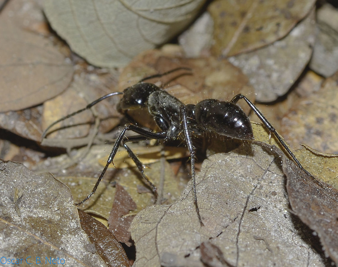 Dinoponera cf. quadriceps - Tocandira / Giant Amazon Ant (Kempf, 1971) Hymenoptera: Apocrita: Vespoidea: Formicidae: Ponerinae: Ponerini<br />
<br />
Date: 22nd of July, 2018 at 09:12:50am<br />
Location: Brazil, Cear&aacute;, Caucaia (Lat: -3.71, Long: -38.64)<br />
<br />
Full post here: <figure class="photo"><a href="https://www.jungledragon.com/image/68334/dinoponera_cf._quadriceps_-_tocandira_giant_amazon_ant_kempf_1971.html" title="Dinoponera cf. quadriceps - Tocandira / Giant Amazon Ant (Kempf, 1971)"><img src="https://s3.amazonaws.com/media.jungledragon.com/images/3305/68334_thumb.jpg?AWSAccessKeyId=05GMT0V3GWVNE7GGM1R2&Expires=1759968010&Signature=WT928NhQ5RkgEMw419Hr4mHAo2o%3D" width="200" height="144" alt="Dinoponera cf. quadriceps - Tocandira / Giant Amazon Ant (Kempf, 1971) Hymenoptera: Apocrita: Vespoidea: Formicidae: Ponerinae: Ponerini<br />
<br />
Date: 22nd of July, 2018 at 09:12:53am<br />
Location: Brazil, Cear&aacute;, Caucaia (Lat: -3.71, Long: -38.64)<br />
<br />
Sex: ♀<br />
<br />
Posterior view:<br />
https://www.jungledragon.com/image/68335/dinoponera_cf._quadriceps_-_tocandira_giant_amazon_ant_kempf_1971.html<br />
<br />
Dorsal view:<br />
<br />
https://www.jungledragon.com/image/68336/dinoponera_cf._quadriceps_-_tocandira_giant_amazon_ant_kempf_1971.html<br />
<br />
Measuring with my finger (different specimen than the one in this post but with the same parameters and probably in the same species): <br />
<br />
https://www.jungledragon.com/image/68337/dinoponera_cf._quadriceps_-_tocandira_giant_amazon_ant_kempf_1971.html<br />
<br />
Dinoponera is a genus of ants in which is included the largest ant in the world. It&#039;s a genus strictly restricted to South America belonging to the order Hymenoptera, suborder Apocrita, superfamily Vespoidea, family Formicidae, subfamily Ponerinae and tribe Ponerini.<br />
<br />
The subject portrayed measured somewhere around 3cm in length or more. All Dinoponera I met were never aggressive and accidents seem to happen with people who step on them leaving them choiceless. I tried to make her sting me but she just tried to flee. A field guide held one in his hand and she just tried to escape, never stung him. Under my experience, they were never aggressive towards very large bioforms.<br />
 <br />
My main doubt about this identification is differentiating Dinoponera quadriceps from Dinoponera gigantea. Both are found in Brazil; Dinoponera gigantea seems to have a confusing distribution status, while Dinoponera quadriceps are found in the same location I found this specimen. A person in a group told me she personally collected Dinoponera quadriceps in the exact location I found this specimen, which inclines the identification towards D. quadriceps instead of D. gigantea, even though both are probably possible. Their main distinguishing trait from Paraponera and Pachycondyla (considered a sister taxa to Dinoponera) is the size. Dinoponera are also distinguishable from Pachycondyla through the presence of two clypeal teeth on the laterals and rows of spines on the pygidium and hypopygidium. &quot;Streblognathus bears some resemblance to Dinoponera, given its large size, subtriangular mandibles, clypeal teeth, and forward facing eyes, but Streblognathus has a novel fin-shaped petiole...&quot; - anterior part of the abdomen that is elongated and straight and unites the rest of the abdomen, the gaster, with the thorax -  &quot;...and lacks the complex metapleural gland orifice, toothed tarsal claws, and hypopygial spines of Dinoponera, and is somewhat smaller.&quot;, as sourced further below.<br />
<br />
There is no queen in the colony. They are replaced by a gamergate worker. Gamergates are viable reproductive worker ants that are able to reproduce with mature males in the absence of a queen. The alpha female is the highest-ranking member and reproduces with males from another nest at its entrance during the night. The male attaches the gaster (in ants, enlarged portion of the abdomen posterior to the petiole) inside the female&#039;s reproductive organ. Once copulation ends, the female will cut off the male&#039;s gaster which can&#039;t detach by itself. She pulls out a genital capsule that acts as a blockage to sperm and turns her unreceptive to other males, remaining monandrous. Mating is suicidal for the male.<br />
<br />
Dinoponera can bite and sting. On the terminal end of the abdomen there is a sting that contains toxins. These are usually used by the alpha females on competing females and act as a trigger to the lower-ranked workers; these will try to immobilize the alpha&#039;s rival, but can fail. Dominated Dinoponera quadriceps will often retract their antennae. Dominance is also done through biting, blocking, gaster-rubbing, curling, and rubbing the antennae.<br />
<br />
Low-ranking workers forage individually on littery soil but divide tasks within the nest. Lower-ranking workers process protein resources while higher-ranked females distribute food to the larvae. They feed on dead and live invertebrates, seeds and fruits. The entomopathogenic Cordyceps sp. fungus can parasitize Diponera.<br />
<br />
They possess a strong venom that is expelled through the rear sting and is used to dominate large prey. The stinging is incredibly painful and the pain can last up to 48 hours. D. quadriceps&#039; venom has antinociceptive, antimicrobial and neuroprotective properties, and is used to treat health problems such as back pain, asthma rheumatism and earaches. Anticoagulant activity seems to be present.<br />
 <br />
D. quadriceps&#039; colonies are the largests in the genus, averaging at 80 workers. The nests are made of deep large chambers, possibly an adaptation to aridity. Their colonies in the Caatinga and Cerrado are mainly made under trees, probably an adaptation against aridity as well.<br />
<br />
New colonies are formed through fissions, processes in which a group of workers leave the nest with their brood. This allows for a new high-ranking worker to become a gamergate. A high-ranking worker can also become a new gamergate when the current one dies or becomes unproductive.<br />
 <br />
Wheeler and Wheeler (1985) describes the larvae as: &quot;Profile pogonomyrmecoid (i.e., diameter greatest near the middle of abdomen, decreasing gradually toward anterior end and more rapidly toward posterior end, which is rounded; thorax more slender than abdomen and forming a neck, which is curved ventrally). Body with numerous (114&ndash;160) mammiform tubercles, each with 2&ndash;25 short simple hairs; body hairs lacking elsewhere. Cranial hairs lacking. Mandible dinoponeroid (i.e. narrowly subtriangular in anterior view; anterior portion curved posteriorly; with or without medial teeth.)&rdquo;<br />
<br />
The male has a total length of ~21 - 22mm.<br />
<br />
As for how to distinguish them from other species, check the source provided below.<br />
<br />
SOURCES:<br />
<br />
Key to Diponera males: http://www.antwiki.org/wiki/Key_to_Dinoponera_workers (further reinforcing that this specimen is a D. quadriceps)<br />
<br />
http://www.antwiki.org/wiki/Dinoponera#Queen<br />
<br />
http://www.antwiki.org/wiki/Dinoponera_quadriceps<br />
<br />
Dinoponera&#039;s distribution:<br />
http://www.antwiki.org/wiki/Dinoponera#mediaviewer/File:Dinoponera_Species_Richness.png<br />
<br />
https://en.wikipedia.org/wiki/Dinoponera<br />
<br />
EOL: http://eol.org/pages/483995/overview Animalia,Apocrita,Arthropoda,Arthropods,Brazil,Dinoponera quadriceps,Formicidae,Geotagged,Hymenoptera,Insecta,Insects,Ponerinae,Ponerini,South America,Vespoidea,Winter,animal,animals,arthropod,insect" /></a></figure> Animalia,Apocrita,Arthropoda,Arthropods,Brazil,Dinoponera quadriceps,Formicidae,Geotagged,Hymenoptera,Insecta,Insects,Ponerinae,Ponerini,South America,Vespoidea,Winter,animal,animals,arthropod,insect