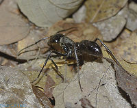 Dinoponera cf. quadriceps - Tocandira / Giant Amazon Ant (Kempf, 1971) Hymenoptera: Apocrita: Vespoidea: Formicidae: Ponerinae: Ponerini<br />
<br />
Date: 22nd of July, 2018 at 09:12:50am<br />
Location: Brazil, Cear&aacute;, Caucaia (Lat: -3.71, Long: -38.64)<br />
<br />
Full post here: https://www.jungledragon.com/image/68334/dinoponera_cf._quadriceps_-_tocandira_giant_amazon_ant_kempf_1971.html Animalia,Apocrita,Arthropoda,Arthropods,Brazil,Dinoponera quadriceps,Formicidae,Geotagged,Hymenoptera,Insecta,Insects,Ponerinae,Ponerini,South America,Vespoidea,Winter,animal,animals,arthropod,insect