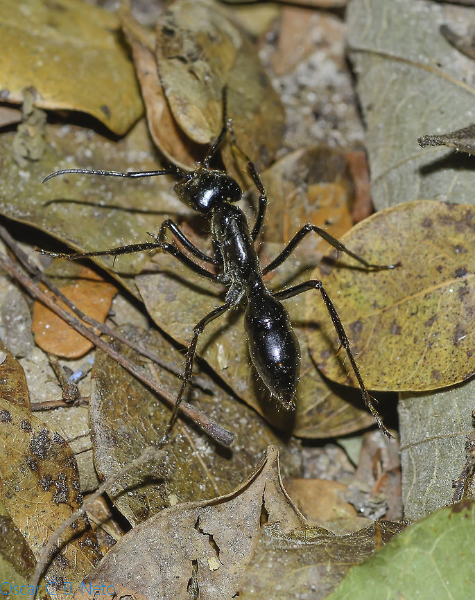 Dinoponera cf. quadriceps - Tocandira / Giant Amazon Ant (Kempf, 1971) Hymenoptera: Apocrita: Vespoidea: Formicidae: Ponerinae: Ponerini<br />
<br />
Date: 22nd of July, 2018 at 09:12:48am<br />
Location: Brazil, Cear&aacute;, Caucaia (Lat: -3.71, Long: -38.64)<br />
<br />
Full post here: <figure class="photo"><a href="https://www.jungledragon.com/image/68334/dinoponera_cf._quadriceps_-_tocandira_giant_amazon_ant_kempf_1971.html" title="Dinoponera cf. quadriceps - Tocandira / Giant Amazon Ant (Kempf, 1971)"><img src="https://s3.amazonaws.com/media.jungledragon.com/images/3305/68334_thumb.jpg?AWSAccessKeyId=05GMT0V3GWVNE7GGM1R2&Expires=1770854410&Signature=xraQg6r3VI3XZ9qcILxzonakGZA%3D" width="200" height="144" alt="Dinoponera cf. quadriceps - Tocandira / Giant Amazon Ant (Kempf, 1971) Hymenoptera: Apocrita: Vespoidea: Formicidae: Ponerinae: Ponerini<br />
<br />
Date: 22nd of July, 2018 at 09:12:53am<br />
Location: Brazil, Cear&aacute;, Caucaia (Lat: -3.71, Long: -38.64)<br />
<br />
Sex: ♀<br />
<br />
Posterior view:<br />
https://www.jungledragon.com/image/68335/dinoponera_cf._quadriceps_-_tocandira_giant_amazon_ant_kempf_1971.html<br />
<br />
Dorsal view:<br />
<br />
https://www.jungledragon.com/image/68336/dinoponera_cf._quadriceps_-_tocandira_giant_amazon_ant_kempf_1971.html<br />
<br />
Measuring with my finger (different specimen than the one in this post but with the same parameters and probably in the same species): <br />
<br />
https://www.jungledragon.com/image/68337/dinoponera_cf._quadriceps_-_tocandira_giant_amazon_ant_kempf_1971.html<br />
<br />
Dinoponera is a genus of ants in which is included the largest ant in the world. It's a genus strictly restricted to South America belonging to the order Hymenoptera, suborder Apocrita, superfamily Vespoidea, family Formicidae, subfamily Ponerinae and tribe Ponerini.<br />
<br />
The subject portrayed measured somewhere around 3cm in length or more. All Dinoponera I met were never aggressive and accidents seem to happen with people who step on them leaving them choiceless. I tried to make her sting me but she just tried to flee. A field guide held one in his hand and she just tried to escape, never stung him. Under my experience, they were never aggressive towards very large bioforms.<br />
 <br />
My main doubt about this identification is differentiating Dinoponera quadriceps from Dinoponera gigantea. Both are found in Brazil; Dinoponera gigantea seems to have a confusing distribution status, while Dinoponera quadriceps are found in the same location I found this specimen. A person in a group told me she personally collected Dinoponera quadriceps in the exact location I found this specimen, which inclines the identification towards D. quadriceps instead of D. gigantea, even though both are probably possible. Their main distinguishing trait from Paraponera and Pachycondyla (considered a sister taxa to Dinoponera) is the size. Dinoponera are also distinguishable from Pachycondyla through the presence of two clypeal teeth on the laterals and rows of spines on the pygidium and hypopygidium. "Streblognathus bears some resemblance to Dinoponera, given its large size, subtriangular mandibles, clypeal teeth, and forward facing eyes, but Streblognathus has a novel fin-shaped petiole..." - anterior part of the abdomen that is elongated and straight and unites the rest of the abdomen, the gaster, with the thorax -  "...and lacks the complex metapleural gland orifice, toothed tarsal claws, and hypopygial spines of Dinoponera, and is somewhat smaller.", as sourced further below.<br />
<br />
There is no queen in the colony. They are replaced by a gamergate worker. Gamergates are viable reproductive worker ants that are able to reproduce with mature males in the absence of a queen. The alpha female is the highest-ranking member and reproduces with males from another nest at its entrance during the night. The male attaches the gaster (in ants, enlarged portion of the abdomen posterior to the petiole) inside the female's reproductive organ. Once copulation ends, the female will cut off the male's gaster which can't detach by itself. She pulls out a genital capsule that acts as a blockage to sperm and turns her unreceptive to other males, remaining monandrous. Mating is suicidal for the male.<br />
<br />
Dinoponera can bite and sting. On the terminal end of the abdomen there is a sting that contains toxins. These are usually used by the alpha females on competing females and act as a trigger to the lower-ranked workers; these will try to immobilize the alpha's rival, but can fail. Dominated Dinoponera quadriceps will often retract their antennae. Dominance is also done through biting, blocking, gaster-rubbing, curling, and rubbing the antennae.<br />
<br />
Low-ranking workers forage individually on littery soil but divide tasks within the nest. Lower-ranking workers process protein resources while higher-ranked females distribute food to the larvae. They feed on dead and live invertebrates, seeds and fruits. The entomopathogenic Cordyceps sp. fungus can parasitize Diponera.<br />
<br />
They possess a strong venom that is expelled through the rear sting and is used to dominate large prey. The stinging is incredibly painful and the pain can last up to 48 hours. D. quadriceps' venom has antinociceptive, antimicrobial and neuroprotective properties, and is used to treat health problems such as back pain, asthma rheumatism and earaches. Anticoagulant activity seems to be present.<br />
 <br />
D. quadriceps' colonies are the largests in the genus, averaging at 80 workers. The nests are made of deep large chambers, possibly an adaptation to aridity. Their colonies in the Caatinga and Cerrado are mainly made under trees, probably an adaptation against aridity as well.<br />
<br />
New colonies are formed through fissions, processes in which a group of workers leave the nest with their brood. This allows for a new high-ranking worker to become a gamergate. A high-ranking worker can also become a new gamergate when the current one dies or becomes unproductive.<br />
 <br />
Wheeler and Wheeler (1985) describes the larvae as: "Profile pogonomyrmecoid (i.e., diameter greatest near the middle of abdomen, decreasing gradually toward anterior end and more rapidly toward posterior end, which is rounded; thorax more slender than abdomen and forming a neck, which is curved ventrally). Body with numerous (114&ndash;160) mammiform tubercles, each with 2&ndash;25 short simple hairs; body hairs lacking elsewhere. Cranial hairs lacking. Mandible dinoponeroid (i.e. narrowly subtriangular in anterior view; anterior portion curved posteriorly; with or without medial teeth.)&rdquo;<br />
<br />
The male has a total length of ~21 - 22mm.<br />
<br />
As for how to distinguish them from other species, check the source provided below.<br />
<br />
SOURCES:<br />
<br />
Key to Diponera males: http://www.antwiki.org/wiki/Key_to_Dinoponera_workers (further reinforcing that this specimen is a D. quadriceps)<br />
<br />
http://www.antwiki.org/wiki/Dinoponera#Queen<br />
<br />
http://www.antwiki.org/wiki/Dinoponera_quadriceps<br />
<br />
Dinoponera's distribution:<br />
http://www.antwiki.org/wiki/Dinoponera#mediaviewer/File:Dinoponera_Species_Richness.png<br />
<br />
https://en.wikipedia.org/wiki/Dinoponera<br />
<br />
EOL: http://eol.org/pages/483995/overview Animalia,Apocrita,Arthropoda,Arthropods,Brazil,Dinoponera quadriceps,Formicidae,Geotagged,Hymenoptera,Insecta,Insects,Ponerinae,Ponerini,South America,Vespoidea,Winter,animal,animals,arthropod,insect" /></a></figure> Animalia,Apocrita,Arthropoda,Arthropods,Brazil,Dinoponera quadriceps,Formicidae,Geotagged,Hymenoptera,Insecta,Insects,Ponerinae,Ponerini,South America,Vespoidea,Winter,animal,animals,arthropod,insect