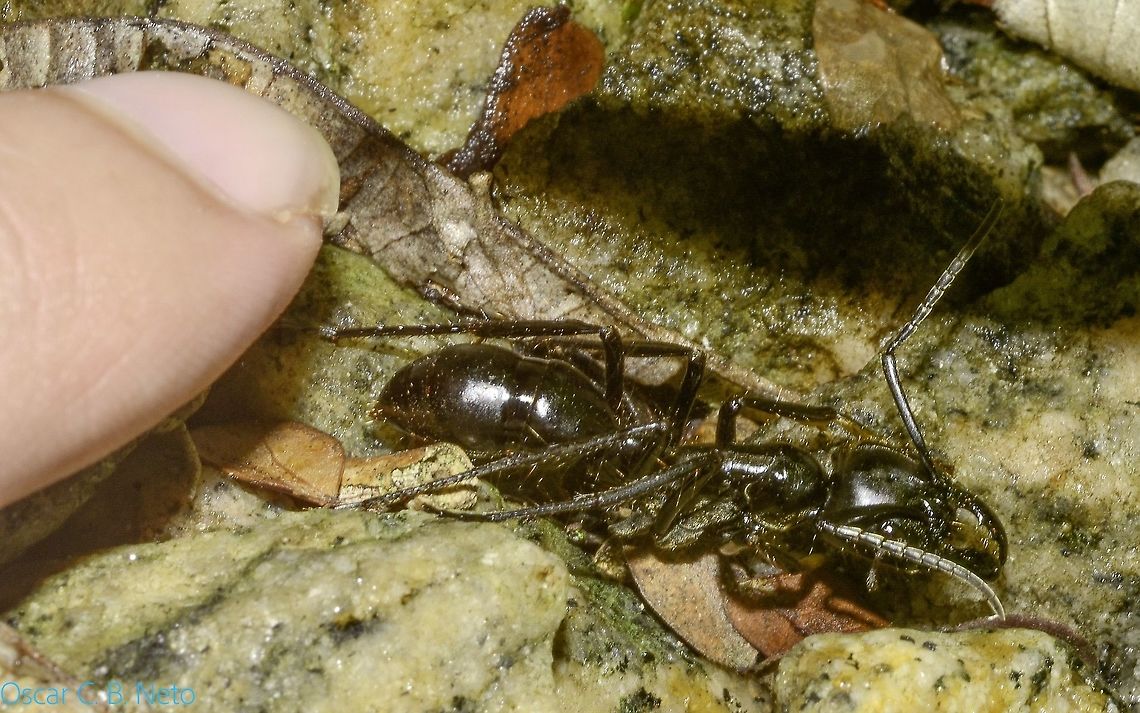 Dinoponera cf. quadriceps - Tocandira / Giant Amazon Ant (Kempf, 1971) Hymenoptera: Apocrita: Vespoidea: Formicidae: Ponerinae: Ponerini<br />
<br />
Date: 16th of August, 2018 at 09:47:50am<br />
Location: Brazil, Cear&aacute;, Caucaia (Lat: -3.71, Long: -38.64)<br />
<br />
Full post here (not the same specimen, but the same parameters and location; I believe they are both the same species): <figure class="photo"><a href="https://www.jungledragon.com/image/68334/dinoponera_cf._quadriceps_-_tocandira_giant_amazon_ant_kempf_1971.html" title="Dinoponera cf. quadriceps - Tocandira / Giant Amazon Ant (Kempf, 1971)"><img src="https://s3.amazonaws.com/media.jungledragon.com/images/3305/68334_thumb.jpg?AWSAccessKeyId=05GMT0V3GWVNE7GGM1R2&Expires=1770854410&Signature=xraQg6r3VI3XZ9qcILxzonakGZA%3D" width="200" height="144" alt="Dinoponera cf. quadriceps - Tocandira / Giant Amazon Ant (Kempf, 1971) Hymenoptera: Apocrita: Vespoidea: Formicidae: Ponerinae: Ponerini<br />
<br />
Date: 22nd of July, 2018 at 09:12:53am<br />
Location: Brazil, Cear&aacute;, Caucaia (Lat: -3.71, Long: -38.64)<br />
<br />
Sex: ♀<br />
<br />
Posterior view:<br />
https://www.jungledragon.com/image/68335/dinoponera_cf._quadriceps_-_tocandira_giant_amazon_ant_kempf_1971.html<br />
<br />
Dorsal view:<br />
<br />
https://www.jungledragon.com/image/68336/dinoponera_cf._quadriceps_-_tocandira_giant_amazon_ant_kempf_1971.html<br />
<br />
Measuring with my finger (different specimen than the one in this post but with the same parameters and probably in the same species): <br />
<br />
https://www.jungledragon.com/image/68337/dinoponera_cf._quadriceps_-_tocandira_giant_amazon_ant_kempf_1971.html<br />
<br />
Dinoponera is a genus of ants in which is included the largest ant in the world. It's a genus strictly restricted to South America belonging to the order Hymenoptera, suborder Apocrita, superfamily Vespoidea, family Formicidae, subfamily Ponerinae and tribe Ponerini.<br />
<br />
The subject portrayed measured somewhere around 3cm in length or more. All Dinoponera I met were never aggressive and accidents seem to happen with people who step on them leaving them choiceless. I tried to make her sting me but she just tried to flee. A field guide held one in his hand and she just tried to escape, never stung him. Under my experience, they were never aggressive towards very large bioforms.<br />
 <br />
My main doubt about this identification is differentiating Dinoponera quadriceps from Dinoponera gigantea. Both are found in Brazil; Dinoponera gigantea seems to have a confusing distribution status, while Dinoponera quadriceps are found in the same location I found this specimen. A person in a group told me she personally collected Dinoponera quadriceps in the exact location I found this specimen, which inclines the identification towards D. quadriceps instead of D. gigantea, even though both are probably possible. Their main distinguishing trait from Paraponera and Pachycondyla (considered a sister taxa to Dinoponera) is the size. Dinoponera are also distinguishable from Pachycondyla through the presence of two clypeal teeth on the laterals and rows of spines on the pygidium and hypopygidium. "Streblognathus bears some resemblance to Dinoponera, given its large size, subtriangular mandibles, clypeal teeth, and forward facing eyes, but Streblognathus has a novel fin-shaped petiole..." - anterior part of the abdomen that is elongated and straight and unites the rest of the abdomen, the gaster, with the thorax -  "...and lacks the complex metapleural gland orifice, toothed tarsal claws, and hypopygial spines of Dinoponera, and is somewhat smaller.", as sourced further below.<br />
<br />
There is no queen in the colony. They are replaced by a gamergate worker. Gamergates are viable reproductive worker ants that are able to reproduce with mature males in the absence of a queen. The alpha female is the highest-ranking member and reproduces with males from another nest at its entrance during the night. The male attaches the gaster (in ants, enlarged portion of the abdomen posterior to the petiole) inside the female's reproductive organ. Once copulation ends, the female will cut off the male's gaster which can't detach by itself. She pulls out a genital capsule that acts as a blockage to sperm and turns her unreceptive to other males, remaining monandrous. Mating is suicidal for the male.<br />
<br />
Dinoponera can bite and sting. On the terminal end of the abdomen there is a sting that contains toxins. These are usually used by the alpha females on competing females and act as a trigger to the lower-ranked workers; these will try to immobilize the alpha's rival, but can fail. Dominated Dinoponera quadriceps will often retract their antennae. Dominance is also done through biting, blocking, gaster-rubbing, curling, and rubbing the antennae.<br />
<br />
Low-ranking workers forage individually on littery soil but divide tasks within the nest. Lower-ranking workers process protein resources while higher-ranked females distribute food to the larvae. They feed on dead and live invertebrates, seeds and fruits. The entomopathogenic Cordyceps sp. fungus can parasitize Diponera.<br />
<br />
They possess a strong venom that is expelled through the rear sting and is used to dominate large prey. The stinging is incredibly painful and the pain can last up to 48 hours. D. quadriceps' venom has antinociceptive, antimicrobial and neuroprotective properties, and is used to treat health problems such as back pain, asthma rheumatism and earaches. Anticoagulant activity seems to be present.<br />
 <br />
D. quadriceps' colonies are the largests in the genus, averaging at 80 workers. The nests are made of deep large chambers, possibly an adaptation to aridity. Their colonies in the Caatinga and Cerrado are mainly made under trees, probably an adaptation against aridity as well.<br />
<br />
New colonies are formed through fissions, processes in which a group of workers leave the nest with their brood. This allows for a new high-ranking worker to become a gamergate. A high-ranking worker can also become a new gamergate when the current one dies or becomes unproductive.<br />
 <br />
Wheeler and Wheeler (1985) describes the larvae as: "Profile pogonomyrmecoid (i.e., diameter greatest near the middle of abdomen, decreasing gradually toward anterior end and more rapidly toward posterior end, which is rounded; thorax more slender than abdomen and forming a neck, which is curved ventrally). Body with numerous (114&ndash;160) mammiform tubercles, each with 2&ndash;25 short simple hairs; body hairs lacking elsewhere. Cranial hairs lacking. Mandible dinoponeroid (i.e. narrowly subtriangular in anterior view; anterior portion curved posteriorly; with or without medial teeth.)&rdquo;<br />
<br />
The male has a total length of ~21 - 22mm.<br />
<br />
As for how to distinguish them from other species, check the source provided below.<br />
<br />
SOURCES:<br />
<br />
Key to Diponera males: http://www.antwiki.org/wiki/Key_to_Dinoponera_workers (further reinforcing that this specimen is a D. quadriceps)<br />
<br />
http://www.antwiki.org/wiki/Dinoponera#Queen<br />
<br />
http://www.antwiki.org/wiki/Dinoponera_quadriceps<br />
<br />
Dinoponera's distribution:<br />
http://www.antwiki.org/wiki/Dinoponera#mediaviewer/File:Dinoponera_Species_Richness.png<br />
<br />
https://en.wikipedia.org/wiki/Dinoponera<br />
<br />
EOL: http://eol.org/pages/483995/overview Animalia,Apocrita,Arthropoda,Arthropods,Brazil,Dinoponera quadriceps,Formicidae,Geotagged,Hymenoptera,Insecta,Insects,Ponerinae,Ponerini,South America,Vespoidea,Winter,animal,animals,arthropod,insect" /></a></figure> Animalia,Apocrita,Arthropoda,Arthropods,Brazil,Dinoponera quadriceps,Formicidae,Geotagged,Hymenoptera,Insecta,Insects,Ponerinae,Ponerini,South America,Vespoidea,Winter,animal,animals,arthropod,insect