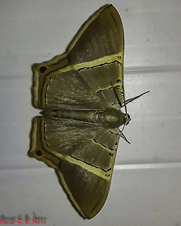 Phrygionis incolorata - Incolorata Moth (Prout, 1910) Lepidoptera: Bombycina: Geometroidea: Geometridae: Ennominae: Baptini

31th of October, 2018 announcement. I have never done this before in my posts but this time it will be different - Brazil is undergoing a process that may decide the fate of the entire planet as its lungs are located here. The new president of Brazil wants to merge the Ministry of Agriculture with the Ministry of the Environment, two antagonical sectors. If this happens, the impacts will be great worldwide. Sign this petition to stop it: https://peticaopublica.com.br/psign.aspx?pi=BR108740&fbclid=IwAR1_lnYiiXxof5Ec5Ve5NFrV2u4Ijt6GJsRIcfSm5Ee5ZimGvTWG9EySJ5M

Date of the picture: 10th of November, 2017 at 08:25:34pm.
Location: Brazil, Santa Catarina, Benedito Novo (Lat: -26.769057719280113, Long: -49.362608622009475, Accuracy in meter: 4.265954219920082)

Wingspan: 16 - 18mm
Sex: Possibly ♀

Phrygionis incolorata is a species of moth in the order Lepidoptera, subdivision Bombycina, superfamily Geometroidea, family Geometridae, subfamily Ennominae and tribe Baptini. Based on what is seen on the antennae and description below this is a female, but no assurance is given.

MORPHOLOGY AND A BIT OF THE ANATOMY FOR ACADEMICS:

Wingspan lies between 16mm - 18mm. Base of forewings made of a yellow metallic transverse band outlined by a black border. Postbasal area containing a longer yellow metallic transverse band outlined in black and the costa segment has a black spot and a yellow stripe going towards the base. Discal area next to the costa contains a black, medium dot and a yellow metallic stripe connecting the previous yellow band with the next in the postdiscal segment. Postdiscal segment has a large and long yellow metallic transverse band outlined in black that has continuity with the hindwings until the costa. Marginal area of the forewings with a fine yellow metallic band outlined in black on both sides with continuity until the apex of the hindwings and broken in the tornus by an ocellus. The overall coloring of the moth is brown. The genus has apomorphy in the male genitalia which is prominent, usually forked and a posterior extension of the juxta. The female genitalia has a signum as a dentate disc, hollow or not, or signum-absent. Antennae bipectinate in males and simple filiform in females. Front of the head is very narrow in males, but this information needs confirmation. Usually, members of the genus itself have three metallic-edged transverse bands on the forewings. The postdiscal band is more distinct and follows Oudeman's Principle as described. The hindwings has one or two small dark spots at the outer margin near or at vein M3. Forewings lack fovea and veins Sc and R1 meet to form a secondary cell. These spots may present themselves as partially metallic. The outer margin of the hindwings tend to be sharply angled or rounded. Tympanal cavity contains a well-developed sac extending from the wall. 6th tergite of the male abdomen may contain hair scale tufts, absent in a few species.

ENDS HERE

I could find close to no information on these moths. According to a source provided below, the genus is distributed as such:

Mexico; Guatemala; Belize; Honduras (Scoble); Costa Rica; Panama; Bahamas; Cuba; Jamaica; Dominican Republic; Puerto Rico; USA Virgin I. (Scoble); Guadeloupe (Herbulot, http://www.inra.fr/Internet/Produits/PAPILLON/geometri/texteng/geometri.htm); Dominica; Martinique; Trinidad; Colombia; Venezuela; Guyana; Surinam; French Guyana; Ecuador (Scoble); Peru; Brazil; Bolivia; Paraguay (Scoble); Argentina; Uruguay (Scoble); [USA: Texas (Scoble), and Florida].

Host plants MAY include Rampanea umberallis (Myrsinaceae) but this definitely needs confirmation.

Neotropical Ennominae members are significant components of tropical forests. The caterpillars feed on leaves of trees and shrubs. Attracted to lights, only the cycle of P. polita was described: http://livros01.livrosgratis.com.br/cp036346.pdf

Phrygionis incolorata's behavior, lifecycle, feeding habits and reproduction remains to be known and recorded. What is known, however, is that P. incolorata are of nocturnal activity.

The genus itself bears close resemblance to Pityeja and Opisthoxia, and must not be mistaken.

https://academic.oup.com/zoolinnean/article/135/2-3/121/2629570

http://eol.org/pages/442349/overview Animalia,Arthropoda,Arthropods,Baptini,Bombycina,Brazil,GEOMETROIDEA,Geometrid Moth,Insecta,Insects,Lepidoptera,Moth,Phrygionis incolorata,South America,animal,animals,arthropod,ennominae,geometridae,insect