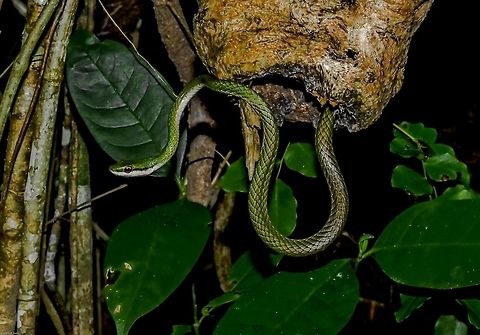 Leptophis ahaetulla ssp. - Giant Parrot Snake / Lora / Azul&atilde;o-Boia (Linnaeus, 1758) Reptilia: Squamata: Toxicofera: Ophidia: Serpentes: Alethinophidia: Colubroidea: Colubridae: Colubrinae: Colubrini

Data: 15 de Julho, 2018 &agrave;s 10:19:15
Local: Brazil, Cear&aacute;, Caucaia (Lat: -3.71, Long: -38.64)

Leptophis ahaetulla is a snake in the class Reptilia, order Squamata, subdivision Toxicofera, subdivision Ophidia suborder Serpentes, infraorder Alethinophidia, superfamily Colubroidea (containing over 85% of all the extant species of snakes), family Colubridae and subfamily Colubrinae. The tribe is a bit challenging, but I found this part in an article which mentions three groups and that Leptophis ahaetulla is currently inside Colubrini: "Species currently recognized as colubrine colubrids form a single group (Fig. I; Table I). This group (I) is comprised of three clades. A small, poorly-resolved clade (A) consists of two Neotropical colubrines, Pseustes poecilonotus and Leptophis ahaetulla, each of which possesses one unique and one rare allele." - Further down the text the mention of Colubrini is written. You can find the article here:

http://www.hedgeslab.org/pubs/80.pdf

10 subspecies are currently recognized in the species and distributed in Central and South America. The subspecies are:

Leptophis ahaetulla ahaetulla (Linnaeus, 1758)
Leptophis ahaetulla bocourti Boulenger, 1898
Leptophis ahaetulla bolivianus Oliver, 1942
Leptophis ahaetulla chocoensis Oliver, 1942
Leptophis ahaetulla liocercus (Wied, 1824)
Leptophis ahaetulla marginatus (Cope, 1862)
Leptophis ahaetulla nigromarginatus (G&uuml;nther, 1866)
Leptophis ahaetulla occidentalis (G&uuml;nther, 1859)
Leptophis ahaetulla ortonii Cope, 1876
Leptophis ahaetulla praestans (Cope, 1868)
 
Distribution as follows (endemic):

Central America: Belize, Costa Rica, El Salvador, Guatemala, Honduras, southern Mexico, Nicaragua, Panama.
 
South America: Argentina, Bolivia, Brazil, Colombia, Ecuador, French Guiana, Paraguay, Peru, Trinidad and Tobago, Uruguay, Venezuela.
 
They may reach a total length of approximately 1720mm.

https://en.wikipedia.org/wiki/Leptophis_ahaetulla (including scientific references)

Semiarboreal in nature, the whole genus is made of slender, elongate species with a distinct head from the neck. The coloration is mainly green, golden or copper in most subspecies. A dorsal, distinct longitudinal stripe is usually used as an identification trait but may not be present. Narrow transversal bands are present or absent. Extreme variations in coloring, external morphology and teeth are common in L. ahaetulla.

They prey on Anura - mainly arboreal Hylids -, lizards, birds and any small vertebrate animal that can turn into a target prey.
 
The whole genus is diagnosed with 18 to 36 maxillary teeth with the last two or three teeth being larger and gapless. They are not separated from the previous teeth by a diastema. Posterior vertebrae lacking hypapophysis. 15 rows of dorsal scales in the middle of the body that usually have an apical fossa present. First row strongly keeled and smooth on each side. They should not be mistaken with the morphologically similar Philodryas. At a glance, the black transversal stripes crossing the laterals of the head, reaching and surpassing the eyes, are defining diagnosing characters for amateurs. However, Leptophis' scales are different than those of Philodryas, the eyes are large and round, a distinctive longitudinal dorsal pattern with a darkened coloring may be present and the snake sports different overall coloring. The tail is also long, with smooth keels. Keels are smooth on the neck as well. Further traits are the absence of the loreal scale and the possible extension of prefrontals that contact with the 8 or 9 upper labials.

They usually found in wetlands in bushes and on trees in tropical and subtropical forests. L. ahaetulla are oviparous and lay from one to five eggs at a time that hatch during wet seasons (from May to November) after incubating for approximately 89 days (Sol&oacute;rzano 2002, op. cit.; Savage 2002). They can also be found in semi-urban areas on the ground, bushes and trees. The male slowly approaches the female until the bodies are aligned. The male begins rolling over the female in caudocephalic waves. This behavior can take 12 minutes or, perhaps, more. Once that is over, they proceed to climb to a higher place and coil around each other. They whip their tails with pausing lapses of around three times in a coordinate fashion but never leaving the same position. The process can last around 8 minutes or, perhaps, more. Mating season may happen at the start of the driest season in the region. The study above can be found here: http://www.academia.edu/3893143/Leptophis_ahaetulla_Giant_Parrotsnake_._Reproduction

The epithet of the genus comes from the Greek, with "leptus" meaning "delicate or thin" and "ophis" meaning "snake". 

They were believed to be non-venomous but, apparently, that is not the case. The venom is weak and symptoms last for just a few hours. Symptoms include local pain and swelling. The feeling of pins entering the skin may also be present.

http://reptile-database.reptarium.cz/species?genus=Leptophis&species=ahaetulla

http://bdtd.ibict.br/vufind/Record/P_RS_107773f90495f3c055c360b27f38de5d (old, from 2008) Alethinophidia,Animalia,Brazil,Chordata,Colubridae,Colubrinae,Colubrini,Colubroidea,Geotagged,Herpetology,Leptophis ahaetulla,Ophidia,Parrot snake,Reptilia,Serpentes,Snakes,Squamata,Toxicofera,Vertebrate,animal