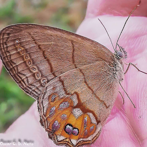 Splendeuptychia hygina