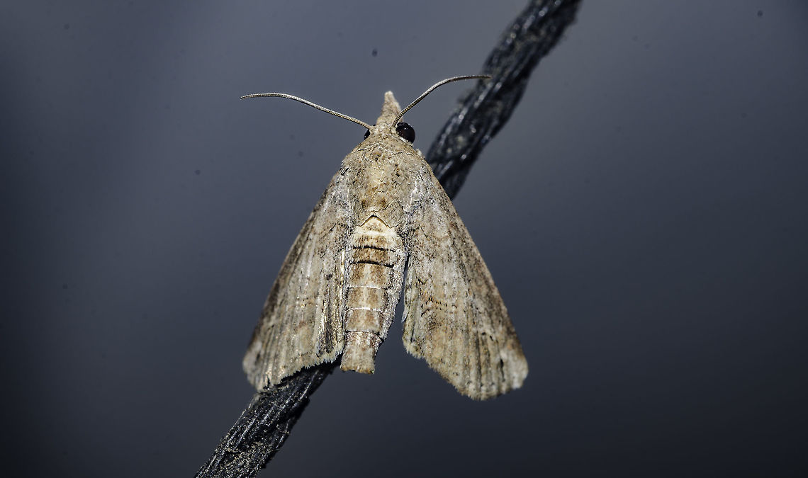 cf. Paectes sp. - Owlet Paecte Moth (H&uuml;bner, 1818) Lepidoptera: Macrolepidoptera: Noctuoidea: Eutellidae: Eutellinae<br />
<br />
Data: 10th of April, 2018 at 07:07:14<br />
Location: Brazil, Cear&aacute;, Fortaleza (Lat: -3.745888226801686, Long: -38.507214151401854, Accuracy in meters: 5.64981712587235)<br />
<br />
Wingspan: ~1,5cm<br />
<br />
There is no way for me to asure this is a Paectes sp., but it is a member of the order Lepidoptera, subdivision Macrolepidoptera, superfamily Noctuoidea, family Eutellidae and subfamily Eutellinae.<br />
<br />
Wingspan of approximately 1,5cm, but not asured. Some males in the genus possess pectinated or bipectinated antennae. Overall, the whole moth is uniformly colored. Specimen's abdomen possesses around 6 segments with a margin of error of 1. The second segment is outlined by heavier dark stripes. Thorax is smooth. The costa of the forewings is straight, with a heavier shade of brown as it approaches the apex, which is rectangular. Outer margin is oblique (not sure if for all species) with a lobed inner margin. Eyes are compound, bulging and large. Hair tufts can be found on the tube anal portion in both sexes but more present in males. Tibiae with tufts of long hair in the femur-tibia joint. The palpi reach just above the vertex of the head. Subject's antennae simple and reaches far beyond the eyes.<br />
<br />
Sources:<br />
<br />
Barbut, J. &amp; Lalanne-Cassou, B., 2005: Description de trois Euteliinae n&eacute;otropicaux appartenant aux genres Eutelia et Paectes et nouvelles synonymies (Lepidoptera, Noctuidae). Bulletin de la Soci&eacute;t&eacute; Entomologique de France, 110 (1): 97-102.<br />
<br />
Pogue, M.G., 2013: A review of the Paectes arcigera species complex (Guen&eacute;e) (Lepidoptera, Euteliidae). Zookeys 264: 126-163. Abstract and full article: <a href="https://zookeys.pensoft.net/articles.php?id=3661" rel="nofollow">https://zookeys.pensoft.net/articles.php?id=3661</a><br />
<br />
(Retrieved from Wikipedia - <a href="https://en.wikipedia.org/wiki/Paectes)" rel="nofollow">https://en.wikipedia.org/wiki/Paectes)</a><br />
<br />
The larvae are green and patterns might change between species. A picture of one can be seen in BugGuide: <a href="https://bugguide.net/node/view/1428910" rel="nofollow">https://bugguide.net/node/view/1428910</a><br />
<br />
Annotated check list of the <i>Noctuoidea</i> (<i>Insecta</i>, <i>Lepidoptera</i>) of North America North of Mexico: <a href="http://www.pensoft.net/J_FILES/1/articles/414/414-G-1-layout.pdf" rel="nofollow">http://www.pensoft.net/J_FILES/1/articles/414/414-G-1-layout.pdf</a><br />
<br />
Hard copy for purchase: <a href="http://www.pensoft.net/product.php?p=9988" rel="nofollow">http://www.pensoft.net/product.php?p=9988</a><br />
<br />
Distribution range of known species, might contain errors or be incomplete: <a href="http://ftp.funet.fi/index/Tree_of_life/insecta/lepidoptera/ditrysia/noctuoidea/noctuidae/euteliinae/paectes/" rel="nofollow">http://ftp.funet.fi/index/Tree_of_life/insecta/lepidoptera/ditrysia/noctuoidea/noctuidae/euteliinae/paectes/</a><br />
<br />
Registers exist of larvae defoliating members of <i>Altingiaceae</i>, but food preferences still largely unknown to me. Further details will be appreciated and credited. (<a href="https://www.inaturalist.org/taxa/179973-Paectes-abrostoloides)" rel="nofollow">https://www.inaturalist.org/taxa/179973-Paectes-abrostoloides)</a><br />
<br />
BOLD Systems: <a href="http://v3.boldsystems.org/index.php/TaxBrowser_Taxonpage?taxid=7335" rel="nofollow">http://v3.boldsystems.org/index.php/TaxBrowser_Taxonpage?taxid=7335</a> Animalia,Arthropoda,Arthropods,Brazil,Eutellidae,Eutellinae,Fall,Geotagged,Insecta,Insects,Lepidoptera,Moth,Neotropical Moths,Noctuoidea,Paectes,animal,animals,arthropod,brazilian moths,insect