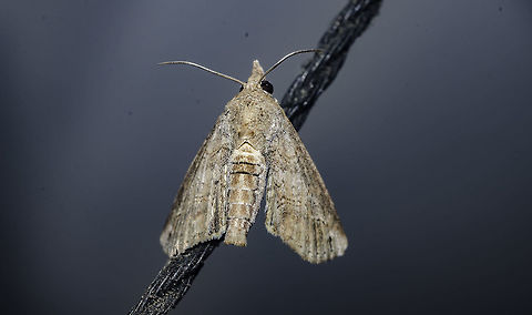 cf. Paectes sp. - Owlet Paecte Moth (H&uuml;bner, 1818) Lepidoptera: Macrolepidoptera: Noctuoidea: Eutellidae: Eutellinae

Data: 10th of April, 2018 at 07:07:14
Location: Brazil, Cear&aacute;, Fortaleza (Lat: -3.745888226801686, Long: -38.507214151401854, Accuracy in meters: 5.64981712587235)

Wingspan: ~1,5cm

There is no way for me to asure this is a Paectes sp., but it is a member of the order Lepidoptera, subdivision Macrolepidoptera, superfamily Noctuoidea, family Eutellidae and subfamily Eutellinae.

Wingspan of approximately 1,5cm, but not asured. Some males in the genus possess pectinated or bipectinated antennae. Overall, the whole moth is uniformly colored. Specimen's abdomen possesses around 6 segments with a margin of error of 1. The second segment is outlined by heavier dark stripes. Thorax is smooth. The costa of the forewings is straight, with a heavier shade of brown as it approaches the apex, which is rectangular. Outer margin is oblique (not sure if for all species) with a lobed inner margin. Eyes are compound, bulging and large. Hair tufts can be found on the tube anal portion in both sexes but more present in males. Tibiae with tufts of long hair in the femur-tibia joint. The palpi reach just above the vertex of the head. Subject's antennae simple and reaches far beyond the eyes.

Sources:

Barbut, J. & Lalanne-Cassou, B., 2005: Description de trois Euteliinae n&eacute;otropicaux appartenant aux genres Eutelia et Paectes et nouvelles synonymies (Lepidoptera, Noctuidae). Bulletin de la Soci&eacute;t&eacute; Entomologique de France, 110 (1): 97-102.

Pogue, M.G., 2013: A review of the Paectes arcigera species complex (Guen&eacute;e) (Lepidoptera, Euteliidae). Zookeys 264: 126-163. Abstract and full article: https://zookeys.pensoft.net/articles.php?id=3661

(Retrieved from Wikipedia - https://en.wikipedia.org/wiki/Paectes)

The larvae are green and patterns might change between species. A picture of one can be seen in BugGuide: https://bugguide.net/node/view/1428910

Annotated check list of the <i>Noctuoidea</i> (<i>Insecta</i>, <i>Lepidoptera</i>) of North America North of Mexico: http://www.pensoft.net/J_FILES/1/articles/414/414-G-1-layout.pdf

Hard copy for purchase: http://www.pensoft.net/product.php?p=9988

Distribution range of known species, might contain errors or be incomplete: http://ftp.funet.fi/index/Tree_of_life/insecta/lepidoptera/ditrysia/noctuoidea/noctuidae/euteliinae/paectes/

Registers exist of larvae defoliating members of <i>Altingiaceae</i>, but food preferences still largely unknown to me. Further details will be appreciated and credited. (https://www.inaturalist.org/taxa/179973-Paectes-abrostoloides)

BOLD Systems: http://v3.boldsystems.org/index.php/TaxBrowser_Taxonpage?taxid=7335 Animalia,Arthropoda,Arthropods,Brazil,Eutellidae,Eutellinae,Fall,Geotagged,Insecta,Insects,Lepidoptera,Moth,Neotropical Moths,Noctuoidea,Paectes,animal,animals,arthropod,brazilian moths,insect