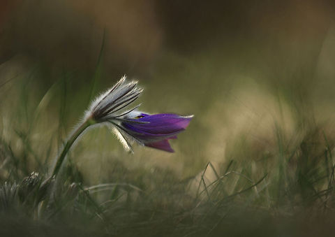 Pulsatilla This images is taken in Gothenburgs&acute;s archipelago Geotagged,Pulsatilla vulgaris,Sweden