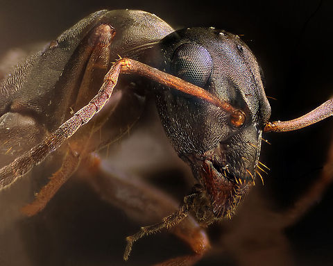 Ant NkonD700,Nikon microskop objectiv,Nikon bellows,SB-800 Black garden ant,Formicidae,Geotagged,Lasius niger,Sweden